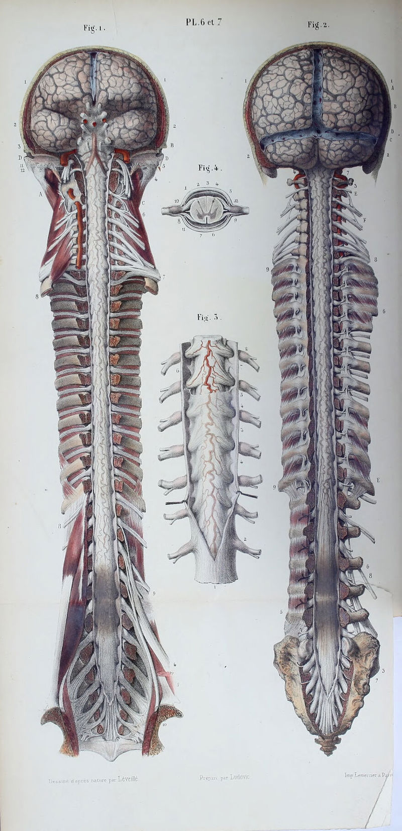 ne. () après nature per Léveillé Prépaix par LudOVÎC PL.6 cl 7 Kig.z. lmp Lemeicier à Pai'i- r i o . + .