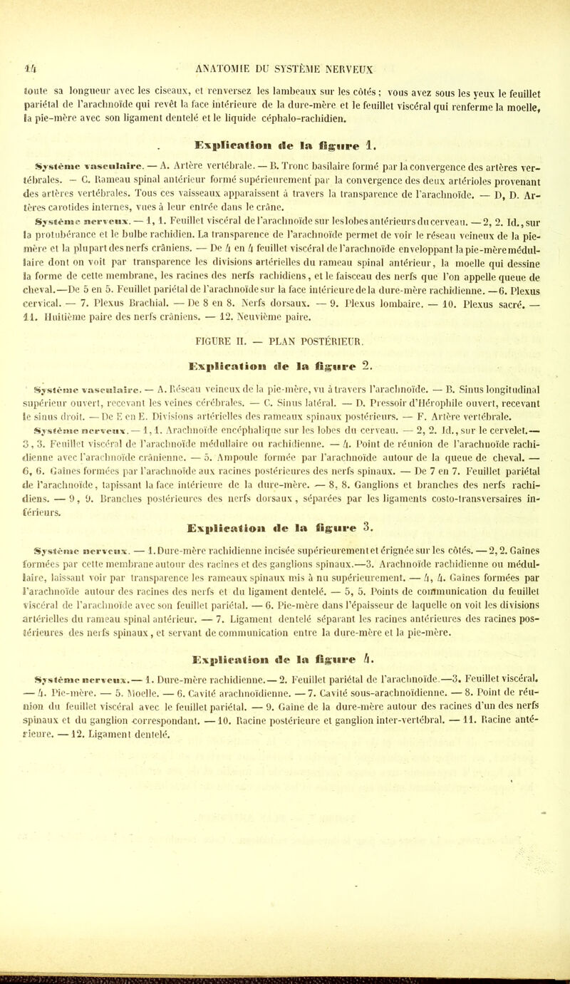 aoûté sa longueur avec les ciseaux, et renversez les lambeaux sur les côtés ; vous avez sous les yeux le feuillet pariétal de l’arachnoïde qui revêt la face intérieure de la dure-mère et le feuillet viscéral qui renferme la moelle, îa pie-mère avec son ligament dentelé et le liquide céphalo-rachidien. Explication ale la ligure 1. Système vasculaire. — A. Artère vertébrale. — B. Tronc basilaire formé par la convergence des artères ver- tébrales. — C. Rameau spinal antérieur formé supérieurement par la convergence des deux artérioles provenant des artères vertébrales. Tous ces vaisseaux apparaissent à travers la transparence de l'arachnoïde. — D, D. Ar- tères carotides internes, vues à leur entrée dans le crâne. Système nerveux. — 1,1. Feuillet viscéral de l'arachnoïde sur leslobes antérieurs du cerveau. — 2, 2. Id., sur la protubérance et le bulbe rachidien. La transparence de l’arachnoïde permet de voir le réseau veineux de la pie- mère et la plupart des nerfs crâniens. — De 4 en 4 feuillet viscéral de l’arachnoïde enveloppant la pie-mère médul- laire dont on voit par transparence les divisions artérielles du rameau spinal antérieur, la moelle qui dessine la forme de cette membrane, les racines des nerfs rachidiens, et le faisceau des nerfs que l’on appelle queue de cheval.—De 5 en 5. Feuillet pariétal de l’arachnoïde sur la face intérieure de la dure-mère rachidienne. —6. Plexus cervical. — 7. Plexus Brachial. — De 8 en 8. Nerfs dorsaux. — 9. Plexus lombaire, — 10. Plexus sacré. — il. Huitième paire des nerfs crâniens. — 12. Neuvième paire. FIGURE II. — PLAN POSTÉRIEUR. Explîr»li»ii de la figure 2. Système vasestlaâî-e. — A. Réseau veineux de la pie-mère, vu à travers l’arachnoïde. — B. Sinus longitudinal supérieur ouvert, recevant les veines cérébrales. — C. Sinus latéral. — D. Pressoir d’Hérophile ouvert, recevant le sinus droit. —De E en E. Divisions artérielles des rameaux spinaux postérieurs. — F. Artère vertébrale. Système nei veii*. — 1,1. Arachnoïde encéphalique sur les lobes du cerveau. — 2, 2. Id., sur le cervelet.— 3,3. Feuillet viscéral de l’arachnoïde médullaire ou rachidienne. — 4. Point de réunion de l’arachnoïde rachi- dienne avec l'arachnoïde crânienne. — 5. Ampoule formée par l’arachnoïde autour de la queue de cheval.— 6, 6. Gaines formées par l’arachnoïde aux racines postérieures des nerfs spinaux. — De 7 en 7. Feuillet pariétal de l’arachnoïde, tapissant la face intérieure de la dure-mère. -—8, 8. Ganglions et branches des nerfs rachi- diens. — 9, 9. Branches postérieures des nerfs dorsaux, séparées par les ligaments costo-transversaires in- férieurs. Explication (le la ligure 3. Système Eicrvenix. — 1. Dure-mère rachidienne incisée supérieurement et érignée sur les côtés. — 2,2. Gaines formées par cette membrane autour des racines et des ganglions spinaux.—3. Arachnoïde rachidienne ou médul- laire, laissant voir par transparence les rameaux spinaux mis à nu supérieurement. — 4, 4. Gaines formées par l’arachnoïde autour des racines des nerfs et du ligament dentelé. — 5, 5. Points de communication du feuillet viscéral de l’arachnoïde avec son feuillet pariétal. — 6. Pie-mère dans l’épaisseur de laquelle on voit les divisions artérielles du rameau spinal antérieur. — 7. Ligament dentelé séparant les racines antérieures des racines pos- térieures des nerfs spinaux, et servant de communication entre la dure-mère et la pie-mère. Explication «le la figure h. Système nerveux.— 1. Dure-mère rachidienne.— 2. Feuillet pariétal de l’arachnoïde.—3, Feuillet viscéral, — 4. Pie-mère. — 5. Moelle. — 6. Cavité arachnoïdienne. —7. Cavité sous-arachnoïdienne. — 8. Point de réu- nion du feuillet viscéral avec le feuillet pariétal. — 9. Gaine de la dure-mère autour des racines d’un des nerfs spinaux et du ganglion -correspondant. —10. Racine postérieure et ganglion inter-vertébral. — 11. Racine anté- rieure. —12. Ligament dentelé.