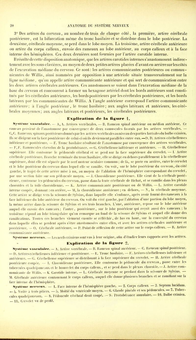 3° Des artères du cerveau, au nombre de trois de chaque côté , la première, artère cérébrale postérieure, est la bifurcation même du tronc basilaire et se distribue dans le lobe postérieur. La deuxième, cérébrale moyenne, se perd dans le lobe moyen. La troisième, artère cérébrale antérieure ou artère du corps calleux, envoie des rameaux au lobe antérieur, au corps calleux et à la face interne des hémisphères. Ces deux dernières sont fournies par l’artère carotide interne. Il résulte de cette disposition anatomique, queles artères carotides internes s’anastomosent indirec- tement avec les sous-clavières, au moyen de deux petites artères placées d’avant en arrière su ries côtés de l’excavation médiane du cerveau. Ce sont: les artères communicantes postérieures ou commu- nicantes de Willis, ainsi nommées par opposition à une artériole située transversalement sur la ligne médiane, qu’on appelle artère communicante antérieure et qui sert de communication entre les deux artères cérébrales antérieures. Ces anastomoses se voient dans l’excavation médiane de la base du cerveau et concourent à former un hexagone artériel dont les bords antérieurs sont consti- tués par les cérébrales antérieures, les bords postérieurs par les cérébrales postérieures, et les bords latéraux par les communicantes de Willis. A l’angle antérieur correspond l’artère communicante antérieure; à l’angle postérieur, le tronc basilaire ; aux angles latéraux et antérieurs, les céré- brales moyennes ; aux angles latéraux et postérieurs, les cérébrales postérieures. Explication «le la figure 1. Système vasculaire. — a, A. Artères vertébrales. —B. Rameau spinal antérieur ou médian antérieur. Ce rameau provient de l’anastomose par convergence de deux ramusculcs fournis par les artères vertébrales. — C,G. Rameaux spinaux posléiieursdonnés par les artères vertébralesauniveau des parties latéralesdu bulbe crânien. Ils se dirigent sur la face postérieure de celui-ci où ils deviennent parallèles entre eux.—D. D. Artères cérébelleuses inférieure et postérieure. — E. Tronc basilaire résultant de l’anastomose par convergence des artères vertébrales. — F, F. Ramusculcs chevelus de la protubérance. —G. Cérébelleuse inférieure et antérieure. —- U. Cérébelleuse supérieure Elle contourne le pédoncule cérébral et se perd sur la face supérieure du cervelet. — I. Artère cérébrale postérieure. Branche terminale du tronc basilaire, elle se dirige en dehors parallèlement à la cérébelleuse supérieure, dont elle est séparée par le nerf moteur oculaire commun ; de là, se porte en arrière, entre le cervelet et le lobe postérieur du cerveau dans lequel elle se ramifie. On voit, sur le lobe postérieur du cerveau, du côté gauche, le trajet de cette artère mise à nu, au moyen de l’ablation de l’hémisphère correspondant du cervelet, par une section faite sur son pédoncule moyen. — J. Choroïdienne postérieure. Elle vient de la cérébrale posté- rieure, contourne les pédoncules du cerveau, passe dans la fente cérébrale de Bichat, et se ramifie dans les plexus choroïdes et la toile choroïdienne. — K. Artère communicante postérieure ou de illis. —L. Artère carotide interne coupée, donnant : en arrière, — M, la choroïdienne antérieure ; en dehors,— N, la cérébrale moyenne. Celte artère se dirige vers la scissure de Sylvius, dans laquelle elle s’enfonce, après avoir fourni des rameaux à la face inférieure du lobe antérieur du cerveau. On voit du côté gauche, par l’ablation d’une portion du lobe moyen, la même artère dans la scissure de Sylvius et ses trois branches. L’une, antérieure, repose sur le lobe antérieur auquel elle envoie des rameaux; l’autre, postérieure, sur le lobe postérieur qui reçoit aussi des rameaux ; la troisième répond au lobe triangulaire qu’on remarque au fond de la scissure de Sylvius et auquel elle donne des ramifications. Toutes ces branches viennent ensuite se réfléchir, de bas en haut, sur la convexité du cerveau dans laquelle elles se perdent après s’être anastomosées entre elles, et avec les artères cérébrales antérieure et postérieure. — O. Cérébrale antérieure. — P. Point de réflexion de cette artère sur le corps calleux. — R. Artère co m m u n ica n le antérieure. Système nerveux. — Les nerfs crâniens sont vus à leur origine, afin d’étudier leurs rapports avec les artères. • Explication «le la fijfiire 2. Système vasculaire. — A. Artère vertébrale. — B. Rameau spinal antérieur. — C. Rameau spinal postérieur. — 1). Artères cérébelleuses inférieure et postérieure. — E. Tronc basilaire. — F. Artères cérébelleuses inférieure et antérieure. —G. Cérébelleuse supérieure se distribuant à la face supérieure du cervelet. II. Artère céiébiale postérieure coupée. — I. Choroïdienne postérieure. Elle contourne le pédoncule du cerveau, passe entic les tubercules quadrijumeaux cl le bourrelet du corps calleux , et se perd dans le plexus choroïde. — J. Artère com- municante de illis. — K Carotide interne. — L. Cérébrale moyenne se perdant dans la scissure de Sylvius. — M. Cérébrale antérieure contournant le corps calleux, auquel elle donne plusieurs branches et se ramifiant sur la face interne de l’hémisphère. Système nerveux. — l. Face interne de l’hémisphère gauche. — 2. Corps calleux 3. Septum lucidum. — lx. Voûte à trois piliers. — 5. Moitié du ventricule moyen. — 6. Glande pinéale et ses pédoncules. — 7. Tuber- cules quadrijumeaux. - 8. Pédoncule cérébral droit coupé. — 9. Protubérance annulaire. — 10. Bulbe crânien.