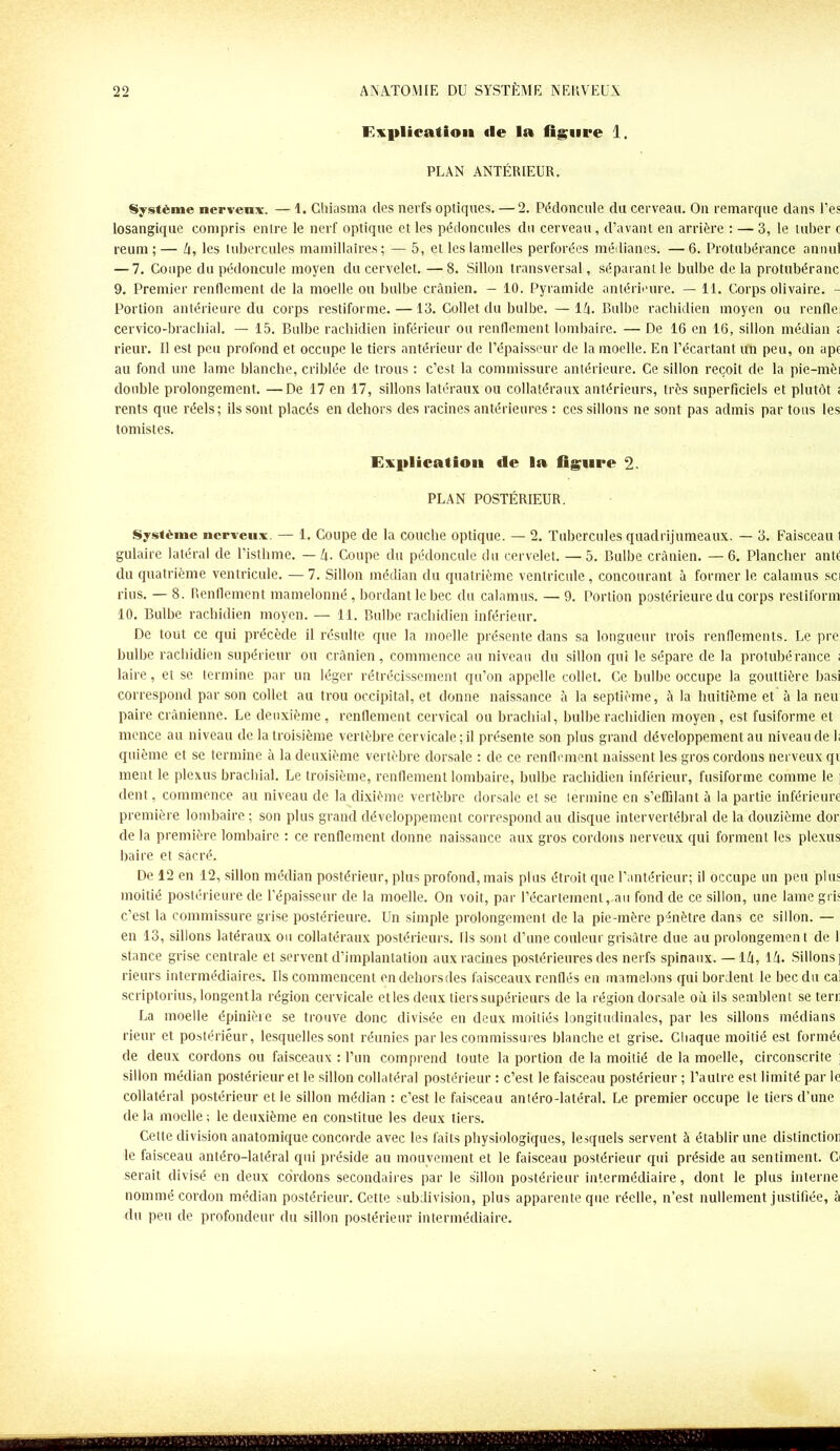 Explication «le la figure 1. PLAN ANTÉRIEUR. Système nerveux. — 1. Chiasma des nerfs optiques. — 2. Pédoncule du cerveau. On remarque dans l’es losangique compris entre le nerf optique et les pédoncules du cerveau , d’avant en arrière : — 3, le tuber c reum ; — A, les tubercules mamillaires ; — 5, et les lamelles perforées médianes. — 6. Protubérance an nul — 7. Coupe du pédoncule moyen du cervelet. —8. Sillon transversal, séparant le bulbe delà protubéranc 9. Premier renflement de la moelle on bulbe crânien. - 10. Pyramide antérieure. — 11. Corps olivaire. - Portion antérieure du corps restiforme. —13. Collet du bulbe. — IA. Bulbe rachidien moyen ou renflei cervico-brachial. — 15. Bulbe rachidien inférieur ou renflement lombaire. — De 16 en 16, sillon médian ; rieur. U est peu profond et occupe le tiers antérieur de l’épaisseur de la moelle. En l’écartant un peu, on apc au fond une lame blanche, criblée de trous : c’est la commissure antérieure. Ce sillon reçoit de la pie-mèi double prolongement. —De 17 en 17, sillons latéraux ou collatéraux antérieurs, très superficiels et plutôt ; rents que réels; ils sont placés en dehors des racines antérieures : ces sillons ne sont pas admis par tous les tomistes. Explication «le la ligure 2. PLAN POSTÉRIEUR. Système nerveux. — 1. Coupe de la couche optique. — 2. Tubercules quadrijumeaux. — 3. Faisceau 1 gulaire latéral de l’isthme. — A. Coupe du pédoncule du cervelet. —5. Bulbe crânien. —6. Plancher ante du quatrième ventricule. —7. Sillon médian du quatrième ventricule, concourant à former le calamus sci rius. — 8. Renflement mamelonné, bordant le bec du calamus. — 9. Portion postérieure du corps restiform 10. Bulbe rachidien moyen. — 11. Bulbe rachidien inférieur. De tout ce qui précède il résulte que la moelle présente dans sa longueur trois renflements. Le pre bulbe rachidien supérieur ou crânien, commence au niveau du sillon qui le sépare de la protubérance ; laire, et se termine par un léger rétrécissement qu’on appelle collet. Ce bulbe occupe la gouttière basi correspond par son collet au trou occipital, et donne naissance à la septième, à la huitième et à la neu paire crânienne. Le deuxième, renflement cervical ou brachial, bulbe rachidien moyen, est fusiforme et mence au niveau de la troisième vertèbre cervicale ; il présente son plus grand développement au niveau de 1; quième et se termine à la deuxième vertèbre dorsale : de ce renflement naissent les gros cordons nerveux qv ment le plexus brachial. Le troisième, renflement lombaire, bulbe rachidien inférieur, fusiforme comme le j dent, commence au niveau de la dixième vertèbre dorsale et se termine en s'effilant à la partie inférieure première lombaire ; son plus grand développement correspond au disque intervertébral de la douzième dor de la première lombaire : ce renflement donne naissance aux gros cordons nerveux qui forment les plexus baire et sacré. De 12 en 12, sillon médian postérieur, plus profond, mais plus étroit que l’antérieur; il Occupe un peu plus moitié postérieure de l’épaisseur de la moelle. On voit, par l’écartement, au fond de ce sillon, une lame gris c’est la commissure grise postérieure. Un simple prolongement de la pie-mère pénètre dans ce sillon. — en 13, sillons latéraux ou collatéraux postérieurs, fis sont d’une couleur grisâtre due au prolongement de I stance grise centrale et servent d’implantation aux racines postérieures des nerfs spinaux. — IA, IA. Sillons] rieurs intermédiaires. Us commencent endehorsdes faisceaux renflés en mamelons qui bordent le bec du cal scriptorius, longent la région cervicale et les deux tiers supérieurs de la région dorsale où ils semblent seteru La moelle épinière se trouve donc divisée en deux moitiés longitudinales, par les sillons médians rieur et postérieur, lesquelles sont réunies par les commissures blanche et grise. Chaque moitié est formée de deux cordons ou faisceaux : l’un comprend toute la portion de la moitié de la moelle, circonscrite ; sillon médian postérieur et le sillon collatéral postérieur : c’est le faisceau postérieur ; l’autre est limité par le collatéral postérieur et le sillon médian : c’est le faisceau antéro-latéral. Le premier occupe le tiers d’une de la moelle ; le deuxième en constitue les deux tiers. Cette division anatomique concorde avec les faits physiologiques, lesquels servent à établir une distinction le faisceau antéro-latéral qui préside au mouvement et le faisceau postérieur qui préside au sentiment. Ci serait divisé en deux cordons secondaires par le sillon postérieur intermédiaire, dont le plus interne nommé cordon médian postérieur. Cette subdivision, plus apparente que réelle, n’est nullement justifiée, à du peu de profondeur du sillon postérieur intermédiaire.