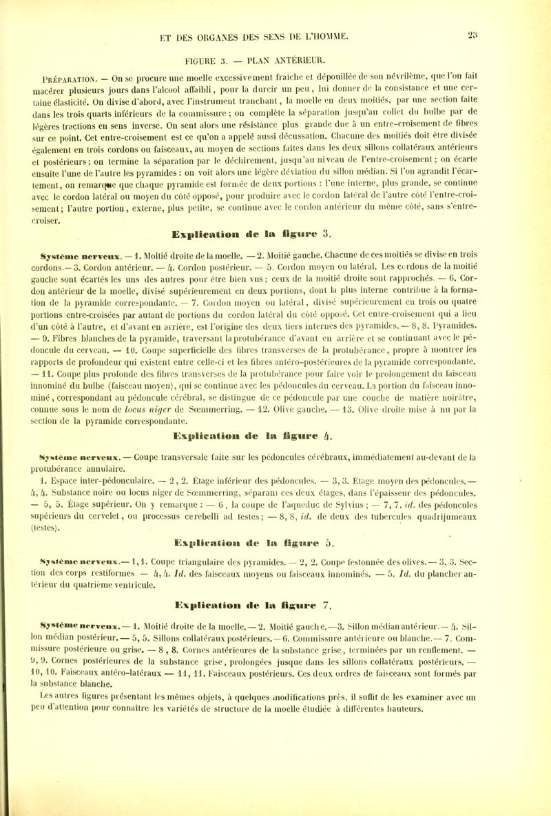 FIGURE 3. — PLAN ANTÉRIEUR. Préparation. — On se procure une moelle excessivement fraîche et dépouillée de son névrilème, que 1 on fait macérer plusieurs jours dans l’alcool affaibli, pour la durcir un peu, lui donner de la consistance et une cer- taine élasticité. On divise d’abord, avec l’instrument tranchant, la moelle en deux moitiés, par une section faite dans les trois quarts inférieurs de la commissure ; on complète la séparation jusqu’au collet du bulbe par de légères tractions en sens inverse. On sent alors une résistance plus grande due a un entre-croisement de fibres sur ce point. Cet entre-croisement est ce qu’on a appelé aussi décussation. Chacune des moitiés doit être divisée également en trois cordons ou faisceaux, au moyen de sections faites dans les deux sillons collatéraux antérieurs et postérieurs; on termine la séparation par le déchirement, jusqu’au niveau de l’en Ire-croisement ; on écarte ensuite l’une de l’autre les pyramides : on voit alors une légère déviation du sillon médian. Si l’on agrandit l’écar- tement, on remarque que chaque pyramide est formée de deux portions : l’une interne, plus grande, se continue avec le cordon latéral ou moyen du côté opposé, pour produire avec le cordon latéral de l’autre côté l’entre-croi- semcnt; l’autre portion, externe, plus petite, se continue avec le cordon antérieur du même côté, sans s’entre- croiser. Exiilieation «le la figure 3. Système nerveux. — 1. Moitié droite de la moelle. — 2. Moitié gauche. Chacune de ces moitiés se divise en trois cordons.—3. Cordon antérieur. — h. Cordon postérieur. — 5. Cordon moyen ou latéral. Les cordons de la moitié gauche sont écartés les uns des autres pour être bien vus; ceux de la moitié droite sont rapprochés. — 6. Cor- don antérieur de la moelle, divisé supérieurement en deux portions, dont la plus interne contribue à la forma- tion de la pyramide correspondante. — 7. Cordon moyen ou latéral, divisé supérieurement en trois ou quatre portions entre-croisées par autant de portions du cordon latéral du côté opposé. Cet entre-croisement qui a lieu d’un côté à l’autre, et d’avant en arrière, est l’origine des deux tiers internes des pyramides. — 8, 8. Pyramides. — 9. Fibres blanches de la pyramide, traversant la protubérance d’avant en arrière et se continuant avec le pé- doncule du cerveau. — 10. Coupe superficielle des libres transverses de la protubérance, propre à montrer les rapports de profondeur qui existent entre celle-ci et les fibres antéro-postérieures de la pyramide correspondante. — 11. Coupe plus profonde des fibres transverses de la protubérance pour faire voir le prolongement du faisceau innommé du bulbe (faisceau moyen), qui se continue avec les pédoncules du cerveau. La portion du faisceau inno- mmé, correspondant au pédoncule cérébral, se distingue de ce pédoncule par une couche de matière noirâtre, connue sous le nom de locus niger de Sœmmerring. — 12. Olive gauche. — 13. Olive droite mise à nu par la section de la pyramide correspondante. Ex|slkalion «Be la figure l\. Système nerveux. — Coupe transversale faite sur les pédoncules cérébraux, immédiatement au-devant de la protubérance annulaire. 1. Espace inter-pédonculaire. — 2,2. Étage inférieur des pédoncules. — 3, 3. Étage moyen des pédoncules.— Zl,Zl. Substance noire ou locus niger de Sœmmerring, séparant ces deux étages, dans l’épaisseur des pédoncules. — 5, 5. Étage supérieur. On y remarque : — 6, la coupe de l’aqueduc de Sylvius ; — 7, 7, id. des pédoncules supérieurs du cervelet, ou processus cerebelli ad testes; —8,8, id. de deux des tubercules quadrijumeaux (testes). Explication «Be la figure 5. Système nerveux.— 1,1. Coupe triangulaire des pyramides. — 2, 2. Coupe festonnée des olives. — 3, 3. Sec- tion des corps restiformes — b, h. Id. des faisceaux moyens ou faisceaux innommés. — 5. Id. du plancher an- térieur du quatrième ventricule. Explication tle la figure 7. Système nerveux.— 1. Moitié droite de la moelle.— 2. Moitié gauche.—3. Sillon médian antérieur. — Zi. Sil- lon médian postérieur.— 5, 5. Sillons collatéraux postérieurs.—6. Commissure antérieure ou blanche.— 7. Com- missure postérieure ou grise. — 8,8. Cornes antérieures de la substance grise, terminées par un renflement. — 9,9. Cornes postérieures de la substance grise, prolongées jusque dans les sillons collatéraux postérieurs.— 10, 10. Faisceaux antéro-latéraux — 11, 11. Faisceaux postérieurs. Ces deux ordres de faisceaux sont formés par la substance blanche. Les autres figures présentant les mêmes objets, à quelques modifications près, il suffit de les examiner avec un peu d’attention pour connaître les variétés de structure de la moelle étudiée à différentes hauteurs.