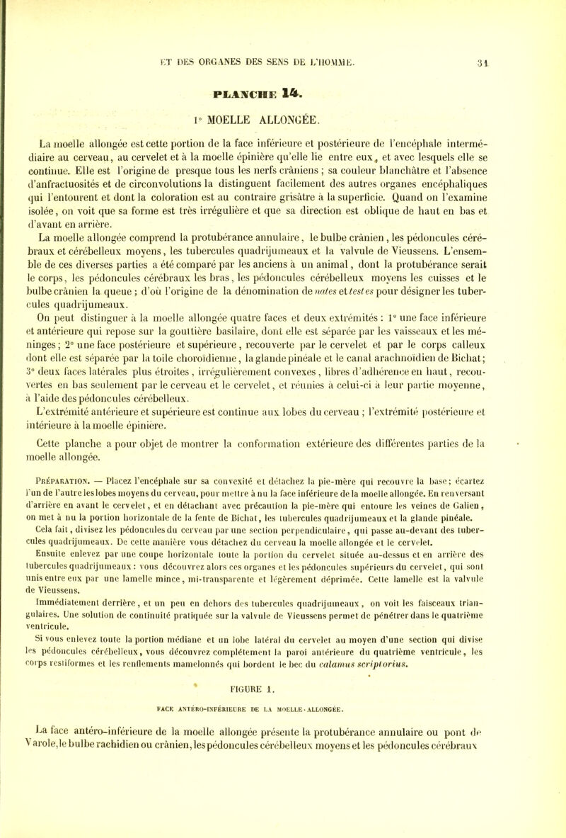 PLAÎÎCIIE 14. 1» MOELLE ALLONGÉE. La moelle allongée est cette portion de la face inférieure et postérieure de l'encéphale intermé- diaire au cerveau, au cervelet et à la moelle épinière qu’elle lie entre eux4 et avec lesquels elle se continue. Elle est l’origine de presque tous les nerfs crâniens ; sa couleur blanchâtre et l’absence d’anfractuosités et de circonvolutions la distinguent facilement des autres organes encéphaliques qui l’entourent et dont la coloration est au contraire grisâtre à la superficie. Quand on l’examine isolée, on voit que sa forme est très irrégulière et que sa direction est oblique de haut en bas et d’avant en arrière. La moelle allongée comprend la protubérance annulaire, le bulbe crânien , les pédoncules céré- braux et cérébelleux moyens, les tubercules quadrijumeaux et la valvule de Vieussens. L’ensem- ble de ces diverses parties a été comparé par les anciens à un animal, dont la protubérance serait le corps, les pédoncules cérébraux les bras, les pédoncules cérébelleux moyens les cuisses et le bulbe crânien la queue ; d’où l’origine de la dénomination denses et fesses pour désigner les tuber- cules quadrijumeaux. On peut distinguer à la moelle allongée quatre faces et deux extrémités : 1° une face inférieure et antérieure qui repose sur la gouttière basilaire, dont elle est séparée par les vaisseaux et les mé- ninges ; 2° une face postérieure et supérieure , recouverte par le cervelet et par le corps calleux dont elle est séparée par la toile ehoroïdienne, la glande pinéale et le canal arachnoïdien de Bichat ; 3° deux faces latérales plus étroites, irrégulièrement convexes, libres d’adhérence en haut, recou- vertes en bas seulement par le cerveau et le cervelet, et réunies à celui-ci a leur partie moyenne, à l’aide des pédoncules cérébelleux. L’extrémité antérieure et supérieure est continue aux lobes du cerveau ; l’extrémité postérieure et intérieure à la moelle épinière. Cette planche a pour objet de montrer la conformation extérieure des différentes parties de la moelle allongée. Préparation. — Placez l'encéphale sur sa convexité et détachez lu pie-mère qui recouvre la base; écartez l’un de l’autre leslobes moyens du cerveau, pour mettre à nu la face inférieure delà moelle allongée. En renversant d’arrière en avant le cervelet, et en détachant avec précaution la pie-mère qui entoure les veines de Galien, on met à nu la portion horizontale de la fente de Bichat, les tubercules quadrijumeaux et la glande pinéale. Cela fait, divisez les pédoncules du cerveau par une section perpendiculaire, qui passe au-devant des tuber- cules quadrijumeaux. De celte manière vous détachez du cerveau la moelle allongée et le cervelet. Ensuite enlevez par une coupe horizontale toute la portion du cervelet située au-dessus et en arrière des tubercules quadrijumeaux : vous découvrez alors ces organes et les pédoncules supérieurs du cervelet, qui sont unis entre eux par une lamelle mince, mi-transparente et légèrement déprimée. Cette lamelle est la valvule de Vieussens. Immédiatement derrière, et un peu en dehors des tubercules quadrijumeaux, on voit les faisceaux trian- gulaires. Une solution de continuité pratiquée sur la valvule de Vieussens permet de pénétrer dans le quatrième ventricule. Si vous enlevez toute la portion médiane et un lobe latéral du cervelet au moyen d’une section qui divise les pédoncules cérébelleux, vous découvrez complètement la paroi antérieure du quatrième ventricule, les corps restiformes et les renflements mamelonnés qui bordent le bec du calamus script,orius. FIGURE 1. FACE ANTÉRO-INFÉRIEURE DE LA MOELLE-ALLONGÉE. La face antéro-inférieure de la moelle allongée présente la protubérance annulaire ou pont de \ arole,le bulbe rachidien ou crânien, les pédoncules cérébelleux moyens et les pédoncules cérébraux