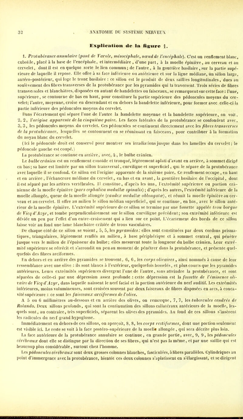 Explication aie la figure 1. 1. Protubérance annulaire (pont de Varole, mésocéphale,nœudde l’encéphale). C’est un renflement blanc, cuboïde, placé à la base de l’encéphale, et intermédiaire , d’une part, à la moelle épinière, au cerveau et au cervelet, dont il est en quelque sorte le lien commun ; de l’autre , à la gouttière basilaire, sur la partie supé- rieure de laquelle il repose. Elle offre à sa face inférieure ou antérieure et sur la ligne médiane, ùn sillon large, antéro-postérieur, qui loge le tronc basilaire : ce sillon est le produit de deux saillies longitudinales, dues au soulèvement des fibres transverses de la protubérance par les pyramides qui la traversent. Trois séries de fibres transversales et blanchâtres, disposées en autant de bandelettes ou faisceaux, se remarquent sur cette face : l’une, supérieure, se contourne de bas en haut, pour constituer la partie supérieure des pédoncules moyens du cer- velet; l’autre, moyenne, croise en descendant et en dehors la bandelette inférieure, pour former avec celle-ci la partie inférieure des pédoncules moyens du cervelet. Dans l’écartement qui sépare l'une de l’autre la bandelette moyenne et la bandelette supérieure, on voit. 2,2, l'origine apparente de la cinquième paire. Les faces latérales de la protubérance se confondent avec, 3, 3, les pédoncules moyens du cervelet. Ces pédoncules se continuent directement avec les fibres transverses de la protubérance, lesquelles se contournent en se réunissant en faisceaux, pour contribuer à la formation du noyau blanc du cervelet. (Ici le pédoncule droit est conservé pour montrer ses irradiations jusque dans les lamelles du cervelet; le pédoncule gauche est coupé.) La protubérance se continue en arrière, avec, U , le bulbe crânien. Le bulbe crânien est un renflement conoïde et tronqué, légèrement aplati d’avant en arrière, à sommet dirigé en bas; sa base est limitée par un sillon transversal, curviligne et superficiel, qui le sépare de la protubérance avec laquelle il se confond. Ce sillon est l’origine apparente de la sixième paire. Ce renflement occupe , en haut et en arrière , l’échancrure médiane du cervelet, en bas et en avant, la gouttière basilaire de l’occipital, dont il est séparé par les artères vertébrales. Il constitue, d’après les uns, l’extrémité supérieure ou portion crâ- nienne de la moelle épinière (pars cephalica medullœ spinalis) ; d’après les autres, l’extrémité inférieure de la moelle allongée, queue de la moelle allongée (caudex medullœ oblongalœ) , et réunit la moelle épinière au cer- veau et au cervelet, fl offre au milieu le sillon médian superficiel, qui se continue, en bas, avec le sillon anté- rieur de la moelle épinière. L’extrémité supérieure de ce sillon se termine par une fossette appelée trou borgne de Vicq d’Azyr, et tombe perpendiculairement sur le sillon curviligne précédent; son extrémité inférieure est déviée un peu par l'effet d’un entre-croisement qui a lieu sur ce point. L’écartement des bords de ce sillon laisse voir au fond une lame blanchâtre criblée de trous vasculaires. De chaque côté de ce sillon se voient, 5, 5, les pyramides : elles sont constituées par deux cordons prisma- tiques, triangulaires, légèrement renflés au milieu, à base périphérique et à sommet central, qui pénètre jusque vers le milieu de l’épaisseur du bulbe; elles mesurent toute la longueur du bulbe crânien. Leur extré- mité supérieure se rétrécit et s’arrondit un peu au moment de pénétrer dans la protubérance, et présente quel- quefois des fibres arciformes. En dehors et en arrière des pyramides se trouvent, 6, 6, les corps olivaires , ainsi nommés 5 cause de leur ressemblance avec une olive : ils sont blancs à l’extérieur, quelquefois bosselés, et plus courts que les pyramides antérieures. Leurs extrémités supérieures divergent l’une de l’autre, sans atteindre la protubérance, et sont séparées de celle-ci par une dépression assez profonde : cette dépression est la fossette de l’éminence oli- vairede Vicq d’Azyr, dans laquelle naissent le nerf facial et la portion antérieure du nerf auditif. Les extrémités inférieures, moins volumineuses, sont croisées souvent par deux faisceaux de fibres disposées en arcs, à conca- vité supérieure : ce sont les faisceaux arciformes de l'olive. A 5 ou 6 rrrillimètres au-dessous et en arrière des olives, on remarque, 7, 7, les tubercules cendrés de Rofando. Deux sillons profonds, qui sont la continuation des sillons collatéraux antérieurs de la moelle, les- quels sont, au contraire, très superficiels, séparent les olives des pyramides. Au fond de ces sillons s’insèrent les radicules du nerf grand hypoglosse. Immédiatement en dehors’de ces sillons, on aperçoit, 8, 8, les corps restiformes, dont une portion seulement est visible ici. Le reste se voit à la face postéro-supérieure de la moelle allongée , qui sera décrite plus loin. La face antérieure de la protubérance annulaire se continue, en grande partie, avec, 9, 9, les pédoncules cérébraux dont elle se distingue par la direction de ses fibres, qui n’est pas la môme, et par une saillie qui est beaucoup plus considérable, surtout chez l’homme. Les pédoncules cérébraux sont deux grosses colonnes blanches, fasciculées, â fibres parallèles. Cylindriques au point d’immergence avec la protubérance, bientôt ces deux colonnes s’aplatissent en s’élargissant, et se dirigent