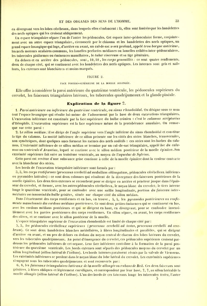 en divergeant vers les lobes cérébraux, dans lesquels elles s’enfoncent : là, elles sont limitées par les bandelettes des nerfs optiques qui les croisent obliquement. ün espace triangulaire sépare l’un de l’autre les pédoncules. Cet espace inter-pédonculaire forme, conjointe- ment avec un autre espace triangulaire, circonscrit par le chiasma et les bandelettes des nerfs optiques, un grand espace losangique qui loge, d’arrière en avant, un cul-de-sac assez profond, appelé trou borgne antérieur, les nerfs moteurs oculaires communs, les lamelles perforées médianes ou lamelles criblées inter-pédonculaires, les tubercules pisiformes ou éminences mamillaires, le luber cinereum et sa lige pituitaire. En dehors et en arrière des pédoncules, sont, 10,10 , les corps genouülês : ce sont quatre renflements, deux de chaque côté, qui se continuent avec les bandelettes des nerfs optiques. Les internes sont gris et sail- lants, les externes sont blanchâtres et moins marqués. FIGURE 2. FACE POSTÉ RO-SUPÉRIEURE DE LA MOELLE ALLONGÉE. Elle offre à considérer la paroi antérieure du quatrième ventricule, les pédoncules supérieurs du cervelet, les faisceaux triangulaires latéraux, les tubercules quadrijumeaux et la glande pinéale. Explicatio» (le la ligure 2. 1. Paroi antérieure ou inférieure du quatrième ventricule, ou sinus rhomboidal. On désigne sous ce nom tout l’espace losangique qui résulte lui-même de l’adossement parla base de deux excavations triangulaires. L’excavation inférieure est constituée par la face supérieure du bulbe crânien : c’est le calamus scriptorius d’Hérophile. L’excavation supérieure est la face supérieure même de la protubérance annulaire. On remar- que sur cette paroi : 2. Le sillon médian: il se dirige de l'angle supérieur vers l’angle inférieur du sinus rhomboidal et constitue la tige du calamus. La moitié inférieure de ce sillon présente sur les côtés des stries blanches, transversales, non symétriques, dont quelques unes forment les racines des nerfs auditifs : ces stries sont les barbes du cala- mus. L’extrémité inférieure de ce sillon médian se termine par un cul-de-sac triangulaire, appelé bec du cala- mus ou ventricule d'Ârantius, lequel se continue avec le sillon médian postérieur de la moelle épinière. Son extrémité supérieure fait suite au troisième ventricule, au moyen de Y aqueduc de Sylvius. Cette paroi est revêtue d’une substance grise continue à celle de la moelle épinière dont la couleur contraste avec la blancheur des stries. Les bords de l’excavation triangulaire inférieure sont formés par: 3,3, les corps restiformes {processus cerebelliad medullam oblongatam, pédoncules cérébelleux inférieurs ou pyramides latérales) : ce sont deux colonnes qui résultent de la divergence des faisceaux postérieurs de la moelle épinière. Les deux tiers externes se recourbent pour se diriger en arrière et pénétrer jusque dans l’épais- seur du cervelet, et former, avec les autres pédoncules cérébelleux, le noyau blanc du cervelet; le tiers interne longe le quatrième ventricule, pour se confondre avec une saillie longitudinale, portion du faisceau inter- médiaire ou innommé du bulbe grisâtre, située sur chaque côté du sillon médian. Dans l'écartement des corps restiformes et en bas, on trouve , Zi, /i, les pyramides postérieures ou renfle- ments mamelonnés des cordons médians postérieurs. Ce sont deux petites éminences qui se continuent en bas, avec les cordons médians postérieurs et qui se dirigent en haut, en divergeant, pour se confondre insensi- blement avec les parties postérieures des corps restiformes. Un sillon sépare, en avant, les corps restiformes des olives, et se continue avec le sillon postérieur de la moelle. L’espace triangulaire supérieur de l’excavation rhomboidale est limité de chaque côté par : 5,5, les pédoncules cérébelleux supérieurs (processus cerebelli ad lestes, processus cerebelli ad cere- brum). Ce sont deux bandelettes blanches médullaires, à fibres longitudinales et parallèles, qui se dirigent d’arrière en avant, et un peu de dehors en dedans du noyau central de chacun des lobes latéraux du cervelet, vers les tubercules quadrijumeaux. Au point d’émergence du cervelet, ces pédoncules supérieurs croisent par- dessus les pédoncules inférieurs de cet organe. Leur face inférieure contribue à la formation de la paroi pos- térieure du quatrième ventricule. Les bords externes sont séparés des pédoncules moyens du cervelet par un sillon longitudinal {sillon latéral de l’isthme). Les bords internes paraissent réunis par la valvule de Vieussens. Les extrémités inférieures se perdent dans le noyau blanc du lobe latéral du cervelet. Les extrémités supérieures s’engagent sous les tubercules quadrijumeaux et sont recouverts par: ü, 6, les faisceaux triangulaires latéraux delamoclle allongée ou rubans de Reil. Ces deux faisceaux sont grisâtres, à libres obliques et légèrement curvilignes, et correspondent par leur base, 7, 7, au sillon latéral de la moelle allongée {sillon latéral de l’isthme). L’un des bords de ces faisceaux longe les tubercules testes, l’autre 5
