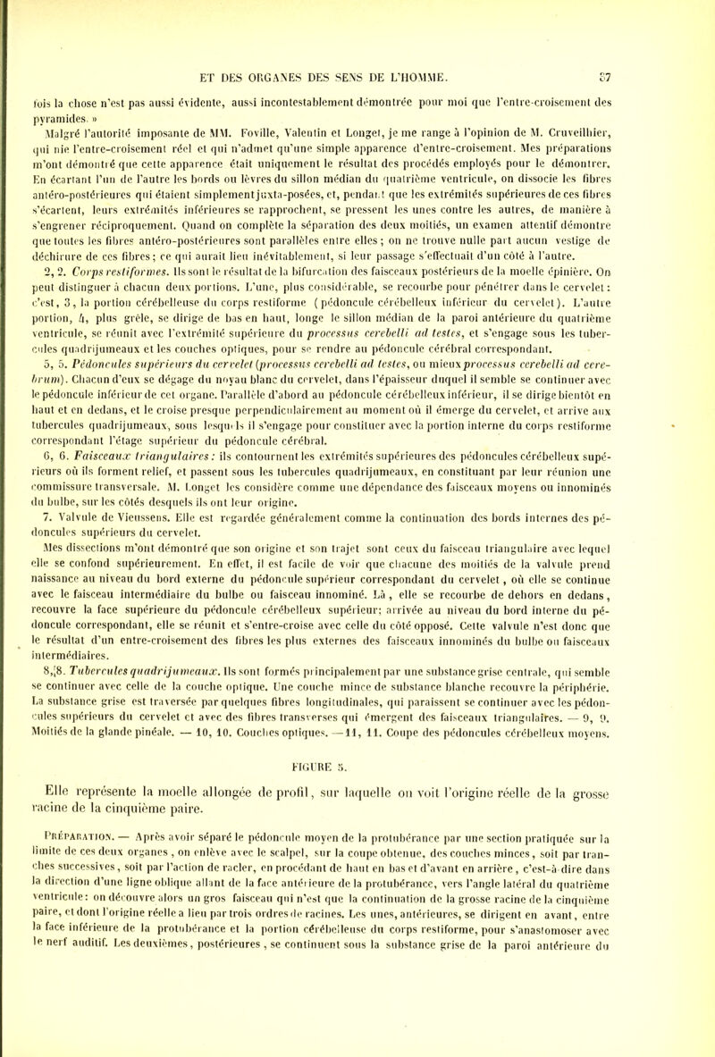 fois la chose n’est pas aussi évidente, aussi incontestablement démontrée pour moi que l’entre-croisement des pyramides. » Malgré l'autorité imposante de MM. Foville, Valentin et Longet, je me range à l’opinion de M. Cruveilhier, qui nie l’entre-croisement réel et qui n’admet qu’une simple apparence d’entrc-croisement. Mes préparations m’ont démontré que cette apparence était uniquement le résultat des procédés employés pour le démontrer. En écartant l’un de l’autre les bords ou lèvres du sillon médian du quatrième ventricule, on dissocie les fibres antéro-postérieures qui étaient simplement juxta-posées, et, pendant que les extrémités supérieures de ces fibres s’écartent, leurs extrémités inférieures se rapprochent, se pressent les unes contre les autres, de manière à s’engrener réciproquement. Quand on complète la séparation des deux moitiés, un examen attentif démontre que toutes les fibres antéro-postérieures sont parallèles entre elles; on ne trouve nulle part aucun vestige de déchirure de ces fibres; ce qui aurait lieu inévitablement, si leur passage s'effectuait d’un côté à l’autre. 2, 2. Corps restiformes. Ils sont le résultat de la bifurcation des faisceaux postérieurs de la moelle épinière. On peut distinguera chacun deux portions. L’une, plus considérable, se recourbe pour pénétrer dans le cervelet: c’est, 3, la portion cérébelleuse du corps restiforme (pédoncule cérébelleux inférieur du cervelet). L’autre portion, Zi, plus grêle, se dirige de bas en haut, longe le sillon médian de la paroi antérieure du quatrième ventricule, se réunit avec l’extrémité supérieure du processus cerebelli ad testes, et s’engage sous les tuber- cules quadrijumeaux et les couches optiques, pour se rendre au pédoncule cérébral correspondant. 5, 5. Pédoncules supérieurs du cervelet (processus ccrebclli ad testes, ou mieuxprocessws cerebelli ad cere- brum). Chacun d’eux se dégage du noyau blanc du cervelet, dans l’épaisseur duquel il semble se continuer avec le pédoncule inférieur de cet organe. Parallèle d’abord au pédoncule cérébelleux inférieur, il se dirige bientôt en haut et en dedans, et le croise presque perpendiculairement au moment où il émerge du cervelet, et arrive aux tubercules quadrijumeaux, sous lesquels il s’engage pour constituer avec la portion interne du corps restiforme correspondant l’étage supérieur du pédoncule cérébral. 6, 6. Faisceaux triangulaires : ils contournent les extrémités supérieures des pédoncules cérébelleux supé- rieurs où ils forment relief, et passent sous les tubercules quadrijumeaux, en constituant par leur réunion une commissure transversale. M. Longet les considère comme une dépendance des faisceaux moyens ou innominés du bulbe, sur les côtés desquels ils ont leur origine. 7, Valvule de Vieussens. Elle est regardée généralement comme la continuation des bords internes des pé- doncules supérieurs du cervelet. Mes dissections m’ont démontré que son origine et son trajet sont ceux du faisceau triangulaire avec lequel elle se confond supérieurement. En effet, il est facile de vuir que chacune des moitiés de la valvule prend naissance au niveau du bord externe du pédoncule supérieur correspondant du cervelet, où elle se continue avec le faisceau intermédiaire du bulbe ou faisceau innominé. Là , elle se recourbe de dehors en dedans, recouvre la face supérieure du pédoncule cérébelleux supérieur; arrivée au niveau du bord interne du pé- doncule correspondant, elle se réunit et s’entre-croise avec celle du côté opposé. Cette valvule n’est donc que le résultat d’un entre-croisement des fibres les plus externes des faisceaux innominés du bulbe ou faisceaux intermédiaires. 8, j8. Tubercules quadrijumeaux. Ils sont formés principalement par une substance grise centrale, qui semble se continuer avec celle de la couche optique. Une couche mince de substance blanche recouvre la périphérie. La substance grise est traversée par quelques fibres longitudinales, qui paraissent se continuer avec les pédon- cules supérieurs du cervelet et avec des fibres transverses qui émergent des faisceaux triangulaires. — 9, 9. Moitiés de la glande pinéale. — 10, 10. Couches optiques. —11, 11. Coupe des pédoncules cérébelleux moyens. FIGURE S. Elle représente la moelle allongée de profil, sur laquelle ou voit l’origine réelle de la grosse racine de la cinquième paire. Préparation. — Après avoir séparé le pédoncule moyen de la protubérance par une section pratiquée sur la limite de ces deux organes , on enlève avec le scalpel, sur la coupe obtenue, des couches minces, soit par tran- ches successives, soit par l’action de racler, en procédant de haut en bas et d’avant en arrière, c’est-à dire dans la direction d’une ligne oblique allant de la face antérieure de la protubérance, vers l’angle latéral du quatrième ventricule: on découvre alors un gros faisceau qui n’est que la continuation de la grosse racine de la cinquième paire, et dont l’origine réelle a lieu par trois ordres de racines. Les unes, antérieures, se dirigent en avant, entre la face inférieure de la protubérance et la portion cérébelleuse du corps restiforme, pour s'anastomoser avec le nerf auditif. Les deuxièmes, postérieures , se continuent sous la substance grise de la paroi antérieure du