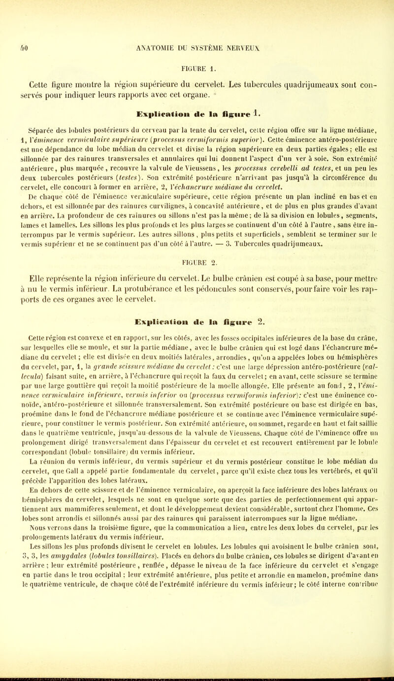 FIGURE 1. Cette ligure montre la région supérieure du cervelet. Les tubercules quadrijumeaux sont con- servés pour indiquer leurs rapports avec cet organe. Explication de la figure 1 • Séparée des lobules postérieurs du cerveau par la tente du cervelet, celle région ollre sur la ligne médiane, 1, Véminence vermiculaire supérieure (processus vermiformis superior). Celte éminence antéro-postérieure est une dépendance du lobe médian du cervelet et divise la région supérieure en deux parties égales : elle est sillonnée par des rainures transversales et annulaires qui lui donnent l’aspect d’un ver à soie. Son extrémité antérieure, plus marquée, recouvre la valvule deVieussens, les processus cerebelli ad lestes, et un peu les deux tubercules postérieurs (lestes). Son extrémité postérieure n’arrivant pas jusqu’à la circonférence du cervelet, elle concourt à former en arrière, 2, l'échancrure médiane du cervelet. De chaque côté de l’éminence vermiculaire supérieure, celle région présente un plan incliné en bas et en dehors, et est sillonnée par des rainures curvilignes, à concavité antérieure, et de plus en plus grandes d’avant en arrière. La profondeur de ces rainures ou sillons n’est pas la même; de là sa division en lobules, segments, lames et lamelles. Les sillons les plus profonds et les plus largesse continuent d’un côté à l’autre , sans être in- terrompus par le vermis supérieur. Les autres sillons, plus petits et superficiels, semblent se terminer sur le vermis supérieur et ne se continuent pas d’un côté à l’autre. — 3. Tubercules quadrijumeaux. FIGURE 2. Elle représente la région inférieure du cervelet. Le bulbe crânien est coupé à sa base, pour mettre à nu le vermis inférieur. La protubérance et les pédoncules sont conservés, pour faire voir les rap- ports de ces organes avec le cervelet. Explication «le la ligure 2. Cette région est convexe et en rapport, sur les côtés, avec les fosses occipitales inférieures de la base du crâne, sur lesquelles elle se moule, et sur la partie médiane, avec le bulbe crânien qui est logé dans l’échancrure mé- diane du cervelet ; elle est divisée en deux moitiés latérales, arrondies, qu’on a appelées lobes ou hémisphères du cervelet, par, 1, la grande scissure médiane du cervelet : c’est une large dépression antéro-postérieure (val- lecula) faisant suite, en arrière, à l’échancrure qui reçoit la faux du cervelet ; en avant, cette scissure se termine par une large gouttière qui reçoit la moitié postérieure de la moelle allongée. Elle présente au fond, 2, l'émi- nence vermiculaire inférieure, vermis inferior ou (processus vermiformis inferior): c’est une éminence co- lloïde, antéro-postérieure et sillonnée transversalement. Son extrémité postérieure ou base est dirigée en bas, proémine dans le fond de l’échancrure médiane postérieure et se continue avec l’éminence vermiculaire supé- rieure, pour constituer le vermis postérieur. Son extrémité antérieure, ou sommet, regarde en haut et fait saillie dans le quatrième ventricule, jusqu’au-dessous de la valvule de Vieussens. Chaque côté de l’éminence offre un prolongement dirigé transversalement dans l’épaisseur du cervelet et est recouvert entièrement par le lobule correspondant (lobule tonsillairej du vermis inférieur. La réunion du vermis inférieur, du vermis supérieur et du vermis postérieur constitue le lobe médian du cervelet, qtieGall a appelé partie fondamentale du cervelet, parce qu’il existe chez tous les vertébrés, et qu’il précède l’apparition des lobes latéraux. En dehors de celte scissure et de l’éminence vermiculaire, on aperçoit la face inférieure des lobes latéraux ou hémisphères du cervelet, lesquels ne sont en quelque sorte que des parties de perfectionnement qui appar- tiennent aux mammifères seulement, et dont le développement devient considérable, surtout chez l’homme. Ces lobes sont arrondis et sillonnés aussi par des rainures qui paraissent interrompues sur la ligne médiane. Nous verrons dans la troisième figure, que la communication a lieu, entre les deux lobes du cervelet, par les prolongements latéraux du vermis inférieur. Les sillons les plus profonds divisent le cervelet en lobules. Les lobules qui avoisinent le bulbe crânien sont, 3, 3, les amygdales (lobules tonsillaires). Placés en dehors du bulbe crânien, ces lobules se dirigent d’avant en arrière; leur extrémité postérieure, renflée, dépasse le niveau de la face inférieure du cervelet et s’engage en partie dans le trou occipital ; leur extrémité antérieure, plus petite et arrondie en mamelon, proémine dans le quatrième ventricule, de chaque côté de l’extrémité inférieure du vermis inférieur; le côté interne contribue