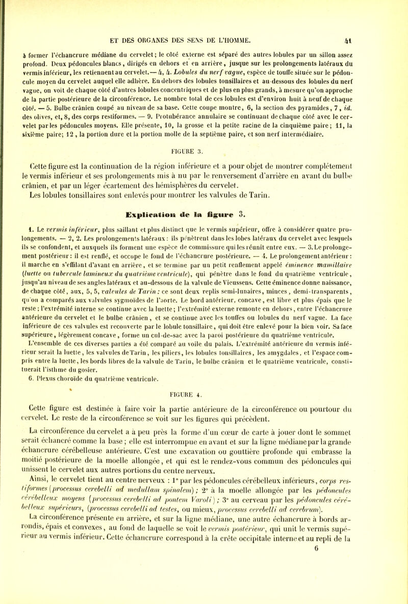 à former l’échancrure médiane du cervelet; le côté externe est séparé des autres lobules par un sillon assez profond. Deux pédoncules blancs, dirigés en dehors et en arrière, jusque sur les prolongements latéraux du vermis inférieur, les retiennent au cervelet. — 4, 4. Lobules du nerf vague, espèce de touffe située sur le pédon- cule moyen du cervelet auquel elle adhère. Eu dehors des lobules tonsillaires et au-dessous des lobules du nerf vague, on voit de chaque côté d’autres lobules concentriques et de plus en plus grands, à mesure qu’on approche de la partie postérieure de la circonférence. Le nombre total de ces lobules est d’environ huit à neuf de chaque côté. —5. Bulbe crânien coupé au niveau de sa base. Cette coupe montre, 6, la section des pyramides, 7, id. des olives, et, 8, des corps restiformes. — 9. Protubérance annulaire se continuant de chaque côté avec le cer- velet parles pédoncules moyens. Elle présente, 10, la grosse et la petite racine de la cinquième paire; 11, la sixième paire; 12 , la portion dure et la portion molle de la septième paire, et son nerf intermédiaire. FIGURE 3. Cette figure est la continuation de la région inférieure et a pour objet de montrer complètement le vermis inférieur et ses prolongements mis à nu par le renversement d’arrière en avant du bulbe crânien, et par un léger écartement des hémisphères du cervelet. Les lobules tonsillaires sont enlevés pour montrer les valvules de Tarin. Explication de 1» figure 3. i. Le vermis inférieur, plus saillant et plus distinct que le vermis supérieur, offre à considérer quatre pro- longements. — 2, 2. Les prolongements latéraux : ils pénètrent dans les lobes latéraux du cervelet avec lesquels ils se confondent, et auxquels ils forment une espèce de commissure qui les réunit entre eux. — 3. Le prolonge- ment postérieur: il est renflé, et occupe le fond de l’échancrure postérieure. — 4. Le prolongement antérieur : il marche en s’effilant d’avant en arrière, et se termine par un petit renflement appelé éminence mamillaire (luette on tubercule lumineux du quatrième ventricule), qui pénètre dans le fond du quatrième ventricule, jusqu’au niveau de ses angles latéraux et au-dessous de la valvule de Vieussens. Cette éminence donne naissance, de chaque côté, aux, 5, 5, valvules de Tarin: ce sont deux replis semi-lunaires, minces , demi-transparents, qu'on a comparés aux valvules sygmoïdes de l’aorte. Le bord antérieur, concave, est libre et plus épais que le reste ; l’extrémité interne se continue avec la luette ; l’extrémité externe remonte en dehors, entre l’échancrure antérieure du cervelet et le bulbe crânien , et se continue avec les touffes ou lobules du nerf vague. La face inférieure de ces valvules est recouverte parle lobule tonsillaire, qui doit être enlevé pour la bien voir. Sa face supérieure, légèrement concave , forme un cul-de-sac avec la paroi postérieure du quatrième ventricule. L’ensemble de ces diverses parties a été comparé au voile du palais. L’extrémité antérieure du vermis infé- rieur serait la luette, les valvules de Tarin, les piliers, les lobules tonsillaires, les amygdales, et l’espace com- pris entre la luette, les bords libres de la valvule de Tarin, le bulbe crânien et le quatrième ventricule, consti- tuerait l’isthme du gosier. 6. Plexus choroïde du quatrième ventricule. FIGURE i. Cette figure est destinée à faire voir la partie antérieure de la circonférence ou pourtour du cervelet. Le reste de la circonférence se voit sur les figures qui précèdent. La circonférence du cervelet a à peu près la forme d’un cœur de carte à jouer dont le sommet serait échancré comme la base ; elle est interrompue en avant et sur la ligne médiane par la grande échancrure cérébelleuse antérieure. C’est une excavation ou gouttière profonde qui embrasse la moitié postérieure de la moelle allongée, et qui est le rendez-vous commun des pédoncules qui unissent le cervelet aux autres portions du centre nerveux. Ainsi, le cervelet tient au centre nerveux : 1” par les pédoncules cérébelleux inférieurs, corps res- tiformes [processus cerebelh ad medidlam spinalem) ; 2° à la moelle allongée par les pédoncules cérébelleux moyens (processus cerebelli ad pontem Varoli); 3“ au cerveau par les pédoncides céré- belleux supérieurs, (processus cerebelli ad testes, ou mieux, processus cerebelli ad cerebrum). La circonférence présente en arrière, et sur la ligne médiane, une autre échancrure à bords ar- londis, épais et convexes, au fond de laquelle se voit le vermis postérieur, qui unit le vermis supé- rieur au vermis inférieur. Cette échancrure correspond à la crête occipitale interne et au repli de la G