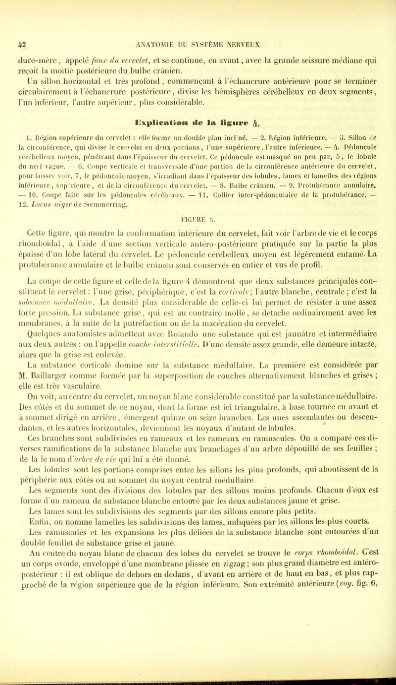 dure-mère, appelé faux du cervelet, et se continue, en avant, avec la grande scissure médiane qui reçoit la moitié postérieure du bulbe crânien. Un sillon horizontal et très profond, commençant à l’échancrure antérieure pour se terminer circulairement à l’échancrure postérieure, divise les hémisphères cérébelleux en deux segments, l’un inférieur, l’autre supérieur, plus considérable. Eililicatioii «Se la tijfiire l\. i. Région supérieure du cervelet : elle forme un double plan incl né. — 2. Région inférieure. — b. Sillon de la circonférence, qui divise le cervelet en deux poriions, l’une supérieure, l’autre inférieure. — U. Pédoncule cérébelleux moyen, pénétrant dans l’épaisseur du cervelet. Ce pédoncule est masqué un peu par, 5, le lobule du nerf vague. — 6. Coupe verticale et transversale d’une portion de la circonférence antérieure du cervelet, pour laisser voir, 7, le pédoncule moyen, s’irradiant dans l’épaisseur des lobules, lames et lamelles des régions inférieure, supérieure, et delà circonférence du cervelet. — 8. Bulbe crânien. — 9. Protubérance annulaire. — 10. Coupe faite sur les pédoncules cérébraux. — 11. Collier inter-pédonculaire de la protubérance. — 12. Locus niger de Sœmmerring. FIGURE 5. Cette figure, qui montre la conformation intérieure du cervelet, fait voir l’arbre de vie et le corps rhomboïdal, à l’aide d’une section verticale antéro-postérieure pratiquée sur la partie la plus épaisse d’un lobe latéral du cervelet. Le pédoncule cérébelleux moyen est légèrement entamé. La protubérance annulaire et le bulbe crânien sont conservés en entier et vus de profil. La coupe de cette figure et celle de la figure A démontrent que deux substances principales con- stituent le cervelet : l’une grise, périphérique, c’est la corticale', l’autre blanche, centrale ; c’est la substance médullaire. La densité plus considérable de celle-ci lui permet de résister à une assez forte pression. La substance grise, qui est au contraire molle, se détache ordinairement avec les membranes, à la suite de la putréfaction ou de la macération du cervelet. Quelques anatomistes admettent avec Rolando une substance qui est jaunâtre et intermédiaire aux deux autres : on l’appelle couche interstitielle. D’une densité assez grande, elle demeure intacte, alors que la grise est enlevée. La substance corticale domine sur la substance médullaire. La première est considérée par M. Baillarger comme formée par la superposition de couches alternativement blanches et grises ; elle est très vasculaire. On voit, au centre du cervelet, un noyau blanc considérable constitué par la substance médullaire. Des côtés et du sommet de ce noyau, dont la forme est ici triangulaire, à base tournée en avant et à sommet dirigé en arrière, émergent quinze ou seize branches. Les unes ascendantes ou descen- dantes, et les autres horizontales, deviennent les noyaux d’autant de lobules. Ces branches sont subdivisées en rameaux et les rameaux en ramuscules. On a comparé ces di- verses ramifications de la substance blanche aux branchages d’un arbre dépouillé de ses feuilles ; de lâ le nom d’ arbre de vie qui lui a été donné. Les lobules sont les portions comprises entre les sillons les plus profonds, qui aboutissent de la périphérie aux côtés ou au sommet du noyau central médullaire. Les segments sont des divisions des lobules par des sillons moins profonds. Chacun d’eux est formé d'un rameau de substance blanche entouré par les deux substances jaune et grise. Les lames sont les subdivisions des segments par des sillons encore plus petits. Enfin, on nomme lamelles les subdivisions des lames, indiquées par les sillons les plus courts. Les ramuscules et les expansions les plus déliées de la substance blanche sont entourées d’un double feuillet de substance grise et jaune. Au centre du noyau blanc de chacun des lobes du cervelet se trouve le corps rhomboïdal. C’est un corps ovoïde, enveloppé d’une membrane plissée en zigzag ; son plus grand diamètre est antéro- postérieur : il est oblique de dehors en dedans, d’avant en arrière et de haut en bas, et plus rap- proché de la région supérieure que de la région inférieure. Son extrémité antérieure [voy. fig. 6,