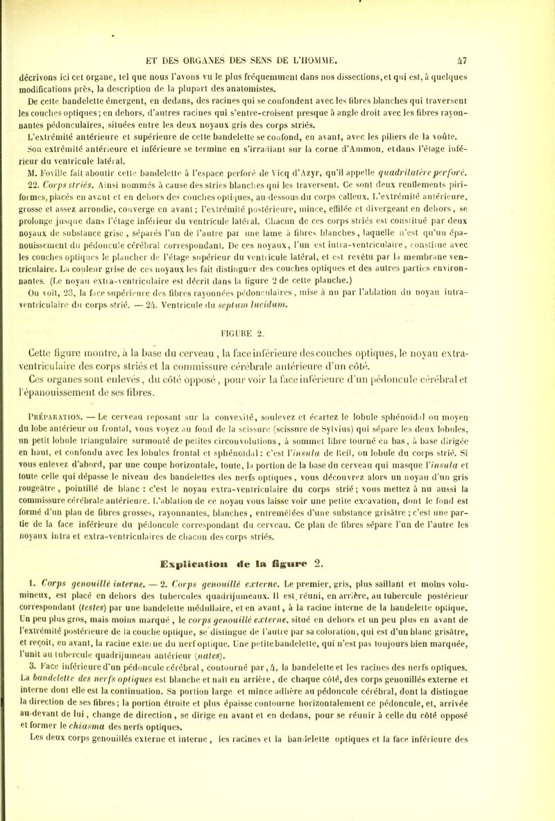 décrivons ici cet organe, tel que nous l’avons vu le plus fréquemment dans nos dissections,et qui est, à quelques modifications près, la description de la plupart des anatomistes. De cette bandelette émergent, en dedans, des racines qui se confondent avec les fibres blanches qui traversent les couches optiques ; en dehors, d’autres racines qui s’entre-croisent presque à angle droit avec les fibres rayon- nantes pédonculaires, situées entre les deux noyaux gris des corps striés. L’extrémité antérieure et supérieure de cette bandelette se confond, en avant, avec les piliers de la voûte. Son extrémité antérieure et inférieure se termine en s’irradiant sur la corne d’Ammon, et dans l’étage infé- rieur du ventricule latéral. M. Foviile fait aboutir cette bandelette à l’espace perforé de \ icq d’Azyr, qu’il appelle quadrilatère per foré. 22. Corps striés. Ainsi nommés à cause des stries blanches qui les traversent. Ce sont deux renflements piri- formes,placés en avant et en dehors des couches optiques, au-dessous du corps calleux. L’extrémité antérieure, grosse et assez arrondie, converge en avant ; l’extrémité postérieure, mince, effilée et divergeant en dehors, se prolonge jusque dans l’étage inférieur du ventricule latéral. Chacun de ces corps striés est constitué par deux noyaux de substance grise , séparés l’un de l’autre par une lame à fibres blanches, laquelle n’est qu’un épa- nouissement du pédoncule cérébral correspondant. De ces noyaux, l’un est intra-ventriculaire, constitue avec les couches optiques le plancher de l’étage supérieur du ventricule latéral, et est revêtu par la membrane ven- triculaire. La couleur grise de ces noyaux les fait distinguer des couches optiques et des autres parties environ- nantes. (Le noyau exti a-ventriculaire est décrit dans la figure 2 de cette planche.) On voit, 23, la face supérieure des fibres rayonnées pédonculaires, mise à nu par l’ablation du noyau intra- ventriculaire du corps strié. — 24. Ventricule du septum lucidum. FIGURE 2. Cette figure montre, it la base du cerveau , la face inférieure des couches optiques, le noyau extra- ventriculaire des corps striés et la commissure cérébrale antérieure d’un côté. Ces organes sont enlevés, du côté opposé, pour voir la face inférieure d’un pédoncule cérébral et l’épanouissement de ses fibres. Préparation. —Le cerveau reposant sur la convexité, soulevez et écartez le lobule sphénoïdal ou moyen du lobe antérieur ou frontal, vous voyez au fond de la scissure (scissure de Sylvius) qui sépare les deux lobules,, un petit lobule triangulaire surmonté de petites circonvolutions, à sommet libre tourné eu bas, à base dirigée en haut, et confondu avec les lobules frontal et sphénoïdal: c’est Vinsula de Reil, ou lobule du corps strié. Si vous enlevez d’abord, par une coupe horizontale, toute, la portion de la base du cerveau qui masque Vinsula et toute celle qui dépasse le niveau des bandelettes des nerfs optiques, vous découvrez alors un noyau d'un gris rougeâtre, pointillé de blanc : c’est le noyau extra-ventriculaire du corps strié; vous mettez à nu aussi la commissure cérébrale antérieure. L’ablation de ce noyau vous laisse voir une petite excavation, dont le fond est formé d’un plan de fibres grosses, rayonnantes, blanches, entremêlées d’une substance grisâtre ; c’est une par- tie de la face inférieure du pédoncule correspondant du cerveau. Ce plan de fibres sépare l’un de l’autre les noyaux intra et extra-ventriculaires de chacun des corps striés. Explication «Se la figure 2. 1. Corps genouillé interne. — 2. Corps genouillé externe. Le premier, gris, plus saillant et moins volu- mineux, est placé en dehors des tubercules quadrijumeaux.il est, réuni, en arrière, au tubercule postérieur correspondant (lestes) par une bandelette médullaire, et en avant, à la racine interne de la bandelette optique. Un peu plus gros, mais moins marqué , le corps genouillé externe, situé en dehors et un peu plus en avant de l’extrémité postérieure de la couche optique, se distingue de l’autre par sa coloration, qui est d’un blanc grisâtre, et reçoit, en avant, la racine externe du nerf optique. Une petite bandelette, qui n’est pas toujours bien marquée, l’unit au tubercule quadrijumeau antérieur (nates). 3. Face inférieure d’un pédoncule cérébral, contourné par, 4, la bandelette et les racines des nerfs optiques. La bandelette des nerfs optiques est blanche et naît en arrière, de chaque côté, des corps genouillés externe et interne dont elle est la continuation. Sa portion large et mince adhère au pédoncule cérébral, dont la distingue la direction de ses fibres ; la portion étroite et plus épaisse contourne horizontalement ce pédoncule, et, arrivée au-devant de lui, change de direction, se dirige en avant et en dedans, pour se réunir à celle du côté opposé et former le chiasma des nerfs optiques. Les deux corps genouillés externe et interne, les racines et la bandelette optiques et la face inférieure des