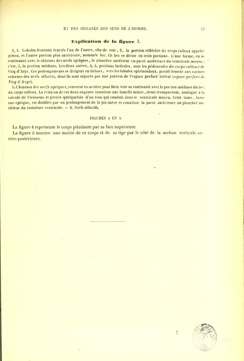 !Ex|»Blcati©aa «8e Iss figure 3. 1, 1. Lobules frontaux écarts l’un de l’autre, afin de voir, 2, la portion réfléchie du corps calleux appelé*- genou-, et l’autre portion plus antérieure, nommée bec. Ce bec se divise en trois portions. L’une forme, en se continuant avec le chiasma des nerfs optiques, le plancher antérieur ou paroi antérieure du ventricule moyen ; c’est, 3, la portion médiane. Lesdeux autres, h, 4, portions latérales, sont les pédoncules du corps calleux de Vicq d’Azyr. Ces prolongements se dirigent en dehors, vers les lobules sphénoïdaux, parallèlement aux racines externes des nerfs olfactifs, dont ils sont séparés par une portion de l’espace perforé latéral (espace perforé de Vicq d’Azyr). b. Chiasma des nerfs optiques, renversé en arrière pour bien voir sa continuité avec la poriion médiane du bec du corps calleux. La réunion de ces deux organes constitue une lamelle mince , demi-transparente, analogue à la valvule de Vieussens et percée quelquefois d’un trou qui conduit dans le ventricule moyen. Cette lame . lame sus-optique, est doublée par un prolongement de la pie-mère et constitue la paroi antérieure ou plancher an- térieur du troisième ventricule. — 6. Nerfs olfactifs. FIGURES 4 ET 5 La figure 4 représente le corps pituitaire par sa face supérieure. La figure 5 montre une moitié de ce corps et de sa tige par le côté de la section verticale an- téro-postérieure.