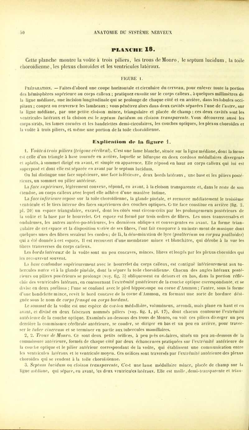 PLANCHE 18. Cette planche montre la voûte à trois piliers, les trous de Monro, le septum lucidum , la toile choroïdienne, les plexus choroïdes et les ventricules latéraux. FIGURE 1. Préparation. — Faites d’abord une coupe horizontale et circulaire du cerveau, pour enlever toute la portion des hémisphères supérieure au corps calleux ; pratiquez ensuite sur le corps calleux, à quelques millimètres de la ligne médiane, une incision longitudinale qui se prolonge de chaque côté et en arrière, dans les lobules occi- pitaux ; coupez ou renversez les lambeaux ; vous pénétrez alors dans deux cavités séparées l’une de l’antre, sur la ligne médiane, par une petite cloison mince, triangulaire et placée de champ ; ces deux cavités sont les ventricules latéraux et la cloison est le septum lucidum ou cloison transparente. Vous découvrez aussi les corps striés, les lames cornées et les bandelettes demi-circulaires, les couches optiques, les plexus choroïdes et la voûte à trois piliers, et même une portion de la toile choroïdienne. Exiilieaiion tle la, flgaare 1. 1. Voûte à trois piliers (trigone cérébral). C’est une lame blanche, située sur la ligne médiane, dont la forme est celle d’un triangle à base tournée en arrière, laquelle se bifurque en deux cordons médullaires divergent'* et aplatis, à sommet dirigé en avant, et simple en apparence. Elle répond en haut au corps calleux qui lui est superposé et dont elle est séparée en avant par le septum lucidum. On lui distingue une face supérieure, une face inférieure, deux bords latéraux , une base et les piliers posté- rieurs, un sommet ou pilier antérieur. La face supérieure, légèrement convexe, répond, en avant, à la cloison transparente et, dans le reste de son étendue, au corps calleux avec lequel elle adhère d’une manière intime. La face in férieure repose sur la toile choroïdienne, la glande pinéale, et recouvre médiatement le troisième ventricule et le tiers interne des faces supérieures des couches optiques. C< tte face constitue en arrière (fig. 2, pl. 20) un espace triangulaire, excavé, dont les côtés sont circonscrits par les prolongements postérieurs de la voûte et la base par le bourrelet. Cet espace est formé par trois ordres de fibres. Les unes transversales et onduleuses, les autres antéro-postérieures, les dernières obliques et convergentes en avant. La forme trian- gulaire de cet espace et la disposition variée de ses fibres, l’ont fait comparer à un instrument de musique dont quelques unes des fibres seraient les cordes; de là, la dénomination de lyre (psalterium ou corpus psalloides) qui a été donnée à cet espace. Il est recouvert d’une membrane mince et blanchâtre, qui dérobe à la vue les fibres transverses du corps calleux. Les bords latéraux de la voûte sont un peu concaves, minces, libres et longés par les plexus choroïdes qui les recouvrent souvent. La base confondue supérieurement avec le bourrelet du corps calleux, est contiguë inférieurement aux tu- bercules nates et à la glande pinéale, dont la sépare la toile choroïdienne. Chacun des angles latéraux posté- rieurs ou piliers postérieurs se prolonge (voy. fig. 3) obliquement en dehors et en bas, dans la portion réflé- chie des ventricules latéraux, en contournant l’extrémité postérieure de la couche optique correspondante, et se dixise en deux portions ; l'une se confond avec le pied hippocampe ou corne d’Ammon; l’autre, sous la forme d’une bandelette mince, revêt le bord concave de la corne d’Ammon, en formant une sorte de bordure dési- gnée sous le nom de corps frangé ou corps bordant. Le sommet de la voûte est une espèce de cordon médullaire, volumineux, arrondi, mais plane en haut et en avant, et divisé en deux faisceaux nommés piliers (voy. fig. 1, pl. 17), dont chacun contourne l’extrémité antéiieurede la couche optique. Examinés au-dessous des trous de Monro, on voit ces piliers diverger un peu derrière la commissure cérébrale antérieure, se couder, se diriger en bas et un peu en arrière, pour traver- ser le tuber cinereum et se terminer en partie aux tubercules mamillaires. 2. 2. Trous de Monro. Ce sont deux petits orifices, à peu près ovalaires, situés un peu au-dessous de la commissure antérieure, formés de chaque côté par deux échancrures pratiquées sur l’extrémité antérieure de la couche optique et le pilier antérieur correspondant de la voûte, qui établissent une communication entre les ventricules latéraux et le ventricule moyen. Ces orifices sont traversés par l’extrémité antérieure des plexus choroïdes qui se rendent à la toile choroïdienne. 3. Septum lucidum ou cloison transparente, C’est une lame médullaire mince, placée de champ sur la ligne médiane, qui sépare, en avant, les deux ventricules latéraux. Elle est molle,demi-transparente et irian-