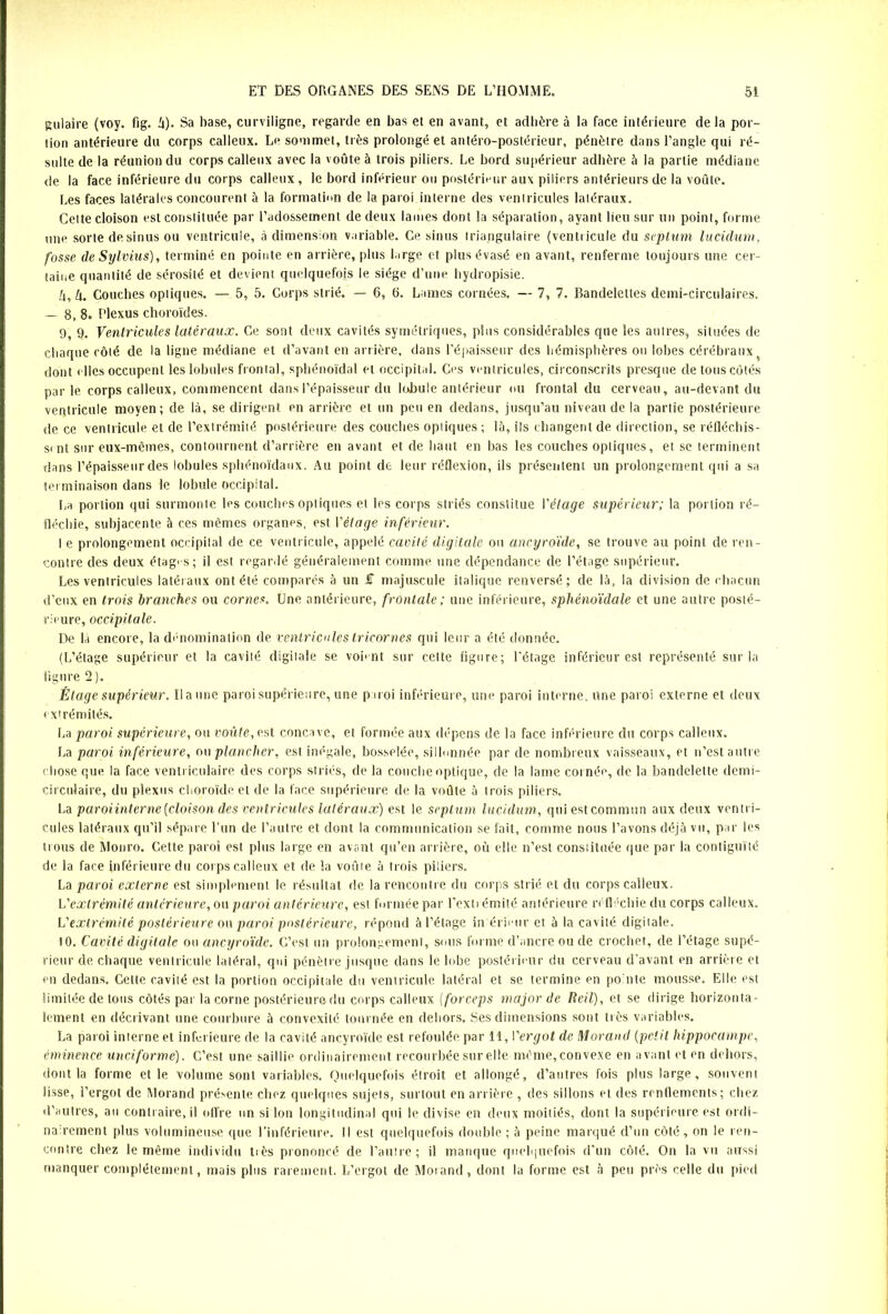 gulaire (voy. fig. h). Sa base, curviligne, regarde en bas et en avant, et adhère à la face intérieure delà por- tion antérieure du corps calleux. Le sommet, très prolongé et antéro-postérieur, pénètre dans l’angle qui ré- sulte de la réunion du corps calleux avec la voûte à trois piliers. Le bord supérieur adhère à la partie médiane de la face inférieure du corps calleux, le bord inférieur ou postérieur aux piliers antérieurs de la voûte. Les faces latérales concourent à la formation de la paroi interne des ventricules latéraux. Celte cloison est constituée par l’adossement de deux lames dont la séparation, ayant lieu sur un point, forme une sorte desinus ou ventricule, à dimension variable. Ce sinus triangulaire (ventricule du septum lucidum, fosse de Sylvius), terminé en pointe en arrière, plus large et plus évasé en avant, renferme toujours une cer- taine quantité de sérosité et devient quelquefois le siège d’une hydropisie. fx, U. Couches optiques. — 5, 5. Corps strié. — 6, 6. Lames cornées. — 7, 7. Bandelettes demi-circulaires. — 8, 8. Plexus choroïdes. 9, 9. Ventricules latéraux. Ce sont deux cavités symétriques, plus considérables que les autres, situées de chaque côté de la ligne médiane et d’avant en arrière, dans l’épaisseur des hémisphères ou lobes cérébraux dont elles occupent les lobules frontal, sphénoïdal et occipital. Ces ventricules, circonscrits presque de tous côtés par le corps calleux, commencent dans l’épaisseur du lobule antérieur ou frontal du cerveau, au-devant du ventricule moyen; de là, se dirigent en arrière et un peu en dedans, jusqu’au niveau de la partie postérieure de ce ventricule et de l’extrémité postérieure des couches optiques ; là, ils changent de direction, se réfléchis- sent sur eux-mêmes, contournent d’arrière en avant et de liant en bas les couches optiques, et se terminent dans l’épaisseur des lobules sphénoïdaux. Au point de leur réflexion, ils présentent un prolongement qui a sa terminaison dans le lobule occipital. La portion qui surmonte les couches optiques et les corps striés constitue Vêlage supérieur; la portion ré- fléchie, subjacente à ces mêmes organes, est Vêlage inférieur. I e prolongement occipital de ce ventricule, appelé cavité digitale ou ancyroïde, se trouve au point de ren- contre des deux étages; il est regardé généralement comme une dépendance de l’étage supérieur. Les ventricules latéraux ont été comparés à un £ majuscule italique renversé; de là, la division de chacun d’eux en trois branches ou cornes. Une antérieure, frontale ; une inférieure, sphénoïdale et une autre posté- rieure, occipitale. De là encore, la dénomination de ventricules tricornes qui leur a été donnée. (L’étage supérieur et la cavité digitale se voient sur cette figure; l’étage inférieur est représenté sur la figure 2 ). Étage supérieur. Il a une paroi supérieure, une paroi inférieure, une paroi interne. Une paroi externe et deux extrémités. La paroi supérieure, ou voûte,e.st concave, et formée aux dépens de la face inférieure du corps calleux. La paroi inférieure, ou plancher, est inégale, bosselée, sillonnée par de nombreux vaisseaux, et n’est autre chose que la face ventriculaire des corps striés, de la couche optique, de la lame cornée, de la bandelette demi- circulaire, du plexus choroïde et de la face supérieure de la voûte à trois piliers. La paroiinterne [cloison des ventricules latéraux) est le septum lucidum, qui est commun aux deux ventri- cules latéraux qu’il sépare l’un de l’autre et dont la communication se fait, comme nous l’avons déjà vu, par les trous de Monro. Cette paroi est plus large en avant qu’en arrière, où elle n’est constituée que par la contiguïté de la face inférieure du corps calleux et de la voûte à trois piliers. La paroi externe est simplement le résultat de la rencontre du corps strié et du corps calleux. L'extrémité antérieure, ou paroi antérieure, est formée par l’extrémité antérieure réfléchie du corps calleux. L'extrémité postérieure ou paroi postérieure, répond à l’étage inférieur et à la cavité digitale. 10. Cavité digitale ou ancyroïde. C’est un prolongement, sous forme d’ancre ou de crochet, de l’étage supé- rieur de. chaque ventricule latéral, qui pénètre jusque dans le lobe postérieur du cerveau d’avant en arrière et en dedans. Cette cavité est la portion occipitale du ventricule latéral et se termine en pointe mousse. Elle est limitée de tous côtés par la corne postérieure du corps calleux (forceps major de Reil), et se dirige horizonta- lement en décrivant une courbure à convexité tournée en dehors. Ses dimensions sont très variables. La paroi interne et inferieure de la cavité ancyroïde est refoulée par 11,l'ergot de Morand (petit hippocampe, éminence unciforme). C’est une saillie ordinairement recourbée sur elle même,convexe en avant et en dehors, dont la forme elle volume sont variables. Quelquefois étroit et allongé, d’autres fois plus large, souvent lisse, l’ergot de Morand présente chez quelques sujets, surtout en arrière , des sillons et des renflements; chez d’autres, au contraire, il offre un si Ion longitudinal qui le divise en deux moitiés, dont la supérieure est ordi- nairement plus volumineuse que l’inférieure. Il est quelquefois double ; à peine marqué d’un côté , on le ren- contre chez le même individu très prononcé de l’autre; il manque quelquefois d’un côté. On la vu aussi manquer complètement, mais plus rarement. L’ergot de Morand, dont la forme est à peu près celle du pied