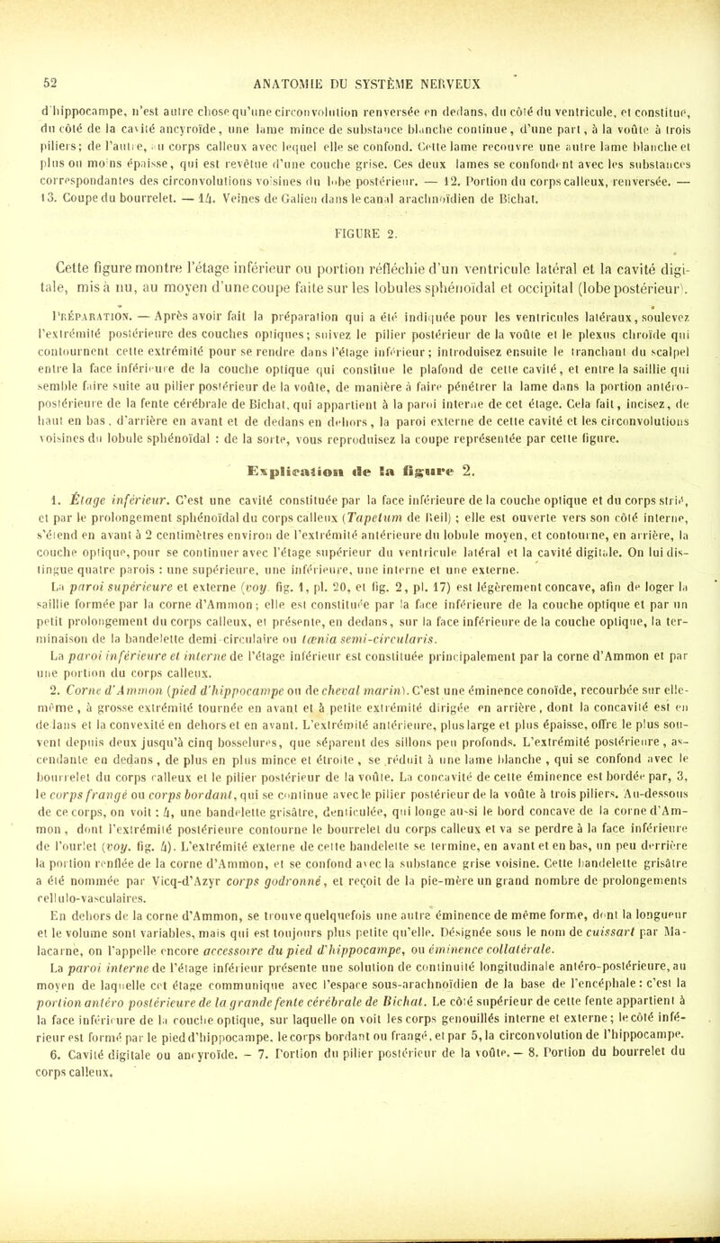 d hippocampe, n’est autre chose qu’une circonvolution renversée en dedans, du côté du ventricule, et constitue, du côté de la cavité ancyroïde, une lame mince de substance blanche continue, d’une part, à la voûte à trois piliers; de l’autre, u corps calleux avec lequel elle se confond. Cette lame recouvre une autre lame blanche et pinson mo:ns épaisse, qui est revêtue d’une couche grise. Ces deux lames se confondent avec les substances correspondantes des circonvolutions voisines du h>he postérieur. — 12. Portion du corps calleux, renversée. — 13. Coupe du bourrelet. — 1Z|. Veines de Galien dans le canal arachnoïdien de Bichat. FIGURE 2. Cette figure montre l’étage inférieur ou portion réfléchie d’un ventricule latéral et la cavité digi- tale, misa nu, au moyen d’unecoupe faite sur les lobules sphénoïdal et occipital (lobe postérieur). Préparation. — Après avoir fait la préparation qui a été indiquée pour les ventricules latéraux, soulevez l’extrémité postérieure des couches optiques; suivez le pilier postérieur de la voûte et le plexus chroïde qui contournent celte extrémité pour se rendre dans l’étage inférieur; introduisez ensuite le tranchant du scalpel entre la face inférieure de la couche optique qui constitue le plafond de cette cavité, et entre la saillie qui semble faire suite au pilier postérieur de la voûte, de manière à faire pénétrer la lame dans la portion antéro- postérieure de la fente cérébrale de Bichat, qui appartient à la paroi interne de cet étage. Cela fait, incisez, de haut en bas , d'arrière en avant et de dedans en dehors, la paroi externe de cette cavité et les circonvolutions voisines du lobule sphénoïdal : de la sorte, vous reproduisez la coupe représentée par cette figure. Expliratiou «le Ea figure 2. 1. Étage inférieur. C’est une cavité constituée par la face inférieure de la couche optique et du corps strié, et par le prolongement sphénoïdal du corps calleux (Tapétum de Reil) ; elle est ouverte vers son côté interne, s’étend en avant à 2 centimètres environ de l’extrémité antérieure du lobule moyen, et contourne, en arrière, la couche optique, pour se continuer avec l’étage supérieur du ventricule latéral et la cavité digitale. On lui dis- tingue quatre parois : une supérieure, une inférieure, une interne et une externe. La paroi supérieure et externe (voy fig. 1, pl. 20, et fïg. 2, pl. 17) est légèrement concave, afin de loger la saillie formée par la corne d’Ammon ; elle est constituée par la face inférieure de la couche optique et par un petit prolongement du corps calleux, et présente, en dedans, sur la face inférieure de la couche optique, la ter- minaison de la bandelette demi circulaire ou lænia semi-circularis. La paroi inférieure et interne de l’étage inférieur est constituée principalement par la corne d’Ammon et par une portion du corps calleux. 2. Corne d’Ammon (pied d’hippocampe ou de cheval marin). C’est une éminence conoïde, recourbée sur elle- même , à grosse extrémité tournée en avant et à petite extrémité dirigée en arrière, dont la concavité esi en de laits et la convexité en dehors et en avant. L’extrémité antérieure, plus large et plus épaisse, offre le plus sou- vent depuis deux jusqu’à cinq bosselures, que séparent des sillons peu profonds. L’extrémité postérieure, as- cendante en dedans , de plus en plus mince et étroite , se réduit à une lame blanche , qui se confond avec le bourrelet du corps calleux et le pilier postérieur de la voûte. La concavité de cette éminence est bordée par, 3, le corps frangé ou corps bordant, qui se continue avec le pilier postérieur de la voûte à trois piliers. Au-dessous de ce corps, on voit ; h, une bandelette grisâtre, denticulée, qui longe au-si le bord concave de la corne d’Am- mon , dont l’extrémité postérieure contourne le bourrelet du corps calleux et va se perdre à la face inférieure de l’ourlet (voy. fig. Zi). L’extrémité externe de cette bandelette se termine, en avant et en bas, un peu derrière la pot lion renflée de la corne d’Ammon, et se confond a\ec la substance grise voisine. Cette bandelette grisâtre a été nommée par Vicq-d’Azyr corps godronné, et reçoit de la pie-mère un grand nombre de prolongements rellulo-vasculaires. En dehors de la corne d’Ammon, se trouve quelquefois une autre éminence de même forme, dont la longueur et le volume sont variables, mais qui est toujours plus petite qu’elle. Désignée sous le nom de cuissart par Ma- lacarne, on l'appelle encore accessoire du pied d'hippocampe, ou éminence collatérale. La paroi interne de l’étage inférieur présente une solution de continuité longitudinale antéro-postérieure, au moyen de laquelle cet étage communique avec l’espace sous-arachnoïdien de la base de l’encéphale: c’est la portion antéro postérieure de la grande fente cérébrale de Bichat. Le côté supérieur de cette fente appartient à la face inférieure de la couche optique, sur laquelle on voit les corps genouillés interne et externe; le côté infé- rieures! formé parle pied d’hippocampe, lecorps bordant ou frangé,et par 5,1a circonvolution de l’hippocampe. 6. Cavité digitale ou an< yroïde. - 7. Portion du pilier postérieur de la voûte. — 8. Portion du bourrelet du corps calleux.