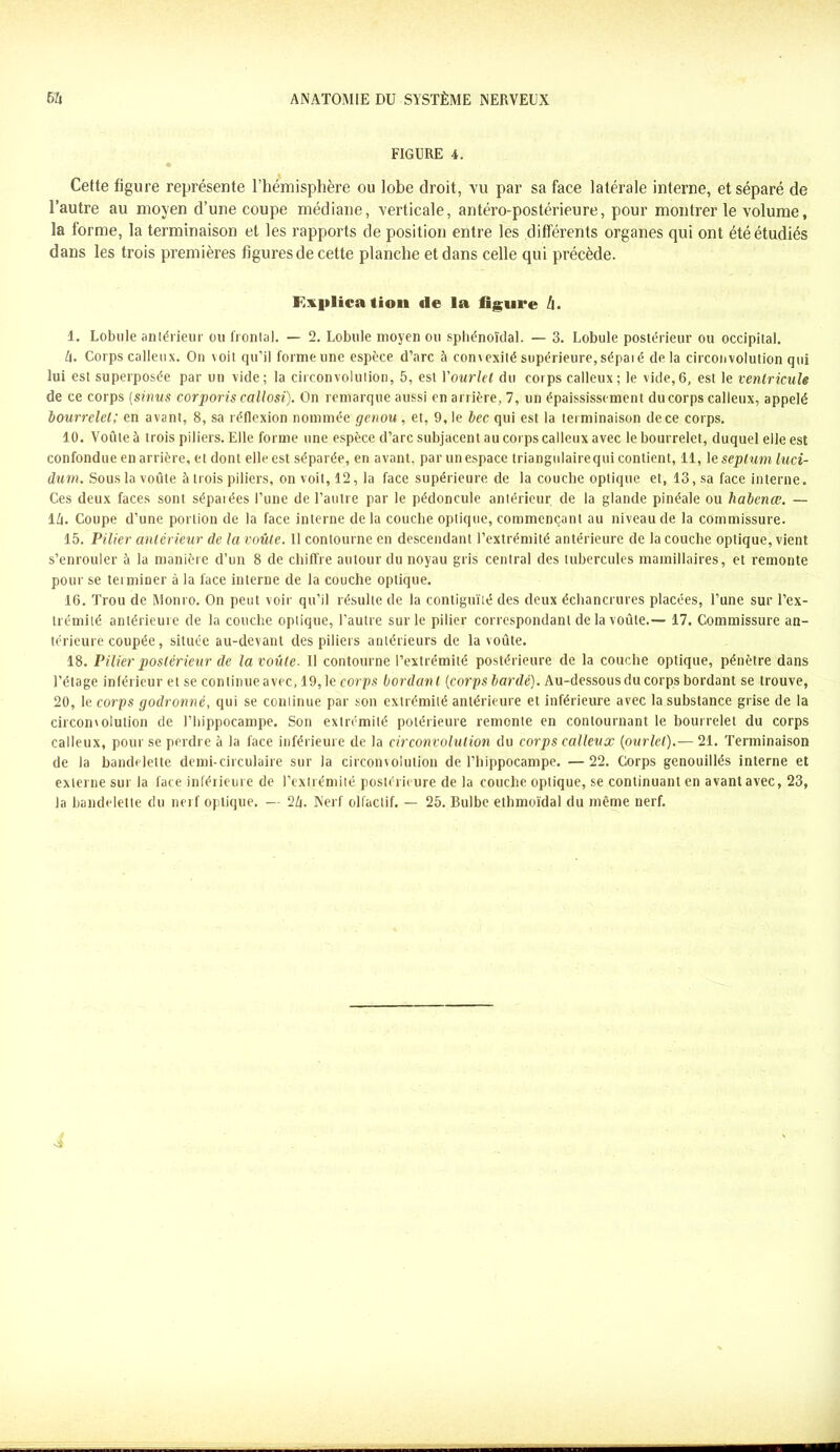 FIGURE 4. « Cette figure représente l’hémisphère ou lobe droit, vu par sa face latérale interne, et séparé de l’autre au moyen d’une coupe médiane, verticale, antéro-postérieure, pour montrer le volume, la forme, la terminaison et les rapports de position entre les différents organes qui ont été étudiés dans les trois premières figures de cette planche et dans celle qui précède. F.xplica (ion «le la ligure à. 1. Lobule antérieur ou frontal. — 2. Lobule moyen ou sphénoïdal. — 3. Lobule postérieur ou occipital. A. Corps calleux. On voit qu’il forme une espèce d’arc à convexité supérieure, sépaié delà circonvolution qui lui est superposée par un vide; la circonvolution, 5, est Vourlet du corps calleux; le vide,6, est le ventricule de ce corps (sinus corporis callosi). On remarque aussi en arrière, 7, un épaississement du corps calleux, appelé bourrelet; en avant, 8, sa réflexion nommée genou , et, 9, le bec qui est la terminaison de ce corps. 10. Voûte à trois piliers. Elle forme une espèce d’arc subjacent au corps calleux avec le bourrelet, duquel elle est confondue en arrière, et dont elle est séparée, en avant, par un espace triangulaire qui contient, 11, le septum luci- dum. Sous la voûte à trois piliers, on voit, 12, la face supérieure de la couche optique et, 13, sa face interne. Ces deux faces sont séparées l’une de l’autre par le pédoncule antérieur de la glande pinéale ou habenœ. — IA. Coupe d’une portion de la face interne delà couche optique, commençant au niveau de la commissure. 15. Pilier antérieur de la voûte. 11 contourne en descendant l’extrémité antérieure de la couche optique, vient s’enrouler à la manière d’un 8 de chiffre autour du noyau gris central des tubercules mamillaires, et remonte pour se terminer à la face interne de la couche optique. 16. Trou de Monro. On peut voir qu’il résulte de la contiguïté des deux échancrures placées, l’une sur l’ex- trémité antérieure de la couche optique, l'autre sur le pilier correspondant de la voûte.— 17. Commissure an- térieure coupée, située au-devant des piliers antérieurs de la voûte. 18. Pilier postérieur de la voûte. Il contourne l’extrémité postérieure de la couche optique, pénètre dans l’étage inférieur et se continue avec, 19, le corps bordant (corps bardé). Au-dessous du corps bordant se trouve, 20, le corps godronné, qui se continue par son extrémité antérieure et inférieure avec la substance grise de la circonvolution de l’hippocampe. Son extrémité polérieure remonte en contournant le bourrelet du corps calleux, pour se perdre à la face inférieure de la circonvolution du corps calleux (ourlet).— 21. Terminaison de la bandelette demi-circulaire sur la circonvolution de l’hippocampe. —22. Corps genouillés interne et externe sur la face inférieure de l’extrémité postérieure de la couche optique, se continuant en avant avec, 23, la bandelette du nerf optique. — 2A. Nerf olfactif. — 25. Bulbe ethmoïdal du même nerf.