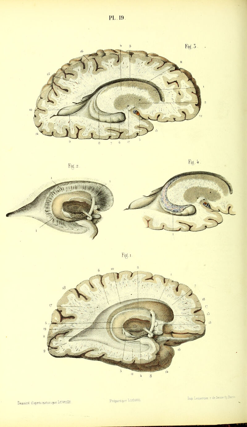 Dessiné d'après natuxs par 1 éveillé Préparé par TiUClüYiC irap Ler.ercier r de Seine 57,îaris