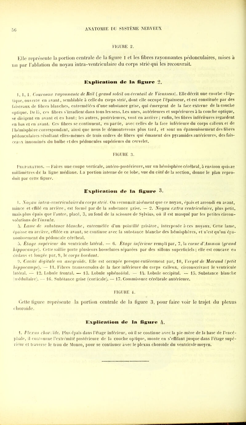 FIGURE 2. Kilo représente la portion centrale de la figure 1 et les fibres rayonnantes pédonculaires, mises à nu par l’ablation du noyau intra-ventriculaire du corps strié qui les recouvrait. Explication «le la figure 2. 1, 1, 1. Couronne rayonnante de Reil ( grand soleil ou éventail de Viens sens). Elle décrit une courbe ellip- tique, ouverte en avant, semblable à celledu corps strié, dont elle occupe l’épaisseur, et est constituée par des faisceaux de fibres blanches, entremêlées d’une substance grise, qui émergent de la face externe de lacoucbe optique. De là, ces libres s’irradient dans tous les sens. I.es unes, antérieures et supérieures à la couche optique, se dirigent en avant et en haut; les autres, postérieures, vont en arrière ; enfin, les libres inférieures regardent en bas et en avant. Ces fibres se continuent, en partie, avec celles de la face inférieure du corps calleux et de 1 hémisphère correspondant, ainsique nous le démontrerons plus tard, et sont un épanouissement des fibres pédonculaires résultant elles-mêmes de trois ordres de fibres qui émanent des pyramides antérieures, des fais- ceaux innommés du bulbe et des pédoncules supérieurs du cervelet. FIGURE 3. Préparation. — Faites une coupe verticale, antéro-postérieure, sur un hémisphère cérébral, à environ quinze millimètres de la ligne médiane. La portion interne de ce lobe, vue du côté de la section, donne le plan repro- duit par celle figure. Expliealion «le la figure 3. 1. Noyau intra-ventriculaire du corps strié. On reconnaît aisément que ce noyau, épais et arrondi en avant, mince et effilé en arrière, est formé par de la substance grise. — 2. Noyau extra ventriculaire, plus petit, mais plus épais que l’autre, placé, 3, au fond de la scissure de Sylvius, où il est masqué par les petites circon- volutions de Yinsula. l\. Lame de substance blanche, entremêlée d’un pointillé grisâtre, interposée à ces noyaux. Celte lame, épaisse en arrière, effilée en avant, se continue avec la substance blanche des hémisphères, et n’est qu’un épa- nouissement du pédoncule cérébral. 5. litage supérieur du ventricule latéral. — 6. Etage inférieur rempli par, 7, la corne d'Amman [grand hippocampe). Cette saillie porte plusieurs bosselures séparées par des sillons superficiels; elle est concave en dedans et longée par, 8, le corps bordant. 9. Cavité digitale ou ancyroïde. Elle est occupée presque entièrement par, 10, Y ergot de Maraud (petit hippocampe). — 11. Fibres transversales de la face inférieure du corps calleux, circonscrivant le ventricule latéral. — 12. Lobule frontal. — 13. Lobule sphénoïdal. — lù. Lobule occipital. — 15. Substance blanche (médullaire). — 16. Substance grise (corticale). — 17. Commissure cérébrale antérieure. FIGURE 4. Cette ligure représente la portion centrale de la figure 3. pour faire voir le trajet du plexus choroïde. Explication «le la figure l\. 1. Plexus chor, ïde. Plus épais dans l’étage inférieur, où il se continue avec la pie-mère de la base de l’encé- phale, il contourne l’extrémité postérieure de la couche optique, monte en s’effilant jusque dans l’étage supé- rieur et traverse le trou de Monro, pour se continuer avec le plexus choroïde du ventricule moyen.