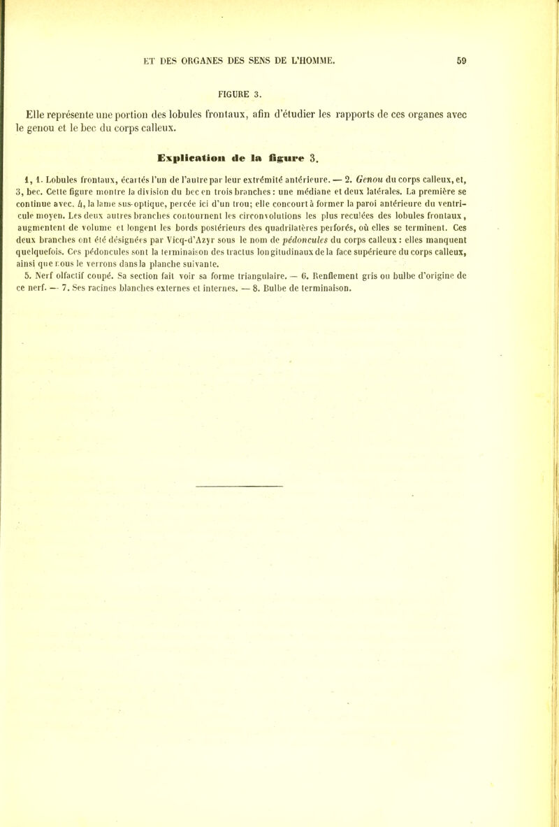 FIGURE 3. Elle représente une portion des lobules frontaux, afin d’étudier les rapports de ces organes avec le genou et le bec du corps calleux. Explication de la figure 3. î, 1. Lobules frontaux, écartés l’un de l’autre par leur extrémité antérieure. — 2. Genou du corps calleux, et, 3, bec. Cette figure montre la division du bec en trois branches : une médiane et deux latérales. La première se continue avec. Zi, la lame sus-optique, percée ici d’un trou; elle concourt à former la paroi antérieure du ventri- cule moyen. Les deux autres branches contournent les circonvolutions les plus reculées des lobules frontaux, augmentent de volume et longent les bords postérieurs des quadrilatères perforés, où elles se terminent. Ces deux branches ont été désignées par Vicq-d’Azyr sous le nom de pédoncules du corps calleux : elles manquent quelquefois. Ces pédoncules sont la terminaison destractus longitudinauxdela face supérieure du corps calleux, ainsi que nous le verrons dans la planche suivante. 5. Nerf olfactif coupé. Sa section fait voir sa forme triangulaire. — 6. Renflement gris ou bulbe d’origine de ce nerf. — 7. Ses racines blanches externes et internes. — 8. Bulbe de terminaison.
