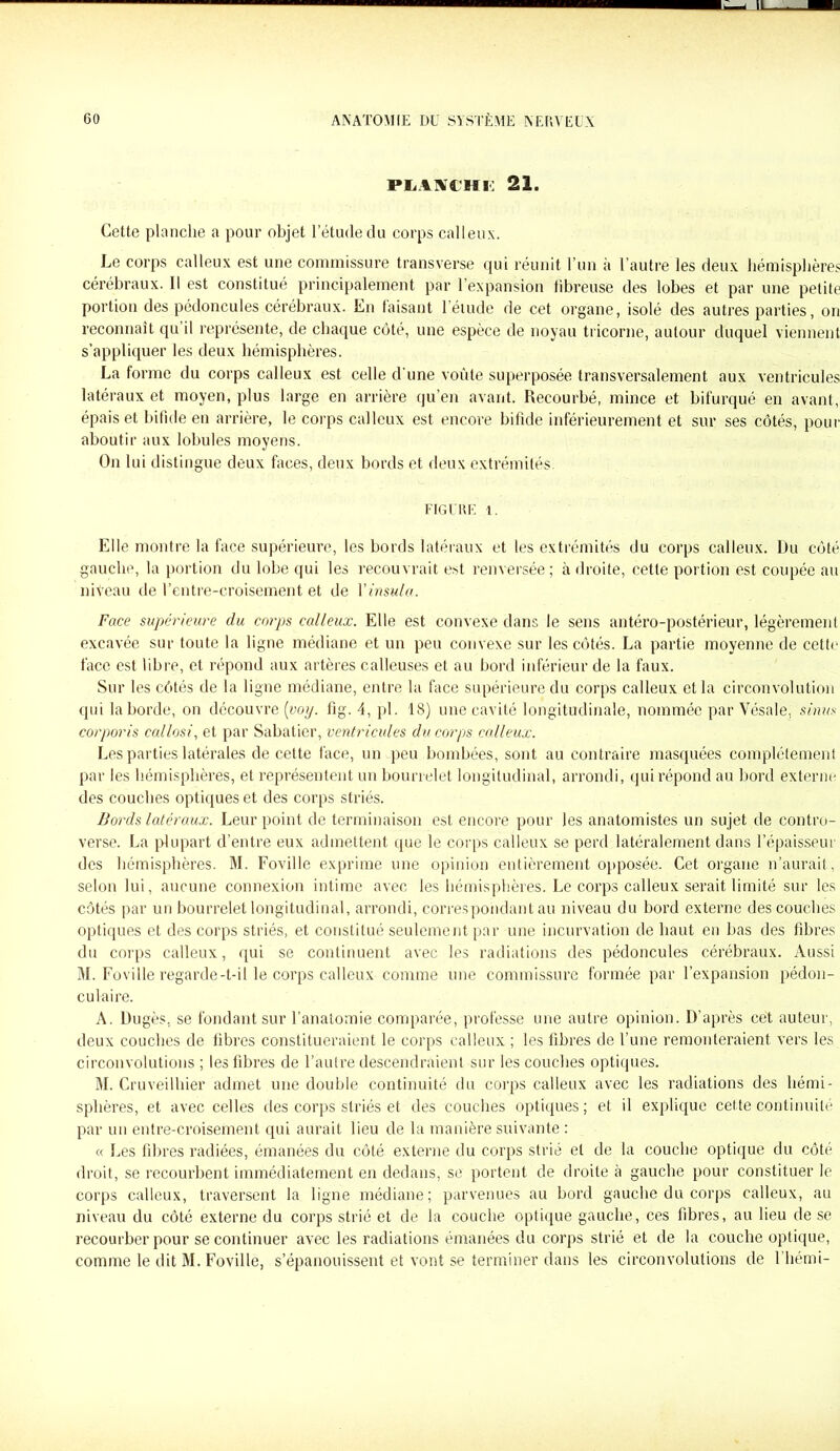 plmchi: 21. Cette planche a pour objet l’étude du corps calleux. Le corps calleux est une commissure transverse qui réunit l’un à l’autre les deux hémisphères cérébraux. Il est constitué principalement par l’expansion fibreuse des lobes et par une petite portion des pédoncules cérébraux. En taisant 1 étude de cet organe, isolé des autres parties, on reconnaît qu il représente, de chaque côté, une espèce de noyau tricorne, autour duquel viennent s’appliquer les deux hémisphères. La forme du corps calleux est celle d'une voûte superposée transversalement aux ventricules latéraux et moyen, plus large en arrière qu’en avant. Recourbé, mince et bifurqué en avant, épais et bifide en arrière, le corps calleux est encore bifide inférieurement et sur ses côtés, pour aboutir aux lobules moyens. On lui distingue deux faces, deux bords et deux extrémités FIGURE 1. Elle montre la face supérieure, les bords latéraux et les extrémités cl a corps calleux. Du côté gauche, la portion du lobe qui les recouvrait est renversée; à droite, cette portion est coupée au niveau de l’entre-croisement et de Yinsula. Face supérieure du corps calleux. Elle est convexe dans le sens antéro-postérieur, légèrement excavée sur toute la ligne médiane et un peu convexe sur les côtés. La partie moyenne de cette face est libre, et répond aux artères calleuses et au bord inférieur de la faux. Sur les côtés de la ligne médiane, entre la face supérieure du corps calleux et la circonvolution qui la borde, on découvre (voy. fig. 4, pl. 18) une cavité longitudinale, nommée par Vésale, sinus corporis callosi, et par Sabatier, ventricules du corps calleux. Les parties latérales de cette face, un peu bombées, sont au contraire masquées complètement par les hémisphères, et représentent un bourrelet longitudinal, arrondi, qui répond au bord externe des couches optiques et des corps striés. Bords latéraux. Leur point de terminaison est encore pour les anatomistes un sujet de contro- verse. La plupart d’entre eux admettent que le corps calleux se perd latéralement dans l’épaisseur des hémisphères. M. Foville exprime une opinion entièrement opposée. Cet organe n’aurait, selon lui, aucune connexion intime avec les hémisphères. Le corps calleux serait limité sur les côtés par un bourrelet longitudinal, arrondi, correspondant au niveau du bord externe des couches optiques et des corps striés, et constitué seulement par une incurvation de haut en bas des fibres du corps calleux, qui se continuent avec les radiations des pédoncules cérébraux. Aussi M. Foville regarde-t-il le corps calleux comme une commissure formée par l’expansion pédon- cu faire. A. Dugès, se fondant sur l’anatomie comparée, professe une autre opinion. D’après cet auteur, deux couches de fibres constitueraient le corps calleux ; les fibres de l’une remonteraient vers les circonvolutions ; les fibres de l’autre descendraient sur les couches optiques. M. Cruveilhier admet une double continuité du corps calleux avec les radiations des hémi- sphères, et avec celles des corps striés et des couches optiques; et il explique cette continuité par un entre-croisement qui aurait lieu de la manière suivante : « Les fibres radiées, émanées du côté externe du corps strié et de la couche optique du côté droit, se recourbent immédiatement en dedans, se portent de droite à gauche pour constituer le corps calleux, traversent la ligne médiane; parvenues au bord gauche du corps calleux, au niveau du côté externe du corps strié et de la couche optique gauche, ces fibres, au lieu de se recourber pour se continuer avec les radiations émanées du corps strié et de la couche optique, comme le dit M. Foville, s’épanouissent et vont se terminer dans les circonvolutions de l’hémi-