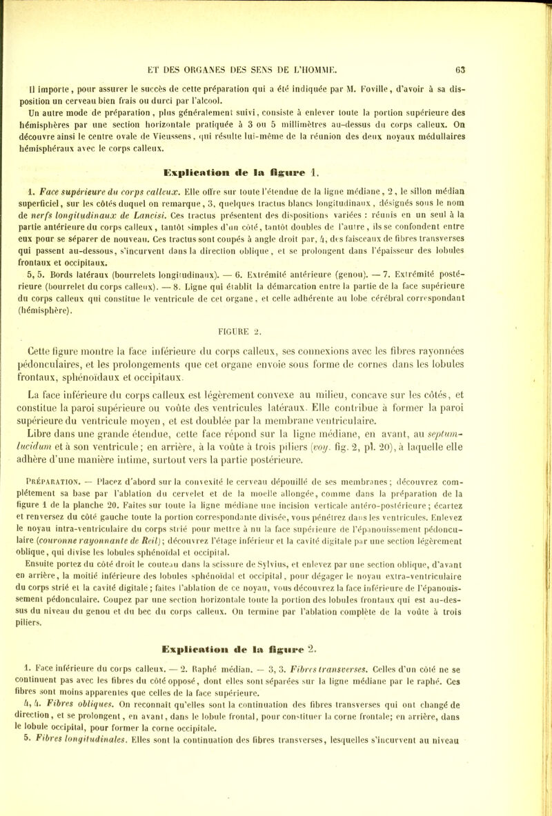 Il importe, pour assurer le succès de cette préparation qui a été indiquée par M. Foville, d’avoir à sa dis- position un cerveau bien frais ou durci par l’alcool. Un autre mode de préparation , plus généralement suivi, consiste à enlever toute la portion supérieure des hémisphères par une section horizontale pratiquée à 3 ou 5 millimètres au-dessus du corps calleux. On découvre ainsi le centre ovale de Vieussens, qui résulte lui-même de la réunion des deux noyaux médullaires hémisphéraux avec le corps calleux. Explication «le la figure 1. 1. Face supérieure du corps calleux. Elle offre sur toute l’étendue de la ligne médiane, 2 , le sillon médian superficiel, sur les côtés duquel on remarque, 3, quelques tractus blancs longitudinaux, désignés sous le nom de nerfs longitudinaux de Lancisi. Ces tractus présentent des dispositions variées : réunis en un seul à la partie antérieure du corps calleux, tantôt simples d’un côté, tantôt doubles de l’autre, ils se confondent entre eux pour se séparer de nouveau. Ces tractus sont coupés à angle droit par, û, des faisceaux de fibres transverses qui passent au-dessous, s’incurvent dans la direction oblique, et se prolongent dans l’épaisseur des lobules frontaux et occipitaux. 5, 5. Bords latéraux (bourrelets longitudinaux). — 6. Extrémité antérieure (genou). —7. Extrémité posté- rieure (bourrelet du corps calleux). —8. Ligne qui établit la démarcation entre la partie delà face supérieure du corps calleux qui constitue le ventricule de cet organe, et celle adhérente au lobe cérébral correspondant (hémisphère). FIGURE 2. Cette figure montre la face inférieure du corps calleux, ses connexions avec les fibres rayonnées pédonculaires, et les prolongements que cet organe envoie sous forme de cornes dans les lobules frontaux, sphénoïdaux et occipitaux. La face inférieure du corps calleux est légèrement convexe au milieu, concave sur les côtés, et constitue la paroi supérieure ou voûte des ventricules latéraux. Elle contribue à former la paroi supérieure du ventricule moyen, et est doublée par la membrane ventriculaire. Libre dans une grande étendue, cette face répond sur la ligne médiane, en avant, au septum- lucidum et à son ventricule ; en arrière, à la voûte à trois piliers (voy. fig. 2, pi. 20), à laquelle elle adhère d’une manière intime, surtout vers la partie postérieure. Préparation. — Placez d'abord sur la convexité le cerveau dépouillé de ses membranes; découvrez com- plètement sa base par l’ablation du cervelet et de la moelle allongée, comme dans la préparation de la ligure 1 de la planche 20. Faites sur toute la ligne médiane une incision verticale antéro-postérieure; écartez et renversez du côté gauche toute la portion correspondante divisée, vous pénétrez dans les ventricules. Enlevez le noyau intra-ventriculaire du corps strié pour mettre à nu la face supérieure de l’épanouissement pédoncu- laire (couronne rayonnante de Reil) \ découvrez l’étage inférieur et la cavité digitale par une section légèrement oblique, qui divise les lobules sphénoïdal et occipital. Ensuite portez du côté droit le couteau dans la scissure de Sylvius, et enlevez par une section oblique, d’avant en arrière, la moitié inférieure des lobules sphénoïdal et occipital, pour dégager le noyau extra-ventriculaire du corps strié et la cavité digitale ; faites l’ablation de ce noyau, vous découvrez la face inférieure de l’épanouis- sement pédonculaire. Coupez par une section horizontale toute la portion des lobules frontaux qui est au-des- sus du niveau du genou et du bec du corps calleux. On termine par l’ablation complète de la voûte à trois piliers. Explication «le la figure 2. 1. Face inférieure du corps calleux. — 2. Raphé médian. — 3, 3. Fibres transverses. Celles d’un côté ne se continuent pas avec les libres du côté opposé, dont elles sont séparées sur la ligne médiane par le raphé. Ces fibres sont moins apparentes que celles de la face supérieure. k,h. Fibres obliques. On reconnaît qu’elles sont la continuation des fibres transverses qui ont changé de direction, et se prolongent, en avant, dans le lobule frontal, pour constituer la corne frontale; en arrière, dans le lobule occipital, pour former la corne occipitale. 5. Fibres longitudinales. Elles sont la continuation des fibres transverses, lesquelles s’incurvent au niveau