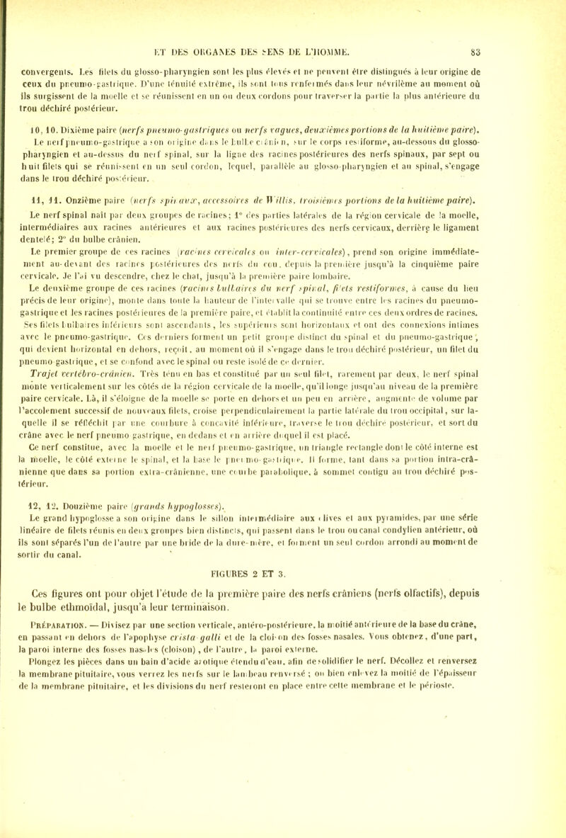 convergenls. Les filels du glosso-pharyngien sont les plus élevés et ne peuvent être distingués à leur origine de ceux du pneumo-gastrique. D’une ténuité extrême, ils sont tous renfeiniés dans leur névrilème au moment où ils surgissent de la moelle et se réunissent en un ou deux cordons pour traverser la partie la plus antérieure du trou déchiré postérieur. i 0. 10. Dixième paire (nerfs pneumo- gastriques ou nerfs vagues, deuxièmes portions de ta huitième paire). Le nerf pneumo-gastrique a son origine dans le bulbe ci ânn n, sur le corps resiiforme, au-dessous du glosso- pharyngien et au-dessus du neif spinal, sur la ligne des racines postérieures des nerfs spinaux, par sept ou huit filets qui se réunissent en un seul cordon, lequel, parallèle au glosso-pharyngien et au spinal, s’engage dans le trou déchiré postérieur. 11, 11. Onzième paire (nerfs spiraux, accessoires de Willis, troisièmes portions de la huitième paire). Le nerf spinal naît par deux groupes de racines; 1° des parties latérales de la région cervicale de la moelle, intermédiaires aux racines antérieures et aux racines postérieures des nerfs cervicaux, derrière le ligament dentelé; 2° du bulbe crânien. Le premier groupe de ces racines (racines cervicales ou inter-cervicales), prend son origine immédiate- ment au-devant des racines postérieures des nerfs du eou. depuis la première jusqu’à la cinquième paire cervicale. Je l’ai vu descendre, chez le chat, jusqu’à la première paire lombaire. Le deuxième groupe de ces racines (racines lullaircs du nerf spiral, füels resliformes, à cause du lieu précis de leur origine), monte dans toute la hauteur de l’intei valle qui se trouve entre les racines du pneumo- gastrique et les racines postérieures delà première paire, et établit la continuité entre ces deux ordres de racines. .Ses filels bulbaires inférieurs sont ascendants, les supérieurs sont horizontaux et ont. des connexions intimes avec le pneumo-gastrique. Ces derniers forment un petit groupe distinct du spinal et du pneumo-gastrique , qui devient horizontal en dehors, reçoit. au moment où il s’engage dans le trou déchiré postérieur, un filet du pneumo gastrique, et se confond avec le spinal ou reste isolé de ce. dernier. Trajet verlébro-crânien. Très ténu en bas et constitué par un seul filet, rarement par deux, le nerf spinal monte verticalement sur les côtés de la région cervicale de la moelle, qu’il longe jusqu’au niveau de la première paire cervicale. Là, il s'éloigne de la moelle se porte en dehors et un peu en arrière, augmente de volume par l’accolement successif de nouveaux filets, croise perpendiculairement la partie latérale du trou occipital, sur la- quelle il se réfléchit par une courbure à concavité inférieure, traverse le trou déchiré postérieur, et sort du crâne avec le nerf pneumo gastrique, en dedans et en arrière duquel il est placé. Ce nerf constitue, avec la moelle et le nerf pneumo-gastrique, un triangle rectangle dont le côté interne est la moelle, le côté externe le spinal, et la hase le pneumo-gartiique. Il forme, tant dans sa portion intra-crâ- nienne que dans sa portion extra-crânienne, une courbe paiabolique, à sommet contigu au trou déchiré pos- térieur. 12, 12. Douzième paire [grands hypoglosses). Le grand hypoglosse a son origine dans le sillon intermédiaire aux < lives et aux pyramides, par une série linéaire de filets réunis en deux groupes bien distincts, qui passent dans le trou ou canal condylien antérieur, où ils sont séparés l’un de l’autre par une bride de la dure-mère, et foi ment un seul cordon arrondi au moment de sortir du canal. FIGURES 2 ET 3. Ces figures ont pour objet l’étude de la première paire des nerfs crâniens (nerfs olfactifs), depuis le bulbe ethmoïdal, jusqu’à leur terminaison. Préparation. — Divisez par une section verticale, antéi o-posiérieure. la moitié antérieure de la base du crâne, en passant en dehors de l’apophyse crista-galli et de la clou on des fosses nasales. Vous obtenez, d’une part, la paroi interne des fosses nas. fis (cloison), de l’autre, la paroi externe. Plongez les pièces dans un bain d’acide a?olique étendu d’eau, afin de solidifier le nerf. Décollez et renversez la membrane pituitaire, vous verrez les neifs sur le lambeau renversé ; on bien enlevez la moitié de l’épaisseur de la membrane pituitaire, et les divisions du nerf resteront en place entre celte membrane et le périoste.