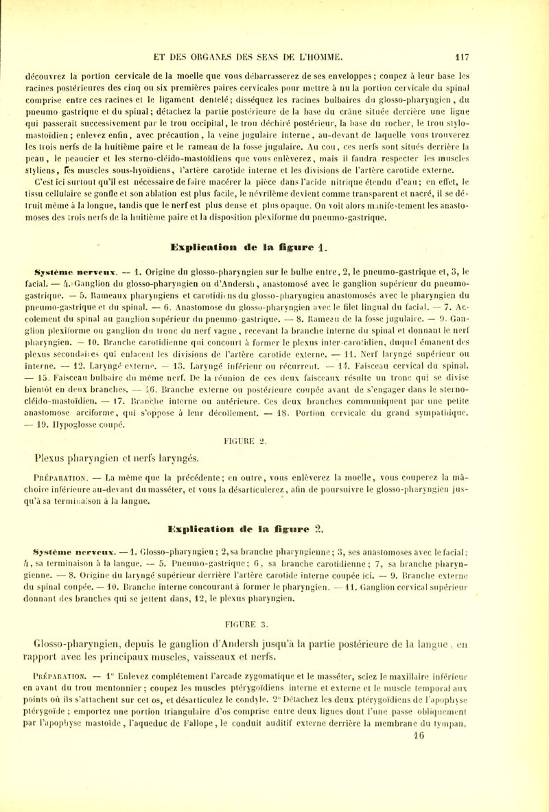 découvrez la portion cervicale de la moelle que vous débarrasserez de ses enveloppes ; coupez à leur base les racines postérieures des cinq ou six premières paires cervicales pour mettre à nu la portion cervicale du spinal comprise entre ces racines et le ligament dentelé; disséquez les racines bulbaires du glosso-pharyngien, du pneumo gastrique et du spinal; détachez la partie postérieure de la base du crâne située derrière une ligne qui passerait successivement par le trou occipital, le trou déchiré postérieur, la hase du rocher, le trou stylo- mastoïdien ; enlevez enfin, avec précaution, la veine jugulaire interne, au-devant de laquelle vous trouverez les trois nerfs de la huitième paire et le rameau de la fosse jugulaire. Au cou, ces nerfs sont situés derrière la peau, le peaucier et les sterno-cléido-mastoïdiens que vous enlèverez, mais il faudra respecter les muscles styliens, les muscles sous-hyoïdiens, l’artère carotide interne et les divisions de l’artère carotide externe. C’est ici surtout qu’il est nécessaire de faire macérer la pièce dans l’acide nitrique étendu d’eau; en effet, le tissu cellulaire se gonfle et son ablation est plus facile, le névrilème devient comme transparent et nacré, il se dé- truit même à la longue, tandis que le nerf est plus dense et plus opaque. Ou voit alors manifestement les anasto- moses des trois nerfs de la huitième paire et la disposition plexiforme du pneumo-gastrique. Exgtlication de la figure 1. Système nerveux. — 1. Origine du glosso-pharyngien sur le bulbe entre, 2, le pneumo-gastrique et, 3, le facial. — h. Ganglion du glosso-pharyngien ou d’Andersh, anastomosé avec le ganglion supérieur du pneumo- gastrique. — 5. Rameaux pharyngiens et carotidii ns du glosso-pharyngien anastomosés avec le pharyngien du pneumo-gastrique et du spinal. — 6. Anastomose du glosso-pharyngien avec le filet lingual du facial. — 7. Ac- colcment du spinal au ganglion supérieur du pneumo gastrique. —- 8. Rameau de la fosse jugulaire. — 9. Gan- glion plexilorme ou ganglion du tronc du nerf vague, recevant la branche interne du spinal et donnant le nerf pharyngien. — 10. Branche carotidienne qui concourt à former le plexus inter-caroiidien, duquel émanent des plexus secondaires qui enlacent les divisions de l’artère carotide externe. — 11. Nerf laryngé supérieur ou interne. — 12. Laryngé externe. — 13. Laryngé inférieur ou récurrent. — 14. Faisceau cervical du spinal. — 15. Faisceau bulbaire du même nerf. De la réunion de ces deux faisceaux résulte un tronc qui se divise bientôt en deux branches. — 16. Branche externe ou postérieure coupée avant de s’engager dans le sterno- cléido-mastoïdien. — 17. Branche interne ou antérieure. Ces deux branches communiquent par une petite anastomose arciforme, qui s’oppose à leur décollement. — 18. Portion cervicale du grand sympathique. — 19. Hypoglosse coupé. FIGURE 2. Plexus pharyngien et nerfs laryngés. Préparation. — La même que la précédente; en outre, vous enlèverez la moelle, vous couperez la mâ- choire inférieure au-devant du masséter, et vous la désarticulerez, afin de poursuivre le glosso-pharyngien jus- qu’à sa terminaison à la langue. lixplieatioit «le lit figure 2. Système nerveux. — 1. Glosso-pharyngien; 2, sa branche pharyngienne; 3, scs anastomoses avec le facial; h, sa terminaison à la langue. — 5. Pneumo-gastrique; 6, sa branche carotidienne; 7, sa branche pharyn- gienne. — 8. Origine du laryngé supérieur derrière l’artère carotide interne coupée ici. — 9. Branche externe du spinal coupée. — 10. Branche interne concourant à former le pharyngien. — 11. Ganglion cervical supérieur donnant des branches qui se jettent dans, 12, le plexus pharyngien. FIGURE 3. Glosso-pharyngien, depuis le ganglion d’Andersh jusqu’à la partie postérieure de la langue , en rapport avec les principaux muscles, vaisseaux et nerfs. Préparation. — 1“ Enlevez complètement l’arcade zygomatique et le masséter, sciez le maxillaire inférieur en avant du trou mentonnier; coupez les muscles ptérygoïdiens interne et externe et le muscle temporal aux points où ils s’attachent sur cet os, et désarticulez le condyle. 2° Détachez les deux ptérygoïdiens de l'apophyse plérygoïde ; emportez une portion triangulaire d’os comprise entre deux lignes dont l’une passe obliquement par l’apophyse masloïde, l’aqueduc de Fallope, le conduit auditif externe derrière la membrane du tympan, 16