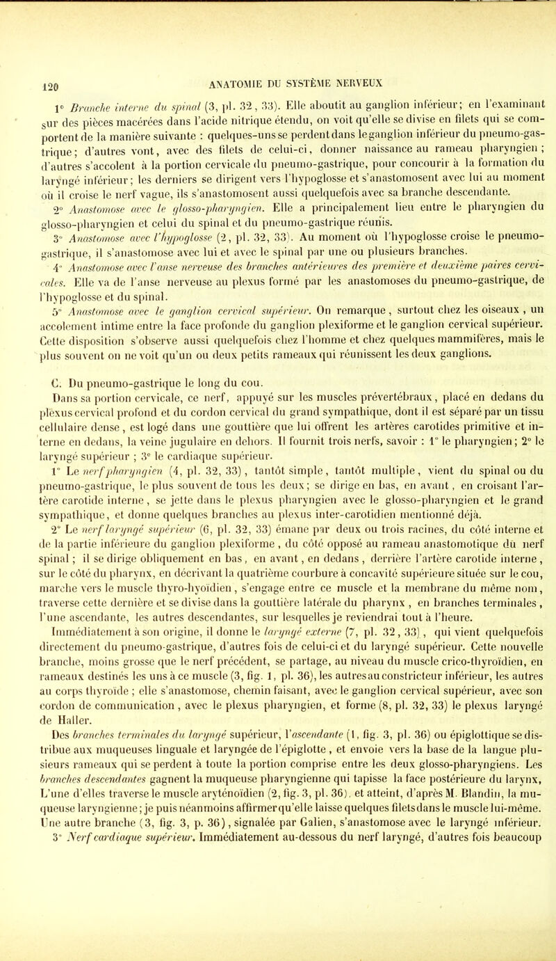 1° Branche interne du spinal (3, pl. 32,33). Elle aboutit au ganglion inférieur; en l’examinant sur des pièces macérées dans l’acide nitrique étendu, on voit qu’elle se divise en fdets qui se com- portent de la manière suivante : quelques-uns se perdentdans leganglion inférieur du pneumo-gas- trique; d’autres vont, avec des fdets de celui-ci, donner naissance au rameau pharyngien; d’autres s’accolent à la portion cervicale du pneumo-gastrique, pour concourir à la formation du laryngé inférieur; les derniers se dirigent vers l’hypoglosse et s’anastomosent avec lui au moment où il croise le nerf vague, ils s’anastomosent aussi quelquefois avec sa branche descendante. 2° Anastomose avec le glosso-pharyngien. Elle a principalement lieu entre le pharyngien du glosso-pharyngien et celui du spinal et du pneumo-gastrique réunis. 3° Anastomose avec l'hypoglosse (2, pl. 32, 33). Au moment où l'hypoglosse croise le pneumo- gastrique, il s’anastomose avec lui et avec le spinal par une ou plusieurs branches. 4’ Anastomose avec l’anse nerveuse des branches antérieures des première et deuxième paires cervi- cales. Elle va de l’anse nerveuse au plexus formé par les anastomoses du pneumo-gastrique, de l’hypoglosse et du spinal. 5 Anastomose avec le ganglion cervical supérieur. On remarque, surtout chez les oiseaux , un accolement intime entre la face profonde du ganglion plexiforme et le ganglion cervical supérieur. Cette disposition s’observe aussi quelquefois chez l’homme et chez quelques mammifères, mais le plus souvent on ne voit qu’un ou deux petits rameaux qui réunissent les deux ganglions. C. Du pneumo-gastrique le long du cou. Dans sa portion cervicale, ce nerf, appuyé sur les muscles prévertébraux, placé en dedans du plexus cervical profond et du cordon cervical du grand sympathique, dont il est séparé par un tissu cellulaire dense, est logé dans une gouttière que lui offrent les artères carotides primitive et in- terne en dedans, la veine jugulaire en dehors. Il fournit trois nerfs, savoir : 1° le pharyngien ; 2° le laryngé supérieur ; 3° le cardiaque supérieur. 1 Le nerf pharyngien (4, pl. 32,33), tantôt simple, tantôt multiple, vient du spinal ou du pneumo-gastrique, le plus souvent de tous les deux ; se dirige en bas, en avant, en croisant l’ar- tère carotide interne, se jette dans le plexus pharyngien avec le glosso-pharyngien et le grand sympathique, et donne quelques branches au plexus inter-carotidien mentionné déjà. 2“ Le nerf laryngé supérieur (6, pl. 32, 33) émane par deux ou trois racines, du côté interne et de la partie inférieure du ganglion plexiforme , du côté opposé au rameau anastomotique du nerf spinal ; il se dirige obliquement en bas , en avant, en dedans , derrière l’artère carotide interne , sur le côté du pharynx, en décrivant la quatrième courbure à concavité supérieure située sur le cou, marche vers le muscle thyro-hyoïdien , s’engage entre ce muscle et la membrane du même nom, traverse cette dernière et se divise dans la gouttière latérale du pharynx , en branches terminales , l’une ascendante, les autres descendantes, sur lesquelles je reviendrai tout à l’heure. Immédiatement à son origine, il donne le laryngé externe (7, pl. 32,33), qui vient quelquefois directement du pneumo-gastrique, d’autres fois de celui-ci et du laryngé supérieur. Cette nouvelle branche, moins grosse que le nerf précédent, se partage, au niveau du muscle crico-thyroïdien, en rameaux destinés les uns à ce muscle (3, fig. 1, pl. 36), les autresau constricteur inférieur, les autres au corps thyroïde ; elle s’anastomose, chemin faisant, avec le ganglion cervical supérieur, avec son cordon de communication , avec le plexus pharyngien, et forme (8, pl. 32, 33) le plexus laryngé de Haller. Des branches terminales du laryngé supérieur, Vascendante (1, fig. 3, pl. 36) ou épiglottique se dis- tribue aux muqueuses linguale et laryngée de l’épiglotte , et envoie vers la base de la langue plu- sieurs rameaux qui se perdent à toute la portion comprise entre les deux glosso-pharyngiens. Les branches descendantes gagnent la muqueuse pharyngienne qui tapisse la face postérieure du larynx, L’une d’elles traverse le muscle aryténoïdien (2, fig. 3, pl. 36), et atteint, d’après M. Blandin, la mu- queuse laryngienne; je puis néanmoins affirmer qu’elle laisse quelques filetsdansle muscle lui-même, line autre branche (3, fig. 3, p. 36), signalée par Galien, s’anastomose avec le laryngé inférieur. 3° Nerf cardiaque supérieur. Immédiatement au-dessous du nerf laryngé, d’autres fois beaucoup