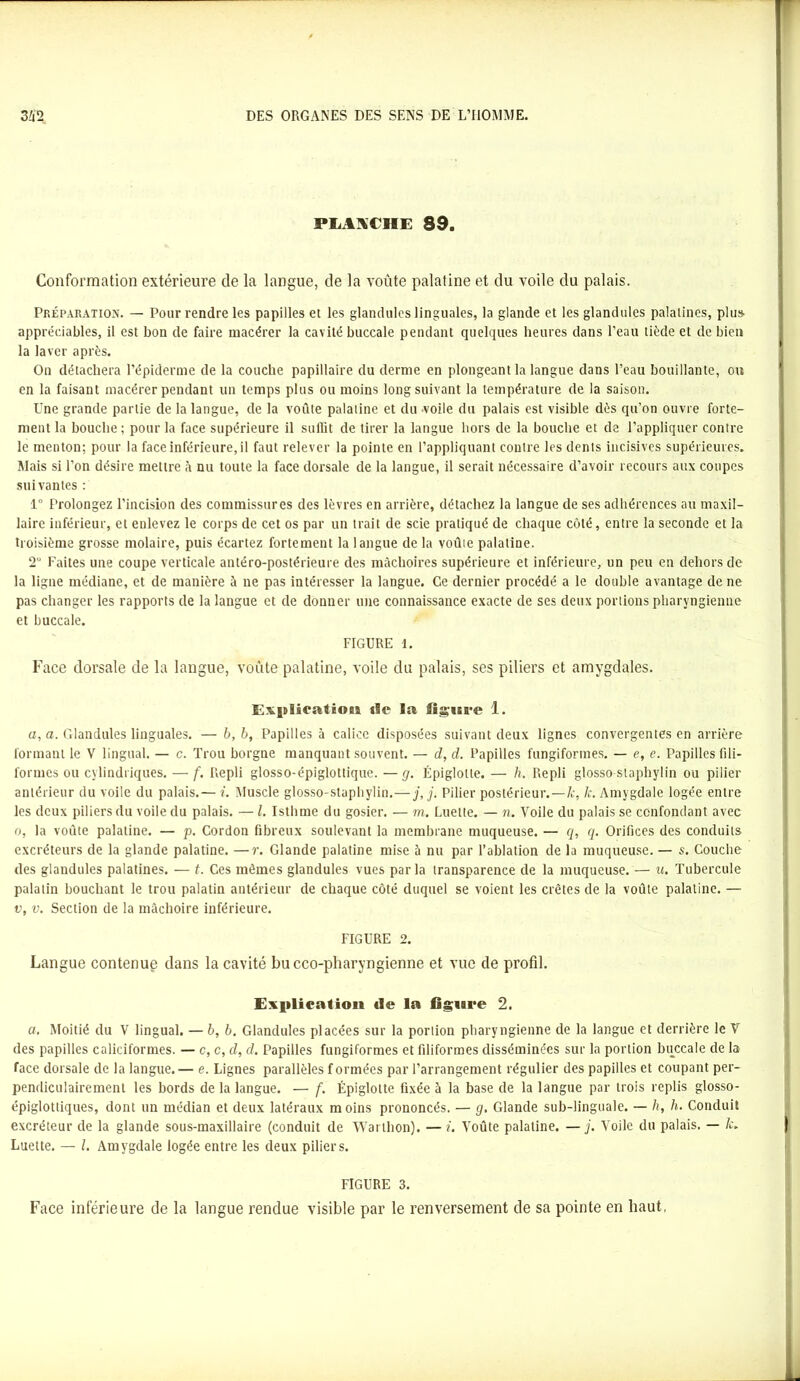 PLANCHE 89. Conformation extérieure de la langue, de la voûte palatine et du voile du palais. Préparation. — Pour rendre les papilles et les glandules linguales, la glande et les glandules palatines, plus- appréciables, il est bon de faire macérer la cavité buccale pendant quelques heures dans l’eau tiède et de bien la laver après. On détachera l’épiderme de la couche papillaire du derme en plongeant la langue dans l’eau bouillante, ou en la faisant macérer pendant un temps plus ou moins long suivant la température de la saison. Une grande partie de la langue, de la voûte palatine et du -voile du palais est visible dès qu’on ouvre forte- ment la bouche ; pour la face supérieure il suffit de tirer la langue hors de la bouche et de l’appliquer contre le menton; pour la face inférieure, il faut relever la pointe en l’appliquant contre les dents incisives supérieures. Mais si l’on désire mettre à nu toute la face dorsale de la langue, il serait nécessaire d’avoir recours aux coupes suivantes : 1° Prolongez l’incision des commissures des lèvres en arrière, détachez la langue de ses adhérences au maxil- laire inférieur, et eulevez le corps de cet os par un trait de scie pratiqué de chaque côté, entre la seconde et la troisième grosse molaire, puis écartez fortement la langue de la voûie palatine. 2 Faites une coupe verticale antéro-postérieure des mâchoires supérieure et inférieure, un peu en dehors de la ligne médiane, et de manière à ne pas intéresser la langue. Ce dernier procédé a le double avantage de ne pas changer les rapports de la langue et de donner une connaissance exacte de ses deux portions pharyngienne et buccale. FIGURE 1. Face dorsale de la langue, voûte palatine, voile du palais, ses piliers et amygdales. Evplieation tle la figure 1. o, a. Glandules linguales. — b, b, Papilles à calice disposées suivant deux lignes convergentes en arrière formant le V lingual. — c. Trou borgne manquant souvent. — d, d. Papilles fungiformes. — e, e. Papilles fili- formes ou cylindriques. — f. Repli glosso-épiglottique. —g. Épiglotte. — h. Repli glosso-staphylin ou pilier antérieur du voile du palais.— i. Muscle glosso-staphylin.—j, j. Pilier postérieur.—k, k. Amygdale logée entre les deux piliers du voile du palais. — l. Isthme du gosier. — m. Luette. — n. Voile du palais se confondant avec o, la voûte palatine. — p. Cordon fibreux soulevant la membrane muqueuse. — q, q. Orifices des conduits excréteurs de la glande palatine. —r. Glande palatine mise à nu par l’ablation de la muqueuse. — s. Couche des glandules palatines. — t. Ces mêmes glandules vues parla transparence de la muqueuse. — u. Tubercule palatin bouchant le trou palatin antérieur de chaque côté duquel se voient les crêtes de la voûte palatine. — v, v. Section de la mâchoire inférieure. FIGURE 2. Langue contenue clans la cavité bu cco-pharyngienne et vue de profil. Explication tle la figure 2. a. Moitié du V lingual. — 6, b. Glandules placées sur la portion pharyngienne de la langue et derrière le V des papilles caliciformes. — c, c, d, d. Papilles fungiformes et filiformes disséminées sur la portion buccale de la face dorsale de la langue. — e. Lignes parallèles f ormées par l’arrangement régulier des papilles et coupant per- pendiculairement les bords de la langue. — f. Épiglotte fixée à la base de la langue par trois replis glosso- épiglottiques, dont un médian et deux latéraux moins prononcés. — g. Glande sub-linguale. — h, h. Conduit excréteur de la glande sous-maxillaire (conduit de Warlhon). — i. A’oûte palatine. —j. Voile du palais. — /c. Luette. — l. Amygdale logée entre les deux piliers. FIGURE 3. Face inférieure de la langue rendue visible par le renversement de sa pointe en haut,