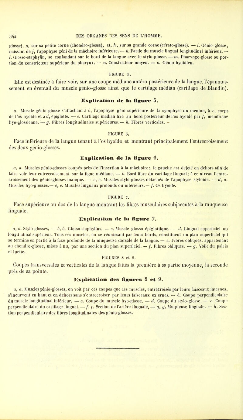 glosse), g, sur sa petite corne (clionilro-glosse), et, h, sur sa grande corne (cérato-glosse). — i. Génio-glosse, naissant de j, l'apophyse géni de la mâchoire inférieure. — k. Partie du muscle lingual longitudinal inférieur. — l. Glosso-staphylin, se confondant sur le bord de la langue avec le slylo-glosse. — m. Pharyngo-glosse ou por- tion du constricteur supérieur du pharynx. — n. Constricteur moyen. — o. Génio-hyoïdien. FIGURE 5. Elle est destinée à faire voir, sur une coupe médiane antéro-postérieure de la langue, l'épanouis- sement en éventail du muscle génio-glosse ainsi que le cartilage médian (cartilage de Blandin). Implication de la figure 5. a. Muscle génio-glosse s'attachant à b, l’apophyse géni supérieure de la symphyse du menton, à c, corps de l’os hyoïde et à d, épiglotte. — e. Cartilage médian fixé au bord postérieur de l’os hyoïde par f, membrane hyo-glossienne. — g. Fibres longitudinales supérieures.— h. Fibres verticales. » FIGURE 6. Face inférieure de la langue tenant à l’os hyoïde et montrant principalement l’entrecroisement des deux génio-glosses. implication de la figure 6. a, a. Muscles génio-glosses coupés près de l’insertion à la mâchoire; le gauche est déjeté en dehors afin de faire voir leur entrecroisement sur la ligne médiane. — 6. Bord libre du cartilage lingual; à ce niveau l’entre- croisement des génio-glosses manque. — c, c. Muscles stylo-glosses détachés de l’apophyse styloïde. — d, d. Muscles hyo-glosses.— e, e. Muscles linguaux profonds ou inférieurs.— f. Os hyoïde. FIGURE 7. Face supérieure ou dos de la langue montrant les fibres musculaires subjacentes à la muqueuse linguale. Expiicatioii de Sa figure 7. a, «. Stylo-glosses. — 6, b. Glosso-staphylins. — c. Muscle glosso-épiglottique. — d. Lingual superficiel ou longitudinal supérieur. Tous ces muscles, en se réunissant par leurs bords, constituent un plan superficiel qui se termine en partie à la face profonde de la muqueuse dorsale de la langue. — e. Fibres obliques, appartenant au chondro-glosse, mises à nu, par une section du plan superficiel. — /'. Fibres obliques. — g. Voile du palais et luette. FIGURES S et 9. Coupes transversales et verticales de la langue faites la première à sa partie moyenne, la seconde près de sa pointe. Ex|)Iicatioie des figures S et 9. a, a. Muscles génio-glosses, on voit par ces coupes que ces muscles, entrecroisés par leurs faisceaux internes, s’incurvent en haut et en dehors sans s’entrecroiser par leurs faisceaux exiernes. — b. Coupe perpendiculaire du muscle longitudinal inférieur. — c. Coupe du muscle hyo-glosse. — d. Coupe du stylo-glosse. — e. Coupe perpendiculaire du cartilage lingual. - - f, f. Section de l’artère linguale, — g, g. Muqueuse linguale. — h. Sec- tion perpendiculaire des libres longitudinales des génio-glosses.