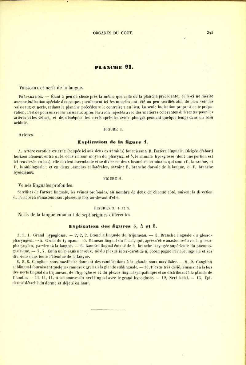 PLANCHE 91. Vaisseaux et nerfs de la langue. Préparation. — Élant à peu de chose près la même que celle de la planche précédente, celle-ci ne mérite aucune indication spéciale des coupes ; seulement ici les muscles ont été un peu sacrifiés afin de bien voir les vaisseaux et nerfs, et dans la planche précédente le contraire a eu lieu. La seule indication propre à celte prépa- ration, c’est de poursuivre les vaisseaux après les avoir injectés avec des matières colorantes différentes pour les artères et les veines, et de disséquer les nerfs après les avoir plongés pendant quelque temps dans un bain acidulé. FIGURE 1. Artères. Explication de la figure 1. A. Artère carotide externe (coupée ici aux deux extrémités) fournissant, B, Tarière linguale. Dirigée d’abord horizontalement entre a, le constricteur moyen du pharynx, et b, le muscle hyo-glosse (dont une portion est ici renversée en bas), elle devient ascendante et se divise en deux branches terminales qui sont : C, la ranine, et D, la sublinguale ; et en deux branches collatérales, savoir: E, branche dorsale de la langue, et F, branche hyoïdienne. FIGURE 2. Veines linguales profondes. Satellites de l’artère linguale, les veines profondes, au nombre de deux de chaque côté, suivent la direction de Tarière en s’anastomosant plusieurs fois au-devant d’elle. FIGURES 3, l et 3. Nerfs de la langue émanant de sept origines différentes. Explication «les figures 3, h et 5. 1, 1, 1. Grand hypoglosse. — 2, 2, 2. Branche linguale du trijumeau. — 3. Branche linguale du glosso- pharyngien. —l\. Corde du tympan. — 5. Rameau lingual du facial, qui, après s’être anastomosé avec le glosso- pharyngien, parvient à la langue. — G. Rameau lingual émané de la branche laryngée supérieure du pneumo- gastrique. — 7, 7. Enfin un plexus nerveux, né du plexus inter-carotidien, accompagne Tarière linguale et ses divisions dans toute l’étendue de la langue. 8, 8, 8. Ganglion sous-maxillaire donnant des ramifications à la glande sous-maxillaire. — 9, 9. Ganglion sublingual fournissantquelques rameaux grêles à la glande sublinguale. — 10. Plexus très délié, émanant à la fois des nerfs lingual du trijumeau, de l’hypoglosse et du plexus lingual sympathique et se distribuant à la glande de Blandin. — 11, 11, 11. Anastomoses du nerf lingual avec le grand hypoglosse. — 12, Nerf facial. — 13. Épi- derme détaché du derme et déjeté en haut.