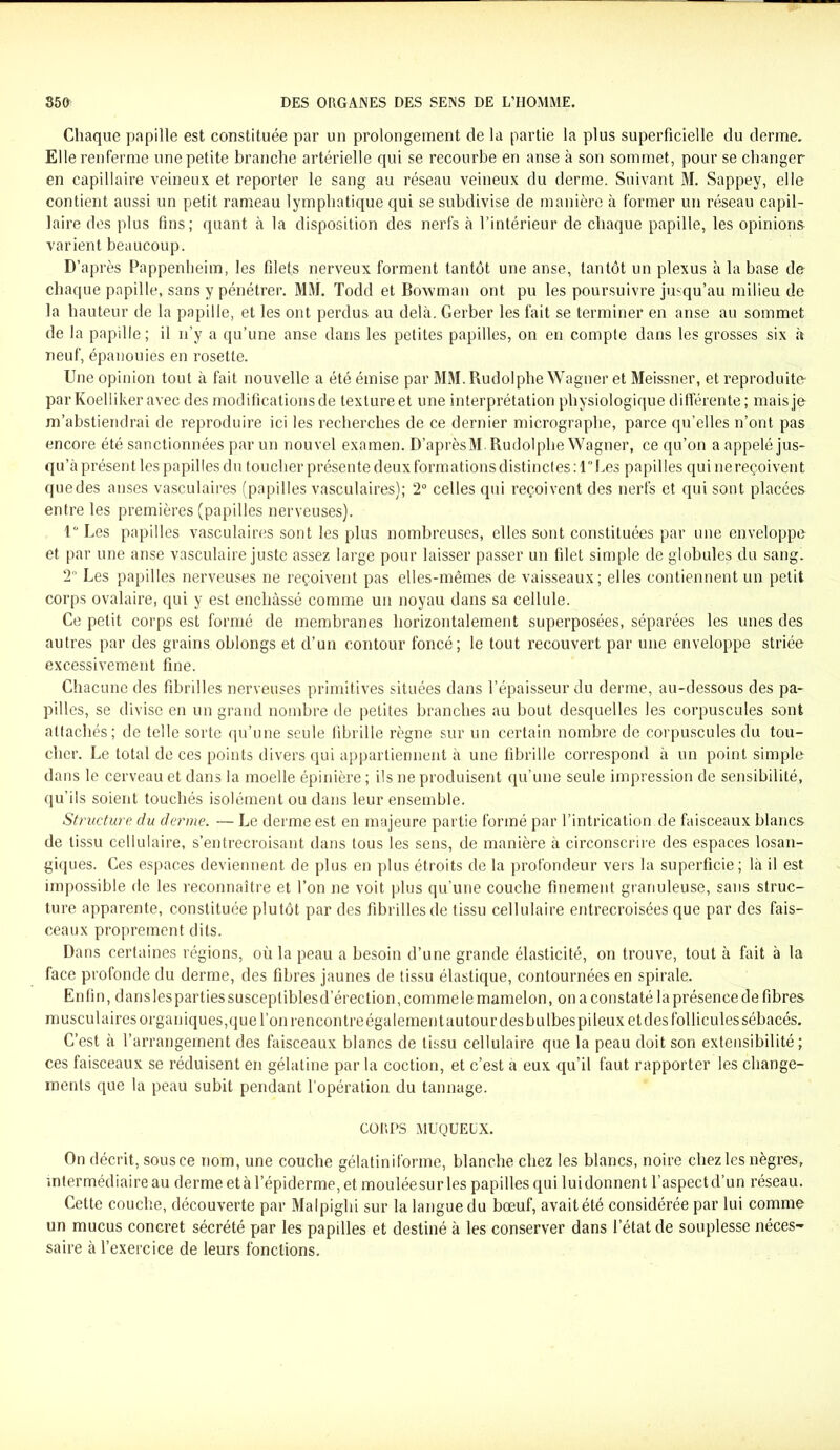 Chaque papille est constituée par un prolongement de la partie la plus superficielle du derme. Elle renferme une petite branche artérielle qui se recourbe en anse à son sommet, pour se changer en capillaire veineux et reporter le sang au réseau veineux du derme. Suivant M. Sappey, elle contient aussi un petit rameau lymphatique qui se subdivise de manière à former un réseau capil- laire des plus fins; quant à la disposition des nerfs à l’intérieur de chaque papille, les opinions varient beaucoup. D’après Pappenheim, les filets nerveux forment tantôt une anse, tantôt un plexus à la base de chaque papille, sans y pénétrer. MM. Todd et Bowman ont pu les poursuivre jusqu’au milieu de la hauteur de la papille, et les ont perdus au delà. Gerber les fait se terminer en anse au sommet de la papille; il n’y a qu’une anse dans les petites papilles, on en compte dans les grosses six à neuf, épanouies en rosette. Une opinion tout à fait nouvelle a été émise par MM. Rudolphe Wagner et Meissner, et reproduite- par Koelliker avec des modifications de texture et une interprétation physiologique différente ; mais je m’abstiendrai de reproduire ici les recherches de ce dernier micrographe, parce qu’elles n’ont pas encore été sanctionnées par un nouvel examen. D’aprèsM. Rudolphe Wagner, ce qu’on a appelé jus- qu’à présent les papilles du toucher présente deux formations distinctes :1 Les papilles qui ne reçoivent quedes anses vasculaires (papilles vasculaires); 2° celles qui reçoivent des nerfs et qui sont placées entre les premières (papilles nerveuses). 1° Les papilles vasculaires sont les plus nombreuses, elles sont constituées par une enveloppe et par une anse vasculaire juste assez large pour laisser passer un filet simple de globules du sang. 2 Les papilles nerveuses ne reçoivent pas elles-mêmes de vaisseaux; elles contiennent un petit corps ovalaire, qui y est enchâssé comme un noyau dans sa cellule. Ce petit corps est formé de membranes horizontalement superposées, séparées les unes des autres par des grains oblongs et d’un contour foncé; le tout recouvert par une enveloppe striée excessivement fine. Chacune des fibrilles nerveuses primitives situées dans l’épaisseur du derme, au-dessous des pa- pilles, se divise en un grand nombre de petites branches au bout desquelles les corpuscules sont attachés; de telle sorte qu’une seule fibrille règne sur un certain nombre de corpuscules du tou- cher. Le total de ces points divers qui appartiennent à une fibrille correspond à un point simple dans le cerveau et dans la moelle épinière; ils ne produisent qu’une seule impression de sensibilité, qu’ils soient touchés isolément ou dans leur ensemble. Structure du derme. — Le derme est en majeure partie formé par l’intrication de faisceaux blancs de tissu cellulaire, s’entrecroisant dans tous les sens, de manière à circonscrire des espaces losan- giques. Ces espaces deviennent de plus en plus étroits de la profondeur vers la superficie ; là il est impossible de les reconnaître et l’on ne voit plus qu’une couche finement granuleuse, sans struc- ture apparente, constituée plutôt par des fibrilles de tissu cellulaire entrecroisées que par des fais- ceaux proprement dits. Dans certaines régions, où la peau a besoin d’une grande élasticité, on trouve, tout à fait à la face profonde du derme, des fibres jaunes de tissu élastique, contournées en spirale. Enfin, dans les parties susceptibles d’érection, comme le mamelon, on a constaté la présence de fibres musculaires organiques,que l’on rencontre également au tour des bulbes pi leux et des follicules sébacés. C’est à l’arrangement des faisceaux blancs de tissu cellulaire que la peau doit son extensibilité; ces faisceaux se réduisent en gélatine par la coction, et c’est a eux qu’il faut rapporter les change- ments que la peau subit pendant l’opération du tannage. CORPS MUQUEUX. On décrit, sous ce nom, une couche gélatiniforme, blanche chez les blancs, noire chez les nègres, intermédiaire au derme et à l’épiderme, et mouléesurles papilles qui lui donnent l’aspect d’un réseau. Cette couche, découverte par MaIpighi sur la langue du bœuf, avaitété considérée par lui comme un mucus concret sécrété par les papilles et destiné à les conserver dans l’état de souplesse néces- saire à l’exercice de leurs fonctions.