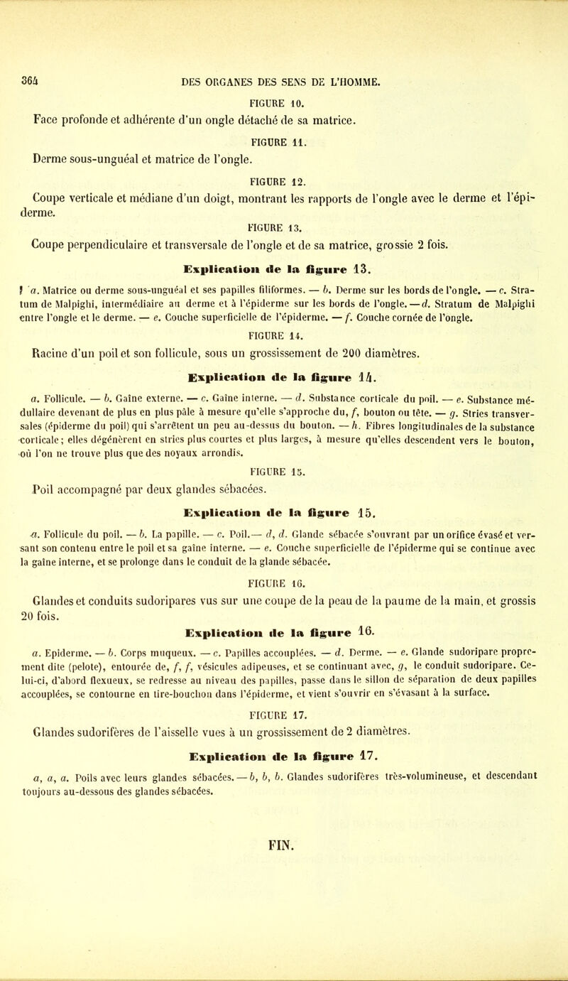 FIGURE 10. Face profonde et adhérente d'un ongle détaché de sa matrice. FIGURE 11. Derme sous-unguéal et matrice de l’ongle. FIGURE 12. Coupe verticale et médiane d’un doigt, montrant les rapports de l’ongle avec le derme et l’épi- derme. FIGURE 13. Coupe perpendiculaire et transversale de l’ongle et de sa matrice, grossie 2 fois. Explication «le la figure 13. ? a. Matrice ou derme sous-unguéal et ses papilles filiformes. — b. Derme sur les bords de l’ongle. — c. Stra- tum de Malpighi, intermédiaire au derme et 5 l’épiderme sur les bords de l’ongle. — d. Stratum de Malpiglii entre l’ongle et le derme. — e. Couche superficielle de l’épiderme. — f. Couche cornée de l’ongle. FIGURE 14. Racine d’un poil et son follicule, sous un grossissement de 200 diamètres. Explication «le la figure \h. a. Follicule. — b. Gaine externe. — c. Gaine interne. — d. Substance corticale du poil. — e. Substance mé- dullaire devenant de plus en plus pâle à mesure qu’elle s’approche du, f, bouton ou tête. — g. Stries transver- sales (épiderme du poil) qui s’arrêtent un peu au-dessus du bouton. — h. Fibres longitudinales de la substance •corticale; elles dégénèrent en stries plus courtes et plus larges, à mesure qu’elles descendent vers le bouton, •où l’on ne trouve plus que des noyaux arrondis. FIGURE 15. Poil accompagné par deux glandes sébacées. Explication «le la figure 15. fl. Follicule du poil. —b. La papille. — c. Poil.— d, d. Glande sébacée s’ouvrant par un orifice évasé et ver- sant son contenu entre le poil et sa gaine interne. — e. Couche superficielle de l’épiderme qui se continue avec la gaine interne, et se prolonge dans le conduit de la glande sébacée. FIGURE 16. Glandes et conduits sudoripares vus sur une coupe de la peau de la paume de la main, et grossis 20 fois. Explication «le la figure 16. a. Epiderme. — b. Corps muqueux. —c. Papilles accouplées. — d. Derme. — e. Glande sudoripare propre- ment dite (pelote), entourée de, f, f, vésicules adipeuses, et se continuant avec, g, le conduit sudoripare. Ce- lui-ci, d’abord flexueux, se redresse au niveau des papilles, passe dans le sillon de séparation de deux papilles accouplées, se contourne en tire-bouchon dans l’épiderme, et vient s’ouvrir en s’évasant à la surface. FIGURE 17. Glandes sudorifères de l’aisselle vues à un grossissement de 2 diamètres. Explication «le la figure 17. a, a, a. Poils avec leurs glandes sébacées. — b, b, b. Glandes sudorifères très-volumineuse, et descendant toujours au-dessous des glandes sébacées. FIN.