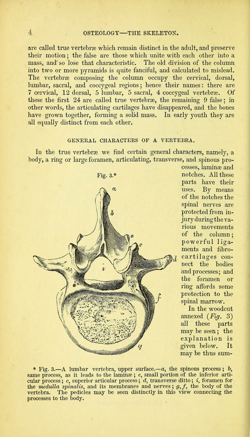 are called true vertebrae which remain distinct in the adult, and preserve their motion; the false are those which unite with each other into a mass, and so lose that characteristic. The old division of the column into two or more pyramids is quite fanciful, and calculated to mislead. The vertebrae composing the column occupy the cervical, dorsal, lumbar, sacral, and coccygeal regions; hence their names: there are 7 cervical, 12 dorsal, 5 lumbar, 5 sacral, 4 coccygeal vertebrae. Of these the first 24 are called time vertebrae, the remaining 9 false; in other words, the articulating cartilages have disappeared, and the bones have grown together, forming a solid mass. In early youth they are all equally distinct from each other. GENERAL CHARACTERS OP A VERTEBRA. In the true vertebrae we find certain general characters, namely, a body, a ring or large foramen, articulating, transverse, and spinous pro- cesses, laminae and Fig. 3.* notches. All these parts have their uses. By means of the notches the spinal nerves are protected from in- jury during the va- rious movements of the column; powerful liga- ments and fibro- cartilages con- nect the bodies and processes; and the foramen or ring affords some protection to the spinal marrow. In the woodcut annexed {Fig. 3) all these parts may be seen; the explanation is given below. It may be thus sum- * Fig. 3.—A lumbar vertebra, upper surface.—a, the spinous process; 5, same process, as it leads to the laminae ; e, small portion of the inferior arti- cular process; c, superior articular process; d, transverse ditto; i, foramen for the medulla spinalis, and its membranes and nerves; g, f, the body of the vertebra. The pedicles may be seen distinctly in this view connecting the processes to the body.