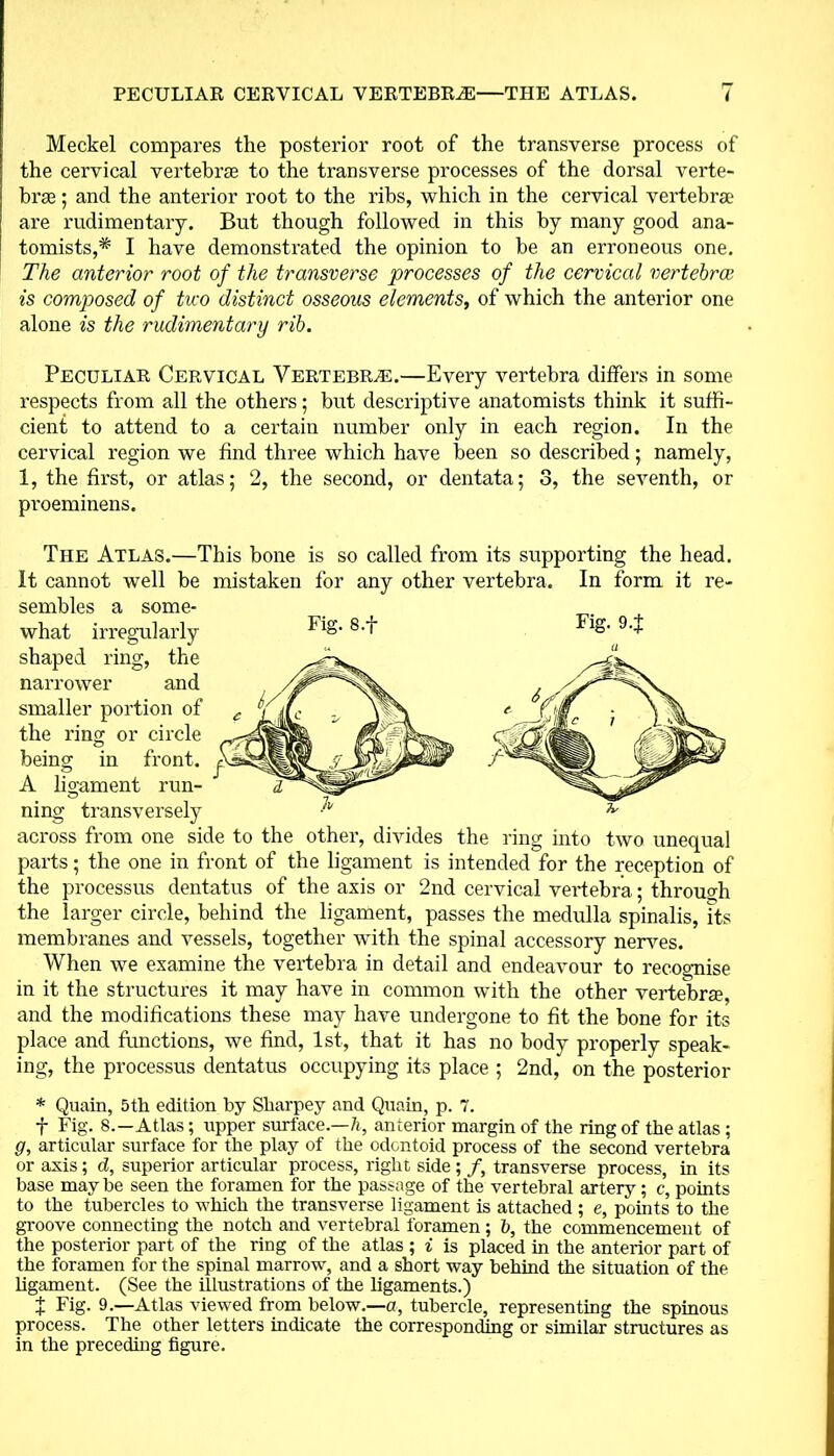 PECULIAR CERVICAL VERTEBRAE—THE ATLAS. Meckel compares the posterior root of the transverse process of the cervical vertebrae to the transverse processes of the dorsal verte- brae ; and the anterior root to the ribs, which in the cervical vertebrae are rudimentary. But though followed in this by many good ana- tomists,* I have demonstrated the opinion to be an erroneous one. The anterior root of the transverse processes of the cervical vertebrai is composed of two distinct osseous elements, of which the anterior one alone is the rudimentary rib. Peculiar Cervical Vertebra:.—Every vertebra differs in some respects from all the others; but descriptive anatomists think it suffi- cient to attend to a certain number only in each region. In the cervical region we find three which have been so described; namely, 1, the first, or atlas; 2, the second, or dentata; 3, the seventh, or pi'oeminens. Fig. 8.f Fig. 9 + The Atlas.—This bone is so called from its supporting the head. It cannot well be mistaken for any other vertebra. In form it re- sembles a some- what irregularly shaped ring, the narrower and smaller portion of the ring or circle being in front. A ligament run- ning transversely across from one side to the other, divides the ring into two unequal parts; the one in front of the ligament is intended for the reception of the processus dentatus of the axis or 2nd cervical vertebra; through the larger circle, behind the ligament, passes the medulla spinalis, its membranes and vessels, together with the spinal accessory nerves. When we examine the vertebra in detail and endeavour to recognise in it the structures it may have in common with the other vertebra, and the modifications these may have undergone to fit the bone for its place and functions, we find, 1st, that it has no body properly speak- ing, the processus dentatus occupying its place ; 2nd, on the posterior * Quain, 5th edition by Sharpey and Quain, p. 7. f Fig. 8.—Atlas; upper surface— h, anterior margin of the ring of the atlas; g, articular surface for the play of the odontoid process of the second vertebra or axis; d, superior articular process, right side ; /, transverse process, in its base maybe seen the foramen for the passage of the vertebral artery; c, points to the tubercles to which the transverse ligament is attached ; e, points to the groove connecting the notch and vertebral foramen ; b, the commencement of the posterior part of the ring of the atlas ; i is placed in the anterior part of the foramen for the spinal marrow, and a short way behind the situation of the ligament. (See the illustrations of the ligaments.) t Fig. 9.—Atlas viewed from below.—a, tubercle, representing the spinous process. The other letters indicate the corresponding or similar structures as in the preceding figure.