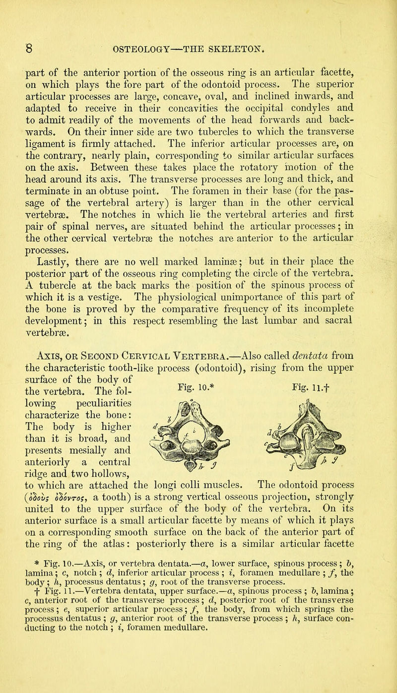 part of the anterior portion of the osseous ring is an articular facette, on which plays the fore part of the odontoid process. The superior articular processes are large, concave, oval, and inclined inwards, and adapted to receive in their concavities the occipital condyles and to admit readily of the movements of the head forwards and back- wards. On their inner side are two tubercles to which the transverse ligament is firmly attached. The inferior articular processes are, on the contrary, nearly plain, corresponding to similar articular surfaces on the axis. Between these takes place the rotatory inotion of the head around its axis. The transverse processes are long and thick, and terminate in an obtuse point. The foramen in their base (for the pas- sage of the vertebral artery) is larger than in the other cervical vertebrae. The notches in which lie the vertebral arteries and first pair of spinal nerves, are situated behind the articular processes; in the other cervical vertebrae the notches are anterior to the articular processes. Lastly, there are no well marked laminae; but in their place the posterior part of the osseous ring completing the circle of the vertebra. A tubercle at the back marks the position of the spinous process of which it is a vestige. The physiological unimportance of this part of the bone is proved by the comparative frequency of its incomplete development; in this respect resembling the last lumbar and sacral vertebrae. Axis, or Second Cervical Vertebra.—Also called dentata from the characteristic tooth-like process (odontoid), rising from the upper surface of the body of - Fig. 10 * Fig. ll.f the vertebra. The fol- lowing peculiarities characterize the bone: The body is higher than it is broad, and presents mesially and anteriorly a central ridge and two hollows, to which are attached the longi colli muscles. (obov; ob'ovTos, a tooth) is a strong vertical osseous projection, strongly united to the upper surface of the body of the vertebra. On its anterior surface is a small articular facette by means of which it plays on a corresponding smooth surface on the back of the anterior part of the ring of the atlas: posteriorly there is a similar articular facette The odontoid process * Fig. 10.—Axis, or vertebra dentata.—a, lower surface, spinous process; b, lamina; c, notch ; d, inferior articular process ; i, foramen medullare ; f, the body ; h, processus dentatus; g, root of the transverse process. f Fig. 11.—Vertebra dentata, upper surface.—a, spinous process ; b, lamina; c, anterior root of the transverse process; d, posterior root of the transverse process; e, superior articular process; f, the body, from which springs the processus dentatus ; g, anterior root of the transverse process ; h, surface con- ducting to the notch ; i, foramen medullare.