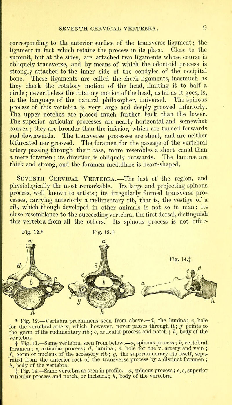 corresponding to the anterior surface of the transverse ligament; the ligament in fact which retains the process in its place. Close to the summit, but at the sides, are attached two ligaments whose course is obliquely transverse, and by means of which the odontoid process is strongly attached to the inner side of the condyles of the occipital bone. These ligaments are called the check ligaments, inasmuch as they check the rotatory motion of the head, limiting it to half a circle; nevertheless the rotatory motion of the head, as far as it goes, is, in the language of the natural philosopher, universal. The spinous process of this vertebra is very large and deeply grooved interiorly. The upper notches are placed much further back than the lower. The superior articular processes are nearly horizontal and somewhat convex; they are broader than the inferior, which are turned forwards and downwards. The transverse processes are short, and are neither bifurcated nor grooved. The foramen for the passage of the vertebral artery passing through their base, more resembles a short canal than a mere foramen; its direction is obliquely outwards. The laminae are thick and strong, and the foramen medullare is heart-shaped. Seventh Cervical Vertebra.—The last of the region, and physiologically the most remarkable. Its large and projecting spinous process, well known to artists; its irregularly formed transverse pro- cesses, carrying anteriorly a rudimentary rib, that is, the vestige of a rib, which though developed in other animals is not so in man; its close resemblance to the succeeding vertebra, the first dorsal, distinguish this vertebra from all the others. Its spinous process is not bifur- Fig. 12 * Fig. I3.f * Fig. 12.—Vertebra proeminens seen from above.—d, the lamina; e, hole for the vertebral artery, which, however, never passes through it; f points to the germ of the rudimentary rib ; c, articular process and notch ; h, body of the vertebra. -f- Fig. 13.—Same vertebra, seen from below.—a, spinous process; b, vertebral foramen; c, articular process; d, lamina; e, hole for the v. artery and vein ; /, germ or nucleus of the accessory rib; g, the supernumerary rib itself, sepa- rated from the anterior root of the transverse process by a distinct foramen ; h, body of the vertebra. + Fig. 14.—Same vertebra as seen in profile.—a, spinous process; c, e, superior articular process and notch, or incisura; h, body of the vertebra.