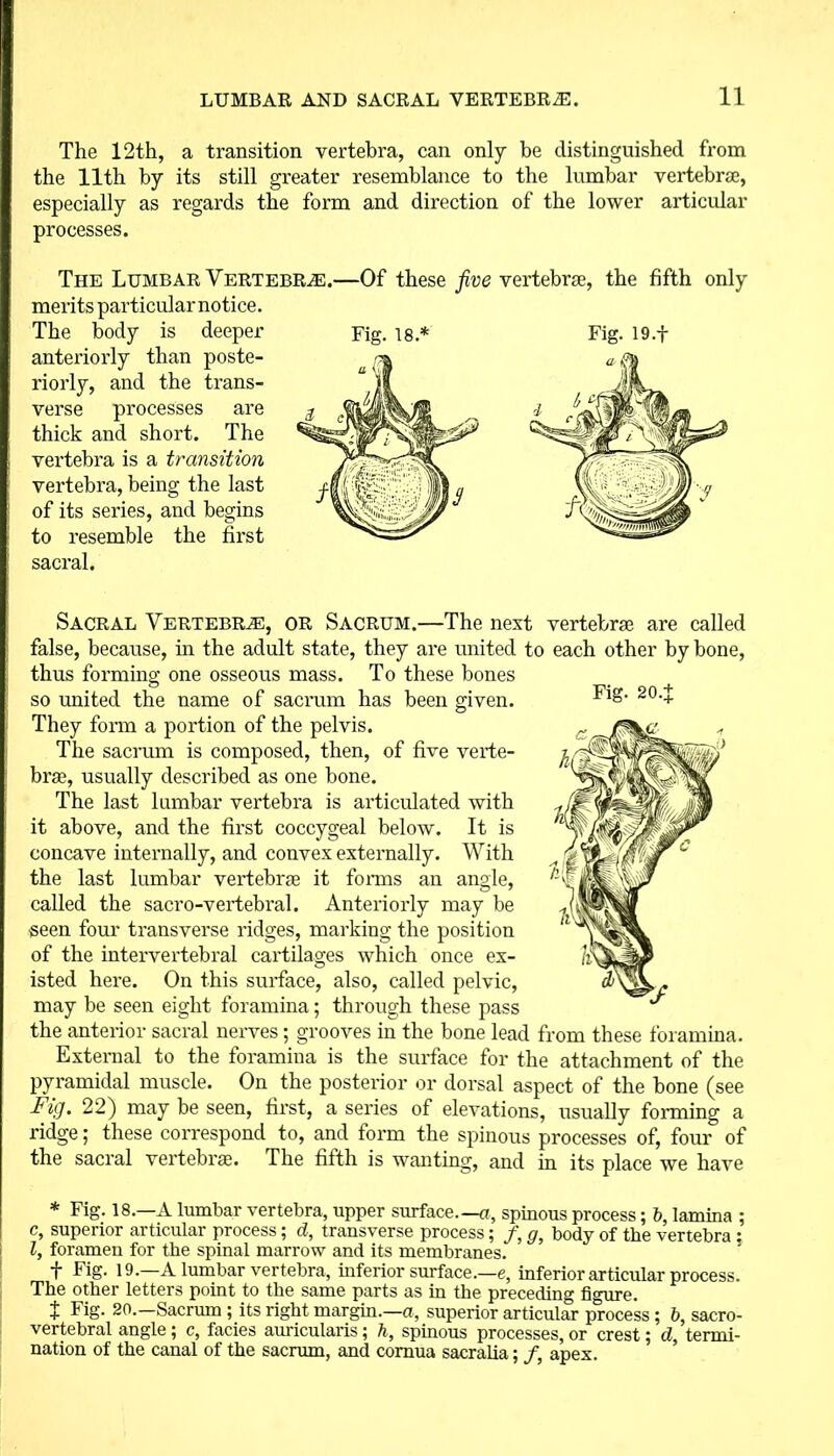 The 12th, a transition vertebra, can only be distinguished from the 11th by its still greater resemblance to the lumbar vertebrae, especially as regards the form and direction of the lower articular processes. The Lumbar Vertebrae.—Of these five vertebrae, the fifth only merits particular notice. anteriorly than poste- riorly, and the trans- verse processes are thick and short. The vertebra is a transition vertebra, being the last of its series, and begins to resemble the first sacral. Sacral Vertebrae, or Sacrum.—The next vertebrae are called false, because, in the adult state, they are united to each other by bone, thus forming one osseous mass. To these bones so united the name of sacrum has been given. 20,+ They form a portion of the pelvis. The sacrum is composed, then, of five verte- brae, usually described as one bone. The last lumbar vertebra is articulated with it above, and the first coccygeal below. It is concave internally, and convex externally. With the last lumbar vertebrae it forms an angle, called the sacro-vertebral. Anteriorly may be seen four transverse ridges, marking the position of the intervertebral cartilages which once ex- isted here. On this surface, also, called pelvic, may be seen eight foramina; through these pass the anterior sacral nerves; grooves in the bone lead from these foramina. External to the foramina is the surface for the attachment of the pyramidal muscle. On the posterior or dorsal aspect of the bone (see Fig. 22) may be seen, first, a series of elevations, usually forming a ridge; these correspond to, and form the spinous processes of, four of the sacral vertebrae. The fifth is wanting, and in its place we have * Fig. 18.—A lumbar vertebra, upper surface.—a, spinous process; b, lamina ; c, superior articular process; d, transverse process; /, g, body of the vertebra : l, foramen for the spinal marrow and its membranes. f Fig. 19.—A lumbar vertebra, inferior surface.—e, inferior articular process. The other letters point to the same parts as in the preceding figure. + Fig- 20.—Sacrum ; its right margin.—a, superior articular process; b, sacro- vertebral angle; c, facies auricularis; h, spinous processes, or crest; d, termi- nation of the canal of the sacrum, and cornua sacralia; /, apex.
