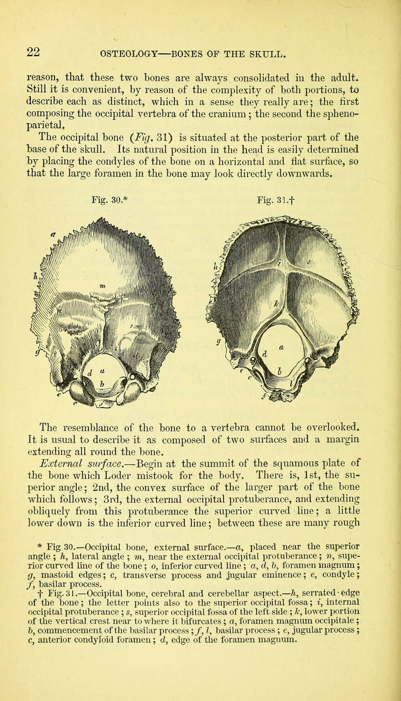 reason, that these two bones are always consolidated in the adult. Still it is convenient, by reason of the complexity of both portions, to describe each as distinct, which in a sense they really are; the first composing the occipital vertebra of the cranium; the second the spheno- parietal, The occipital bone (Fig. 31) is situated at the posterior part of the base of the skull. Its natural position in the head is easily determined by placing the condyles of the bone on a horizontal and flat surface, so that the large foramen in the bone may look directly downwards. Fig. 30.* Fig. 31.f The resemblance of the bone to a vertebra cannot be overlooked. It is usual to describe it as composed of two surfaces and a margin extending all round the bone. External surface.—Begin at the summit of the squamous plate of the bone which Loder mistook for the body. There is, 1st, the su- perior angle; 2nd, the convex surface of the larger part of the bone which follows; 3rd, the external occipital protuberance, and extending obliquely from this protuberance the superior curved line; a little lower down is the inferior curved line; between these are many rough * Fig 30.—Occipital bone, external surface.—a, placed near the superior angle ; h, lateral angle ; m, near the external occipital protuberance; n, supe- rior curved line of the bone ; o, inferior curved line ; a, d, b, foramen magnum; g, mastoid edges; c, transverse process and jugular eminence; e, condyle; f, basilar process. f Fig. 31.—Occipital bone, cerebral and cerebellar aspect.—h, serrated • edge of the bone; the letter points also to the superior occipital fossa; i, internal occipital protuberance ; s, superior occipital fossa of the left side ; k, lower portion of the vertical crest near to where it bifurcates; a, foramen magnum occipitale ; b, commencement of the basilar process; /, l, basilar process ; e, jugular process; c, anterior condyloid foramen; d, edge of the foramen magnum.