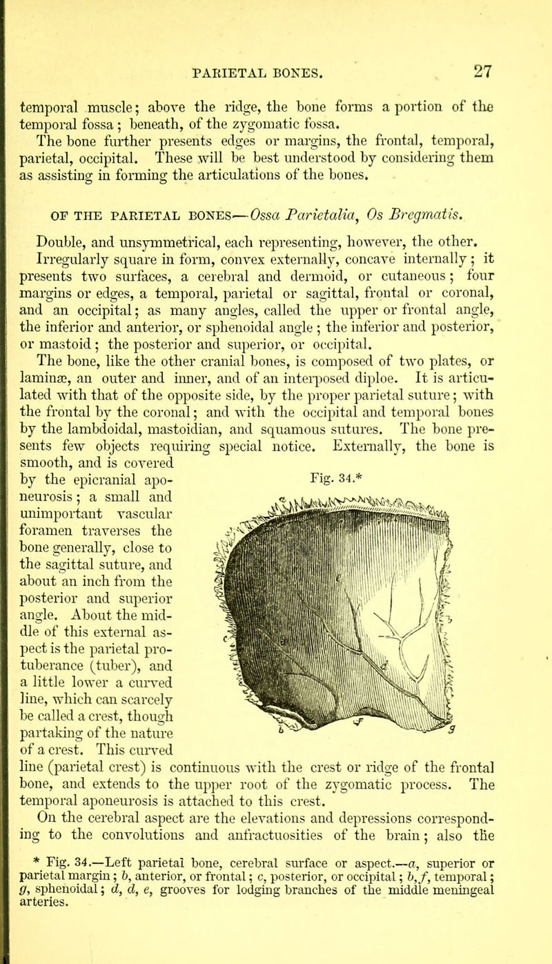 temporal muscle; above the ridge, the bone forms a portion of the temporal fossa ; beneath, of the zygomatic fossa. The bone further presents edges or margins, the frontal, temporal, parietal, occipital. These will be best understood by considering them as assisting in forming the articulations of the bones. OP the parietal BONES'—Ossa Parietalia, Os Bregmatis. Double, and unsymmetrical, each representing, however, the other. Irregularly square in form, convex externally, concave internally ; it preseuts two surfaces, a cerebral and dermoid, or cutaneous; four margins or edges, a temporal, parietal or sagittal, frontal or coronal, and an occipital; as many angles, called the upper or frontal angle, the inferior and anterior, or sphenoidal angle ; the inferior and posterior, or mastoid ; the posterior and superior, or occipital. The bone, like the other cranial bones, is composed of two plates, or lamina}, an outer and inner, and of an interposed diploe. It is articu- lated with that of the opposite side, by the proper parietal suture; with the frontal by the coronal; and with the occipital and temporal bones by the lambdoidal, mastoidian, and squamous sutures. The bone pre- sents few objects requiring special notice. Externally, the bone is smooth, and is covered by the epicranial apo- neurosis ; a small and unimportant vascular foramen traverses the bone generally, close to the sagittal suture, and about an inch from the posterior and superior angle. About the mid- die of this external as- pect is the parietal pro- tuberance (tuber), and a little lower a curved line, which can scarcely be called a crest, though partaking of the nature of a crest. This curved line (parietal crest) is continuous with the crest or ridge of the frontal bone, and extends to the upper root of the zygomatic process. The temporal aponeurosis is attached to this crest. On the cerebral aspect are the elevations and depressions correspond- ing to the convolutions and anfractuosities of the brain; also the * Fig. 34.—Left parietal bone, cerebral surface or aspect.—a, superior or parietal margin; b, anterior, or frontal; c, posterior, or occipital; b,f, temporal; g, sphenoidal; d, d, e, grooves for lodging branches of the middle meningeal arteries.