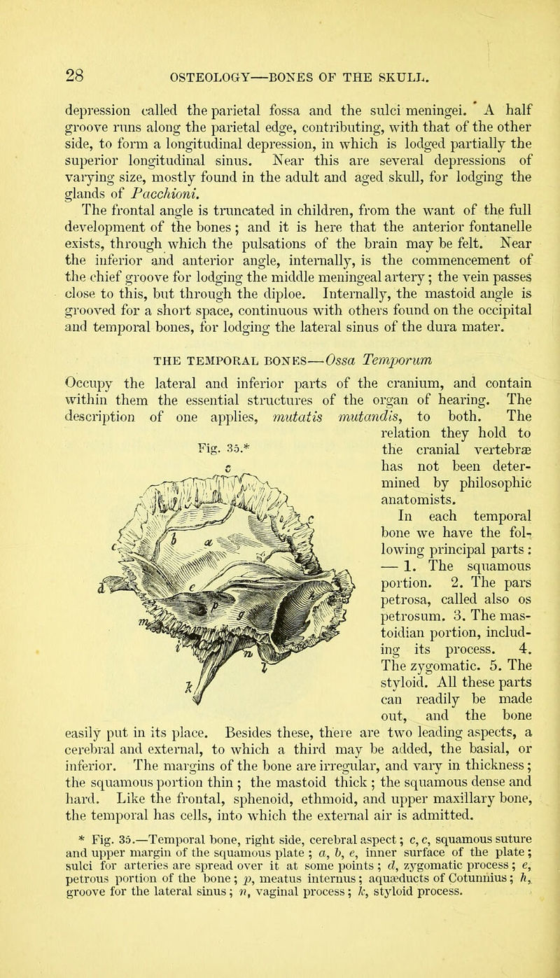 depression called the parietal fossa and the sulci meningei. A half groove runs along the parietal edge, contributing, with that of the other side, to form a longitudinal depression, in which is lodged partially the superior longitudinal sinus. Near this are several depressions of varying size, mostly found in the adult and aged skull, for lodging the glands of Pacchioni. The frontal angle is truncated in children, from the want of the full development of the hones; and it is here that the anterior fontanelle exists, through which the pulsations of the brain may be felt. Near the inferior and anterior angle, internally, is the commencement of the chief groove for lodging the middle meningeal artery; the vein passes close to this, but through the diploe. Internally, the mastoid angle is grooved for a short space, continuous with others found on the occipital and temporal bones, for lodging the lateral sinus of the dura mater. the temporal bones—Ossa Temporum Occupy the lateral and inferior parts of the cranium, and contain within them the essential structures of the organ of hearing. The description of one applies, mutatis mutandis, to both. The relation they hold to the cranial vertebra has not been deter- mined by philosophic anatomists. In each temporal bone we have the fol- lowing principal parts: — 1. The squamous portion. 2. The pars petrosa, called also os petrosum. 3. The mas- toidian portion, includ- ing its process. 4. The zygomatic. 5. The styloid. All these parts can readily be made out, and the bone easily put in its place. Besides these, there are two leading aspects, a cerebral and external, to which a third may be added, the basial, or inferior. The margins of the bone are irregular, and vary in thickness ; the squamous portion thin ; the mastoid thick ; the squamous dense and hard. Like the frontal, sphenoid, ethmoid, and upper maxillary bone, the temporal has cells, into which the external air is admitted. * Fig. 35.—Temporal bone, right side, cerebral aspect; c, c, squamous suture and upper margin of the squamous plate ; a, b, e, inner surface of the plate ; sulci for arteries are spread over it at some points; d, zygomatic process; e, petrous portion of the bone; p, meatus internus; aquteducts of Cotunnius; h, groove for the lateral sinus; n, vaginal process; k, styloid process.