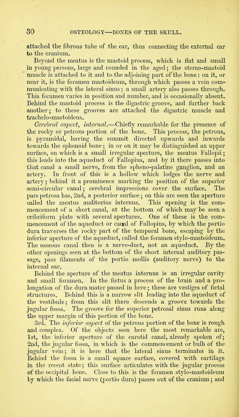 attached the fibrous tube of the ear, thus connecting the external ear to the cranium. Beyond the meatus is the mastoid process, which is flat and small in young persons, large and rounded in the aged; the sterno-mastoid muscle is attached to it and to the adjoining part of the bone: on it, or near it, is the foramen mastoideum, through which passes a vein com- municating with the lateral sinus; a small artery also passes through. This foramen varies in position and number, and is occasionally absent. Behind the mastoid process is the digastric groove, and further back another; to these grooves are attached the digastric muscle and trachelo-mastoideus. Cerebral aspect, internal.—Chiefly remarkable for the presence of the rocky or petrous portion of the bone. This process, the petrous, is pyramidal, having the summit directed upwards and inwards towards the sphenoid bone; in or on it may be distinguished an upper surface, on which is a small irregular aperture, the meatus Fallopii; this leads into the aqueduct of Fallopius, and by it there passes into that canal a small nerve, from the spheno-palatine ganglion, and an artery. In front of this is a hollow which lodges the nerve and artery; behind it a prominence marking the position of the superior semi-circular canal; cerebral impressions cover the surface. The pars petrosa has, 2nd, a posterior surface; on this are seen the aperture called the meatus auditorius intemus. This opening is the com- mencement of a short canal, at the bottom of which may be seen a cribriform plate with several apertures. One of these is the com- mencement of the aqueduct or cai^al of Fallopius, by which the portio dura traverses the rocky part of the temporal bone, escaping by the inferior aperture of the aqueduct, called the foramen stylo-mastoideum. The osseous canal then is a nerve-duct, not an aqueduct. By the other openings seen at the bottom of the short internal auditory pas- sage, pass filaments of the portio mollis (auditory nerve) to the internal ear. Behind the aperture of the meatus internus is an irregular cavity and small foramen. In the foetus a process of the brain and a pro- longation of the dura mater passed in here; these are vestiges of foetal structures. Behind this is a narrow slit leading into the aqueduct of the vestibule; from this slit there descends a groove towards the jugular fossa. The groove for the superior petrosal sinus runs along the upper margin of this portion of the bone. 3rd. The inferior aspect of the petrous portion of the bone is rough and complex. Of the objects seen here the most remarkable are, 1st, the inferior aperture of the carotid canal, already spoken of; 2nd, the jugular fossa, in which is the commencement or bulb of the jugular vein; it is here that the lateral sinus terminates in it. Behind the fossa is a small square surface, covered with cartilage in the recent state; this surface articulates with the jugular process of the occipital bone. Close to this is the foramen stylo-mastoideum by which the facial nerve (portio dura) passes out of the cranium; and