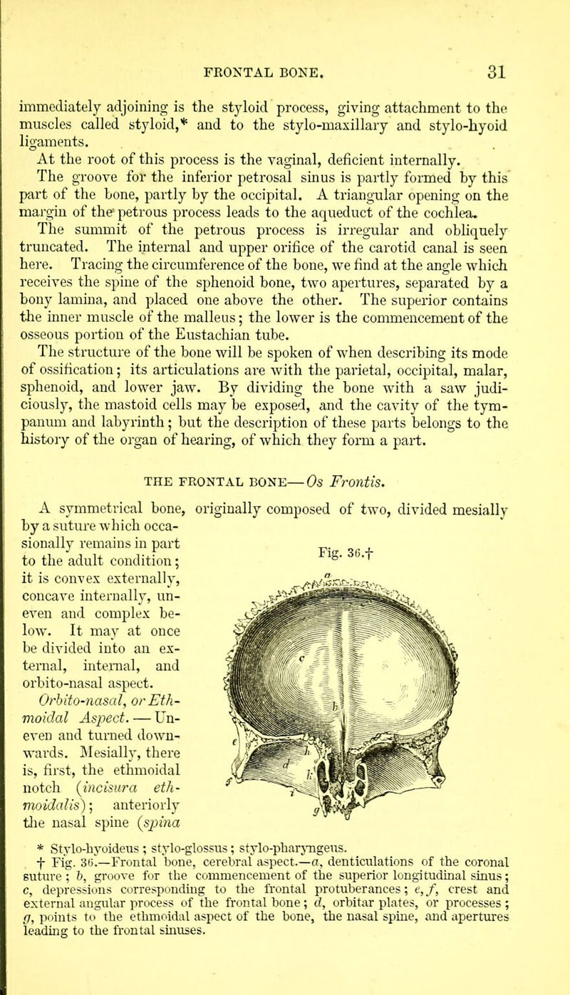 immediately adjoining is the styloid process, giving attachment to the muscles called styloid,* and to the stylo-maxillary and stylo-hyoid ligaments. O • At the root of this process is the vaginal, deficient internally. The groove for the inferior petrosal sinus is partly formed by this part of the hone, partly by the occipital. A triangular opening on the margin of the1 petrous process leads to the aqueduct of the cochlea. The summit of the petrous process is irregular and obliquely truncated. The internal and upper orifice of the carotid canal is seen here. Tracing the circumference of the bone, we find at the angle which receives the spine of the sphenoid bone, two apertures, separated by a bony lamina, and placed one above the other. The superior contains the inner muscle of the malleus; the lower is the commencement of the osseous portion of the Eustachian tube. The structure of the bone will be spoken of when describing its mode of ossification; its articulations are with the parietal, occipital, malar, sphenoid, and lower jaw. By dividing the bone with a saw judi- ciously, the mastoid cells may be exposed, and the cavity of the tym- panum and labyrinth; but the description of these parts belongs to the history of the organ of hearing, of which they form a part. THE FRONTAL BONE—Os FrOntlS. A symmetrical bone, originally composed of two, divided mesiallv by a suture which occa- sionally remains in part to the adult condition; it is convex externally, concave internally, un- even and complex be- low. It may at once be divided into an ex- ternal, internal, and orbito-nasal aspect. Orbito-nasal, or Eth- moidal Aspect. — Un- even and turned down- wards. Mesiallv, there is, first, the ethmoidal notch (incisura eth- mo idol is); anteriorly the nasal spine (spina * Stylo-hyoideus ; stvlo-glossus; stvlo-pharvngeus. t Fig. 3(5.—Frontal bone, cerebral aspect.—a, denticulations of the coronal suture ; b, groove for the commencement of the superior longitudinal sinus; c, depressions corresponding to the frontal protuberances; e,f, crest and external angular process of the frontal bone; d, orbitar plates, or processes ; g, points to the ethmoidal aspect of the bone, the nasal spine, and apertures leading to the frontal sinuses. Fig. 3ti.fi n