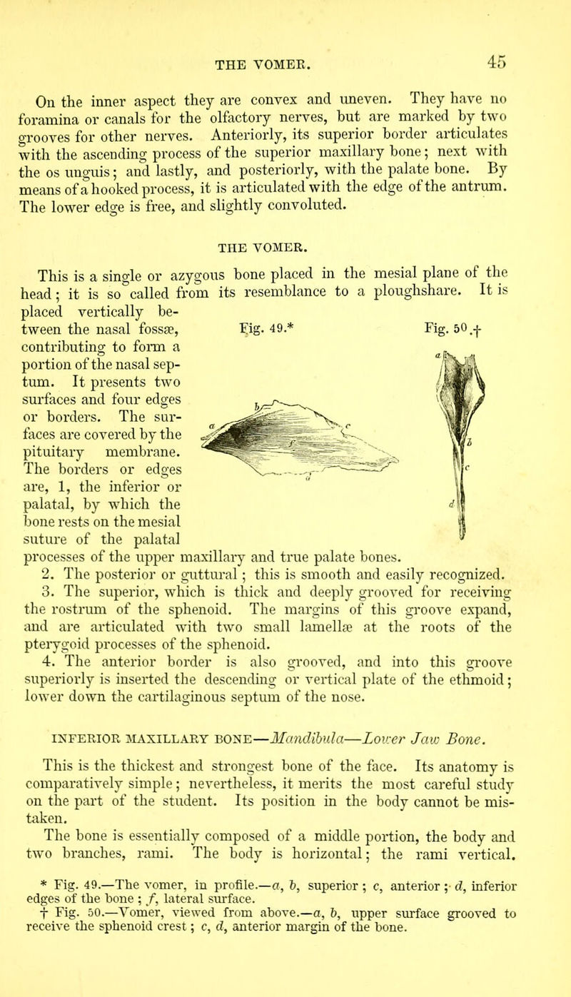 On the inner aspect they are convex and uneven. They have no foramina or canals for the olfactory nerves, but are marked by two grooves for other nerves. Anteriorly, its superior border articulates with the ascending process of the superior maxillary bone; next with the os unguis; and lastly, and posteriorly, with the palate bone. By means of a hooked process, it is articulated with the edge of the antrum. The lower edge is free, and slightly convoluted. THE VOMER. This is a single or azygous bone placed in the mesial plane of the head; it is so called from its resemblance to a ploughshare. It is placed vertically be- tween the nasal fossse, Fig* 49.* contributing to form a portion of the nasal sep- tum. It presents two surfaces and four edges or borders. The sur- faces are covered by the pituitary membrane. The borders or edges are, 1, the inferior or palatal, by which the bone rests on the mesial suture of the palatal processes of the upper maxillary and true palate bones. 2. The posterior or guttural; this is smooth and easily recognized. 3. The superior, which is thick and deeply grooved for receiving the rostrum of the sphenoid. The margins of this groove expand, and are articulated with two small lamellae at the roots of the pterygoid processes of the sphenoid. 4. The anterior border is also grooved, and into this groove superiorly is inserted the descending or vertical plate of the ethmoid; lower down the cartilaginous septum of the nose. inferior maxillary bone—Mandibula—Lower Jaw Bone. This is the thickest and strongest bone of the face. Its anatomy is comparatively simple; nevertheless, it merits the most careful study on the part of the student. Its position in the body cannot be mis- taken. The bone is essentially composed of a middle portion, the body and two branches, rami. The body is horizontal; the rami vertical. * Fig. 49.—The vomer, in profile.—a, b, superior ; c, anterior ;• d, inferior edges of the hone ; f, lateral surface. j Fig. 50.—Vomer, viewed from above.—a, b, upper surface grooved to receive the sphenoid crest; c, d, anterior margin of the hone.