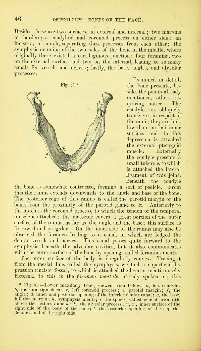 Besides these are two surfaces, an external and internal; two margins or borders; a condyloid and coronoid process on either side; an incisura, or notch, separating these processes from each other; the symphysis or union of the two sides of the bone in the middle, where originally there existed a cartilaginous junction; four foramina, two on the external surface and two on the internal, leading to so many canals for vessels and nerves; lastly, the base, angles, and alveolar processes. Examined in detail, the bone presents, be- sides the points already mentioned, others re- quiring notice. The condyles are obliquely transverse in respect of the rami; they are hol- lowed out on their inner surface, and to this depression is attached the external pterygoid muscle. Externally the condyle presents a small tubercle, to which is attached the lateral ligament of this joint. Beneath the condyle the bone is somewhat contracted, forming a sort of pedicle. From this the ramus extends downwards to the angle and base of the bone. The posterior edge of this ramus is called the parotid margin of the bone, from the proximity of the parotid gland to it. Anteriorly to the notch is the coronoid process, to which the tendon of the temporal muscle is attached: the masseter covers a great portion of the outer surface of the ramus, as far as the angle and the base; this surface is furrowed and irregular. On the inner side of the ramus may also be observed the foramen leading to a canal, in which are lodged the dentar vessels and nerves. This canal passes quite forward to the symphysis beneath the alveolar cavities, but it also communicates with the outer surface of the bone by openings called foramina menti. The outer surface of the body is irregularly convex. Tracing it from the mesial line, called the symphysis, we find a superficial de- pression (incisor fossa), to which is attached the levator menti muscle. External to this is the foramen mentale, already spoken of; this * Fig. 51.—Lower maxillary bone, viewed from below.—a, left condyle; b, incisura sigmoidea; c, left coronoid process ; e, parotid margin; /, the angle ; d, inner and posterior opening of the inferior dentar canal; p, the base, interior margin; li, symphysis menti; i, the spines, called genoid, are a little above the letters i and h; Jc, the alveolar process; v, m, inner surface of the right side of the body of the bone; /, the posterior opening of the superior dentar canal of the right side. Fig. 51. * h