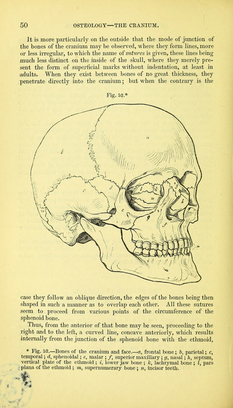 It is more particularly on the outside that the mode of junction of the bones of the cranium may be observed, where they form lines, more or less irregular, to which the name of sutures is given, these lines being much less distinct on the inside of the skull, where they merely pre- sent the form of superficial marks without indentation, at least in adults. When they exist between bones of no great thickness, they penetrate directly into the cranium; but when the contrary is the Fig. 52* case they follow an oblique direction, the edges of the bones being then shaped in such a manner as to overlap each other. All these sutures seem to proceed from various points of the circumference of the sphenoid bone. Thus, from the anterior of that bone may be seen, proceeding to the right and to the left, a curved line, concave anteriorly, which results internally from the junction of the sphenoid bone with the ethmoid, * Fig. 52.—Bones of the cranium and face.—a, frontal bone; b, parietal; c, temporal; d, sphenoidal; e, malar ; f, superior maxillary; g, nasal; h, septum, vertical plate of the ethmoid; i, lower jaw bone ; k, lachrymal bone ; l, pars plana of the ethmoid ; to, supernumerary bone ; n, incisor teeth.