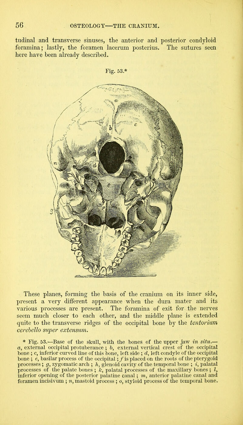 tudinal and transverse sinuses, the anterior and posterior condyloid foramina; lastly, the foramen lacerum posterius. The sutures seen here have been already described. Fig. 53.* These planes, forming the basis of the cranium on its inner side, present a very different appearance when the dura mater and its various processes are present. The foramina of exit for the nerves seem much closer to each other, and the middle plane is extended quite to the transverse ridges of the occipital bone by the tentorium cerebello super extensum. * Fig. 53.—Base of the skull, with the hones of the upper jaw in situ.— a, external occipital protuberance ; b, external vertical crest of the occipital hone ; c, inferior curved line of this hone, left side ; d, left condyle of the occipital hone ; e, basilar process of the occipital; / is placed on the roots of the pterygoid processes ; g, zygomatic arch ; h, glenoid cavity of the temporal hone ; i, palatal processes of the palate hones ; k, palatal processes of the maxillary bones ; l, inferior opening of the posterior palatine canal; m, anterior palatine canal and foramen incisivum ; n, mastoid process; o, styloid process of the temporal bone.