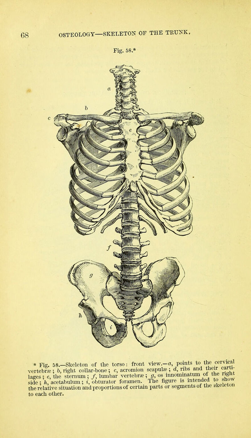 OSTEOLOGY—SKELETON OF THE TRUNK, Fig. 58* * Fig. 58.—Skeleton of the torso: front view.—a, points to the cervical vertebra; b, right collar-bone; c, acromion scapula; d, ribs and their car i lages : e, the sternum; /, lumbar vertebra ; g, os innommatum of the n0nt side ; h, acetabulum; i, obturator foramen. The figure is intended to show the relative situation and proportions of certain parts or segments of the sk to each other.