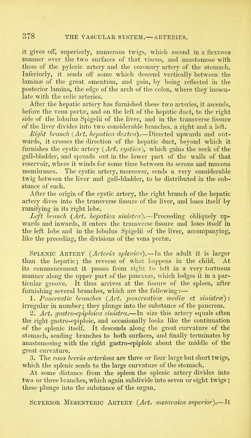 it gives off, superiorly, numerous twigs, which ascend in a flexuous manner over the two surfaces of that viscus, and anastomose with those of the pyloric artery and the coronary artery of the stomach. Inferiorly, it sends off some which descend vertically between the laminae of the great omentum, and gain, by being reflected in the posterior lamina, the edge of the arch of the colon, where they inoscu- late with the colic arteries. After the hepatic artery has furnished these two arteries, it ascends, before the vena portae, and on the left of the hepatic duct, to the right side of the lobulus Spigelii of the liver, and in the transverse fissure of the liver divides into two considerable branches, a right and a left. Right branch {Art. hepatica dextra).—Directed upwards and out- wards, it crosses the direction of the hepatic duct, beyond which it furnishes the cystic artery (Art. cystica), which gains the neck of the gall-bladder, and spreads out in the lower part of the walls of that reservoir, where it winds for some time between its serous and mucous membranes. The cystic artery, moreover, sends a very considerable twig between the liver and gall-bladder, to be distributed in the sub- stance of each. After the origin of the cystic artery, the right branch of the hepatic artery dives into the transverse fissure of the liver, and loses itself by ramifying in its right lobe. Left branch (Art. hepatica sinistra).—Proceeding obliquely up- wards and inwards, it enters the transverse fissure and loses itself in the left lobe and in the lobulus Spigelii of the liver, accompanying, like the preceding, the divisions of the vena portae. Splenic Artery (Arteria splenica).—In the adult it is larger than the hepatic; the reverse of what happens in the child. At its commencement it passes from right to left in a very tortuous manner along the upper part of the pancreas, which lodges it in a par- ticular groove. It thus arrives at the fissure of the spleen, after furnishing several branches, which are the following:— 1. Pancreatic branches (Art. pancreaticce mediae et sinistrce) : irregular in number; they plunge into the substance of the pancreas. 2. Art. g astro-epiploic a sinistra.—In size this artery equals often the right gastro-epiploic, and occasionally looks like the continuation of the splenic itself. It descends along the great curvature of the stomach, sending branches to both surfaces, and finally terminates by anastomosing with the right gastro-epiploic about the middle of the great curvature. 3. The vasa brevia arteriosa are three or four large but short twigs, which the splenic sends to the large curvature of the stomach. At some distance from the spleen the splenic artery divides into two or three branches, which again subdivide into seven or eight twigs ; these plunge into the substance of the organ. Superior Mesenteric Artery (Art. mesaraica superior).—It