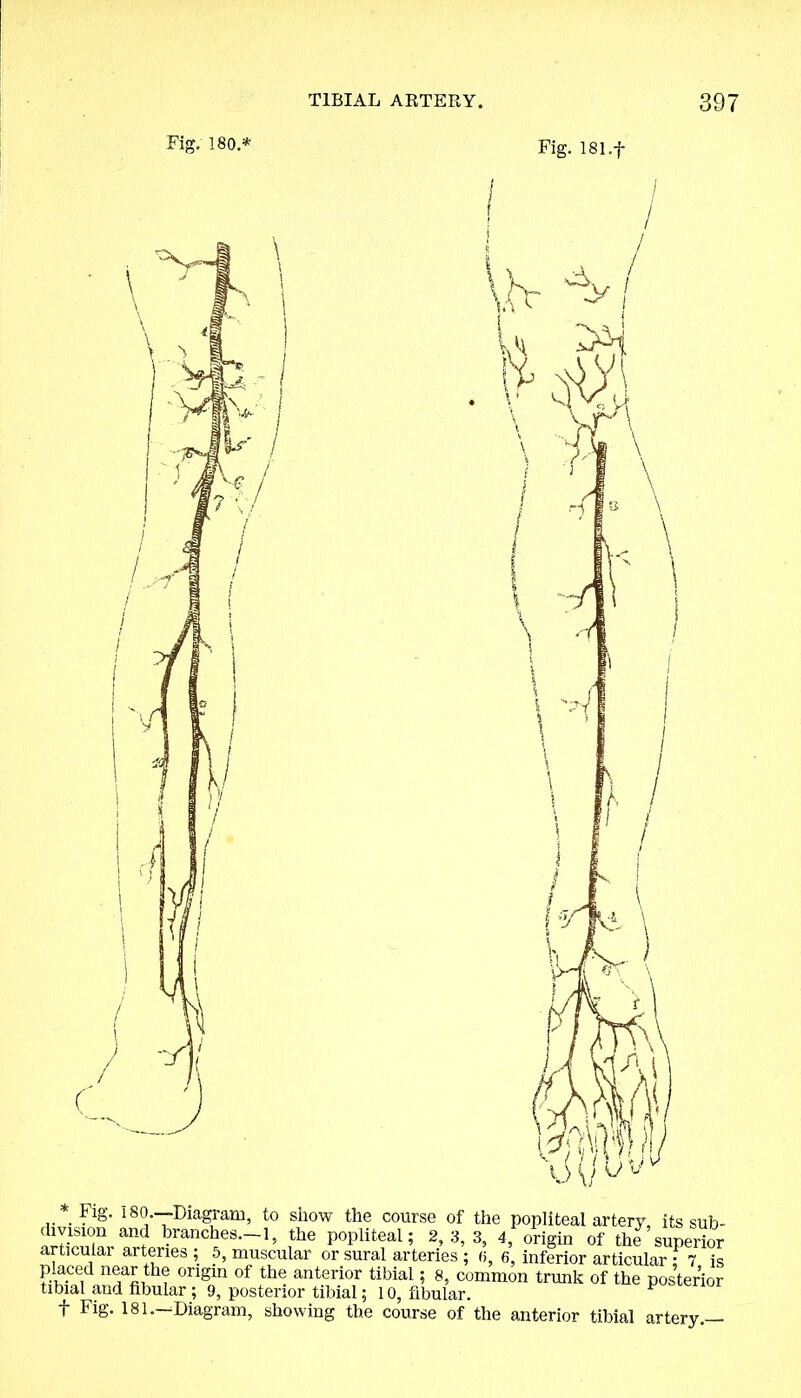 * Fig. i 80.—Diagram, to show the course of the popliteal artery, its sub- division and branches. 1, the popliteal; 2,3,3, 4, origin of the superior articular arteries ; 5, muscular or sural arteries ; 6, 6, inferior articular ; 7 is placed near the origin of the anterior tibial; 8, common trunk of the posterior tibial and fibular ; 9, posterior tibial; 10, fibular. F f Fig. 181.—Diagram, showing the course of the anterior tibial artery —