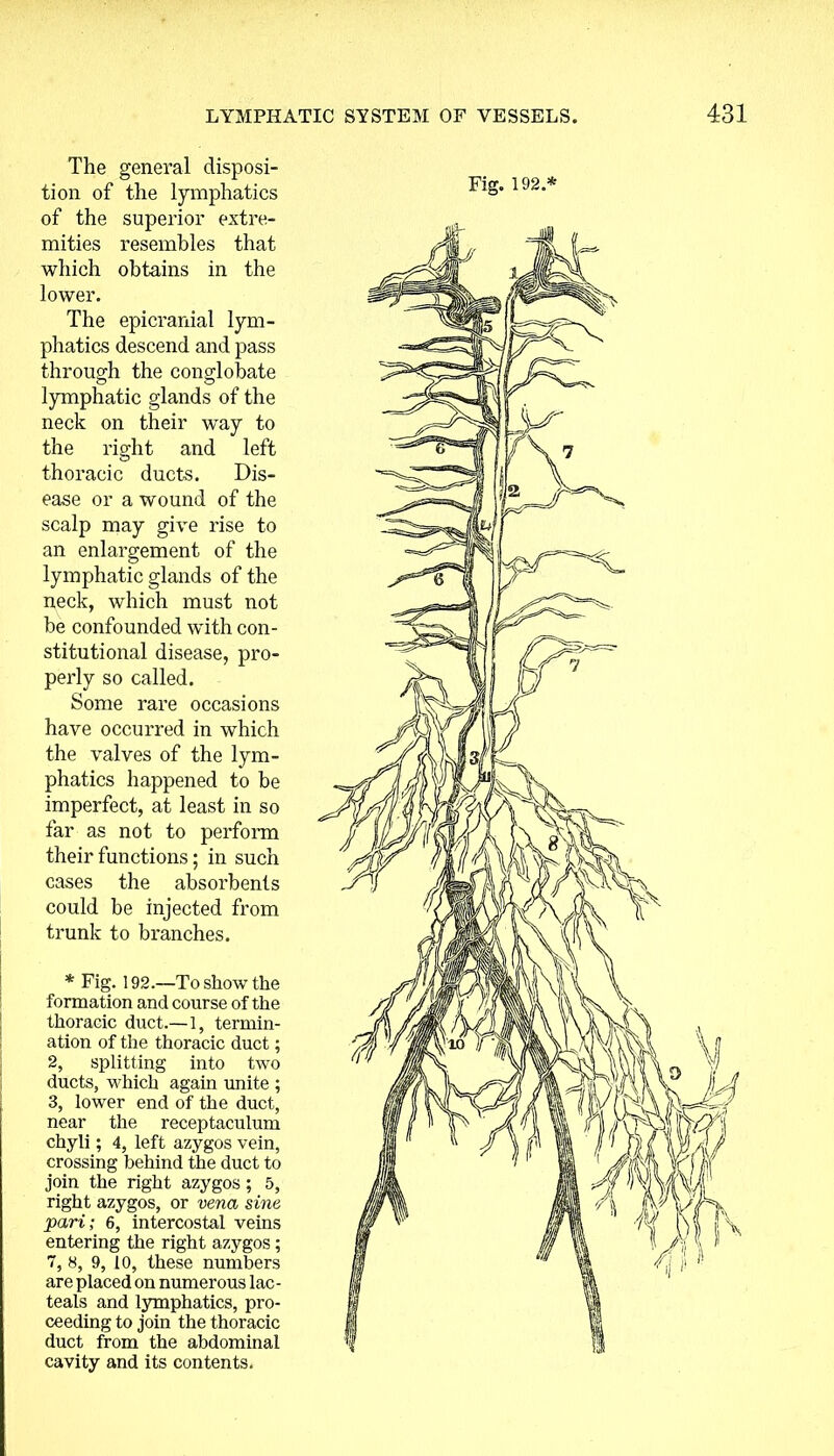 The general disposi- tion of the lymphatics of the superior extre- mities resembles that which obtains in the lower. The epicranial lym- phatics descend and pass through the conglobate lymphatic glands of the neck on their way to the rio-ht and left o thoracic ducts. Dis- ease or a wound of the scalp may give rise to an enlargement of the lymphatic glands of the neck, which must not be confounded with con- stitutional disease, pro- perly so called. Some rare occasions have occurred in which the valves of the lym- phatics happened to be imperfect, at least in so far as not to perform their functions; in such cases the absorbents could be injected from trunk to branches. * Fig. 192.—To show the formation and course of the thoracic duct.—1, termin- ation of the thoracic duct; 2, splitting into two ducts, which again unite ; 3, lower end of the duct, near the receptaculum chyli; 4, left azygos vein, crossing behind the duct to join the right azygos; 5, right azygos, or vena sine pari; 6, intercostal veins entering the right azygos; 7, 8, 9, 10, these numbers are placed on numerous lac- teals and lymphatics, pro- ceeding to join the thoracic duct from the abdominal cavity and its contents. Fig. 192*