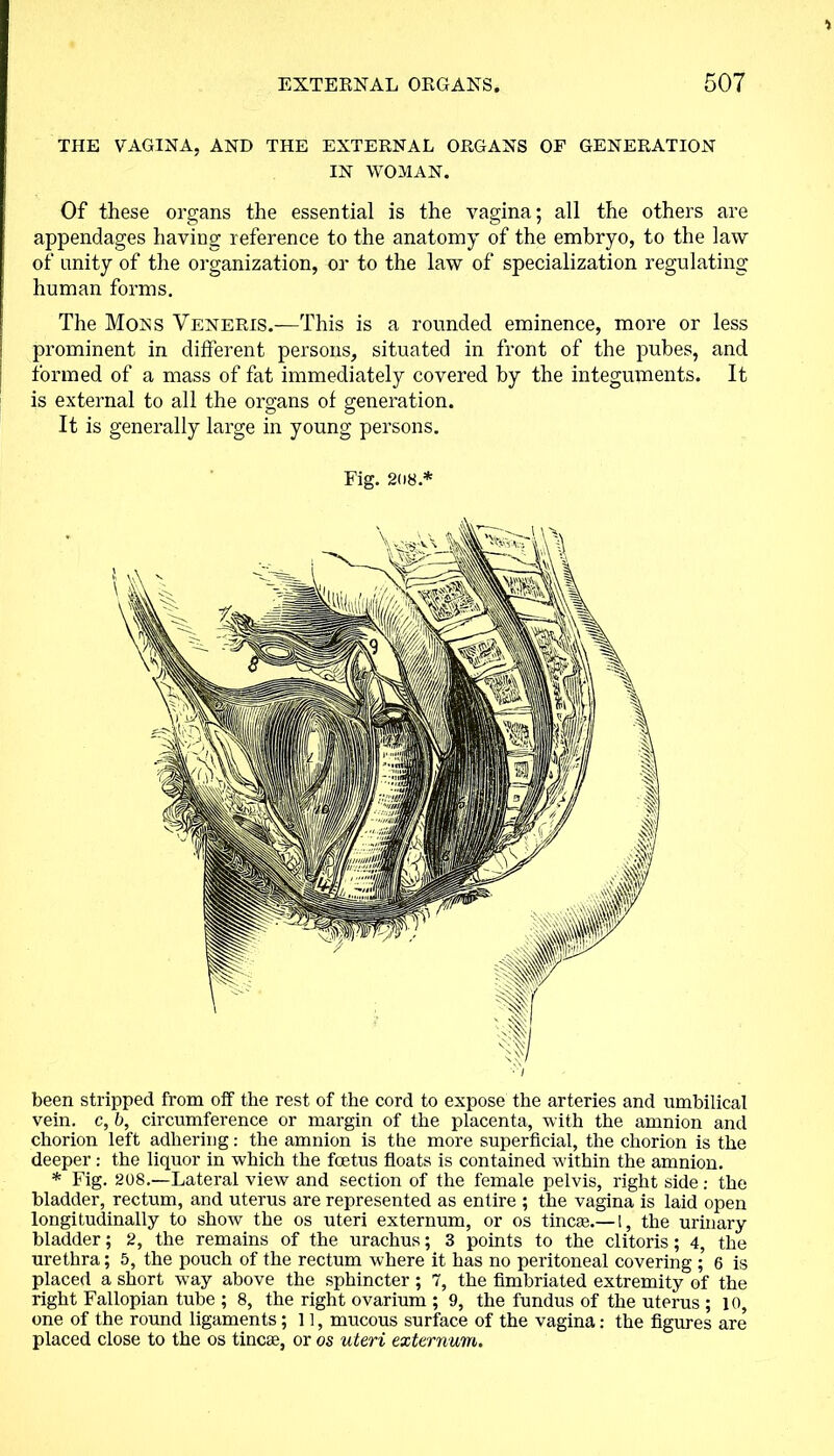 THE VAGINA, AND THE EXTERNAL ORGANS OF GENERATION IN WOMAN. Of these organs the essential is the vagina; all the others are appendages having reference to the anatomy of the embryo, to the law of unity of the organization, or to the law of specialization regulating human forms. The Mons Veneris.—This is a rounded eminence, more or less prominent in different persons, situated in front of the pubes, and formed of a mass of fat immediately covered by the integuments. It is external to all the organs of generation. It is generally large in young persons. Fig. 208.* been stripped from off the rest of the cord to expose the arteries and umbilical vein, c, b, circumference or margin of the placenta, with the amnion and chorion left adhering: the amnion is the more superficial, the chorion is the deeper: the liquor in which the foetus floats is contained within the amnion. * Fig. 208.—Lateral view and section of the female pelvis, right side: the bladder, rectum, and uterus are represented as entire ; the vagina is laid open longitudinally to show the os uteri externum, or os tineas.— 1, the urinary bladder; 2, the remains of the urachus; 3 points to the clitoris; 4, the urethra; 5, the pouch of the rectum where it has no peritoneal covering ; 6 is placed a short way above the sphincter ; 7, the fimbriated extremity of the right Fallopian tube ; 8, the right ovarium ; 9, the fundus of the uterus ; 10, one of the round ligaments; 11, mucous surface of the vagina: the figures are placed close to the os tineas, or os uteri externum.